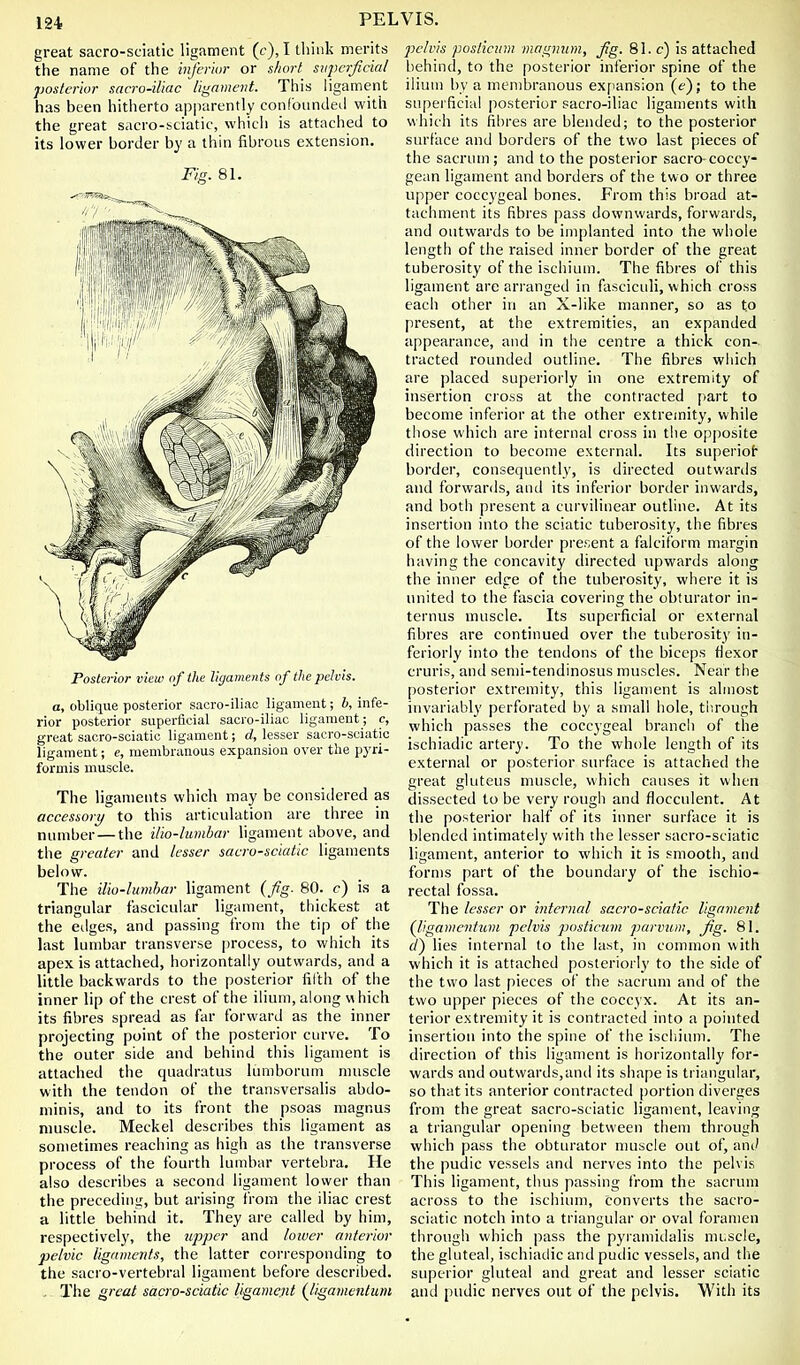 great sacro-sciiitic ligament (c), Itliink merits the name of the inferior or s/wrt siipcrjicia/ posterior sacro-iliac ligament. This ligament has been hitherto apjiarently confoundeil with the great sacro-sciatic, which is attached to its lower border by a thin fibrous extension. Fig. 81. Posterior view of the ligaments of the pelvis. a, oblique posterior sacro-iliac ligament; b, infe- rior posterior superficial sacro-iliac ligament; c, great sacro-sciatic ligament; d, lesser sacro-sciatic ligament; e, membranous expansion over the pyri- forniis muscle. The ligaments which may be considered as accessory to this articulation are three in number — the Uio-lumbar ligament above, and the greater and lesser sacro-sciatic ligaments below. The ilio-lumhar ligament {fg. 80. c) is a triangular fascicular ligament, thickest at the eilges, and passing from the tip of the last lumbar transverse process, to which its apex is attached, horizontally outwards, and a little backwards to the posterior fifth of the inner lip of the crest of the ilium, along w hich its fibres spread as far forward as the inner projecting point of the posterior curve. To the outer side and behind this ligament is attached the quadratus lumborum muscle with the tendon of the transversalis abdo- minis, and to its front the psoas magnus muscle. Meckel describes this ligament as sometimes reaching as high as the transverse process of the fourth lumbar vertebra. He also describes a second ligament lower than the preceding, but arising from the iliac crest a little behind it. They are called by him, respectively, the upper and lower anterior pelvic ligaments, the latter corresponding to the sao'o-vertebral ligament before described. , The great sacro-sciatic ligament (Jigamentiim pelvis posticum magnum, fg. 81. c) is attached behind, to the posterior inferior spine of the ilium by a membranous exfiansion (e); to the supei ficial posterior sacro-iliac ligaments with which its fibres are blended; to the posterior surface and borders of the two last pieces of the sacrum; and to the posterior sacro coccy- gean ligament and borders of the two or three upper coccygeal bones. From this broad at- tachment its fibres pass downwards, forwards, and outwards to be implanted into the whole length of the raised inner border of the great tuberosity of the ischium. The fibres ol' this ligament are arranged in fasciculi, which cross each other in an X-like manner, so as to present, at the extremities, an expanded appearance, and in the centre a thick con- tracted rounded outline. The fibres which are placed superiorly in one extremity of insertion cross at the contracted [)art to become inferior at the other extremity, while those which are internal cross in the op])osite direction to become external. Its superiot border, consequently, is directed outwards and forwards, and its inferior border inwards, and both present a curvilinear outline. At its insertion into the sciatic tuberosity, the fibi'es of the lower border present a falciform margin having the concavity directed upwards along the inner edge of the tuberosity, where it is united to the fascia covering the obturator in- ternus muscle. Its superficial or external fibres are continued over the tuberosity iu- feriorly into the tendons of the biceps fiexor cruris, and semi-tendinosus muscles. Near the posterior extremity, this ligament is almost invariably perforated by a small hole, through which passes the coccygeal branch of the ischiadic artery. To the whole length of its external or posterior surface is attached the great gluteus muscle, which causes it when dissected to be very rough and flocculent. At the posterior half of its inner surface it is blended intimately with the lesser sacro-sciatic ligament, anterior to which it is smooth, and forms part of the boundaiy of the ischio- rectal fossa. The lesser or internal sacro-sciatic ligament (Jigamentum pelvis posticum parvum, jig. 81. f/) lies internal to the last, in common with which it is attached posteriorly to the side of the two last pieces of the sacrum and of the two upper pieces of the coccyx. At its an- terior extremity it is contracted into a pointed insertion into the spine of the iscliiinn. The direction of this ligament is horizontally for- wards and outwards,and its shape is triangular, so that its anterior contracted portion diverges from the great sacro-sciatic ligament, leaving a triangular opening between them through which pass the obturator muscle out of, am' the pudic vessels and nerves into the pelvis This ligament, thus passing from the sacrum across to the ischium, converts the sacro- sciatic notch into a triangular or oval foramen through which pass the pyramidalis nu.scle, the gluteal, ischiadic and pudic vessels, and the superior gluteal and great and lesser sciatic and pudic nerves out of the pelvis. With its