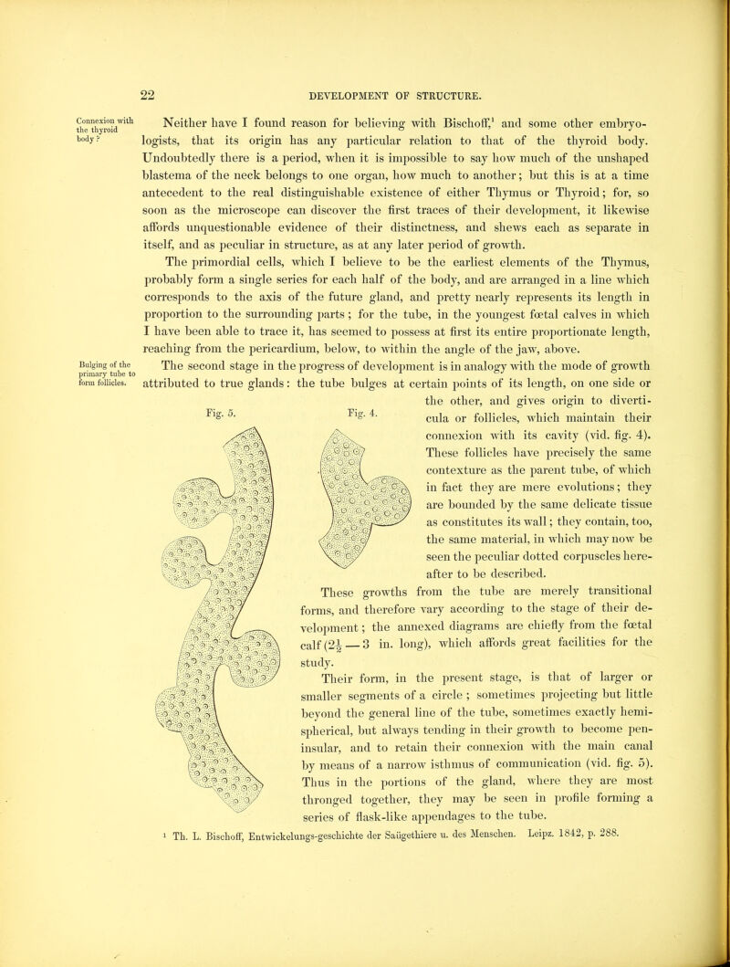 Connexion with the thyroid body ? Bulging of the primary tube to form follicles. Neither have I found reason for believing with Bischoff/ and some other embryo- logists, that its origin has any particular relation to that of the thyroid body. Undoubtedly there is a period, when it is impossible to say how much of the unshaped blastema of the neck belongs to one organ, how much to another; but this is at a time antecedent to the real distinguishable existence of either Thymus or Thyroid; for, so soon as the microscope can discover the first traces of their development, it likewise affords unquestionable evidence of their distinctness, and shews each as separate in itself, and as peculiar in structure, as at any later period of growth. The primordial cells, which I believe to be the earliest elements of the Thymus, probably form a single series for each half of the body, and are arranged in a line which corresponds to the axis of the future gland, and pretty nearly represents its length in proportion to the surrounding j^arts ; for the tube, in the youngest foetal calves in which I have been able to trace it, has seemed to possess at first its entire proportionate length, reaching from the pericardium, below, to within the angle of the jaw, above. The second stage in the progress of development is in analogy with the mode of growth attributed to true glands: the tube bulges at certain points of its length, on one side or the other, and gives origin to diverti- Fi Fig. 4. cula or follicles, which maintain their connexion with its cavity (vid. fig. 4). These follicles have precisely the same contexture as the parent tube, of which in fact they are mere evolutions; they are bounded by the same delicate tissue as constitutes its wall; they contain, too, the same material, in which may now be seen the peculiar dotted corpuscles here- after to be described. These growths from the tube are merely transitional forms, and therefore vary according to the stage of their de- velopment ; the annexed diagrams are chiefly from the foetal calf (2-^ 3 in. long), which affords great facilities for the study. Their form, in the present stage, is that of larger or smaller segments of a circle ; sometimes projecting but little beyond the general line of the tube, sometimes exactly hemi- spherical, but always tending in their growth to become pen- insular, and to retain their connexion with the main canal by means of a narrow isthmus of communication (vid. fig. 5). Thus in the portions of the gland, where they are most thronged together, they may be seen in profile forming a series of flask-like appendages to the tube. Th. L. Bischoff, Entwickelungs-geschichte der Saiigethiere u. des Menschen. Leipz. 1842, p. 288.