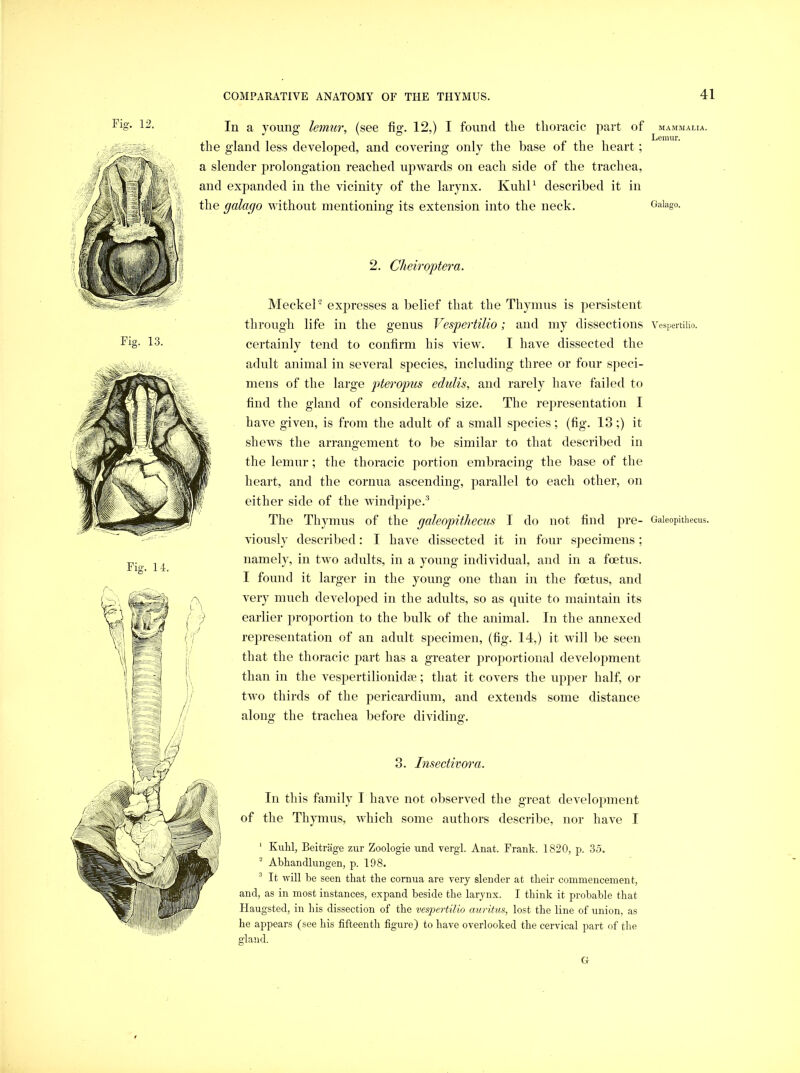 Fiff. 12. Fio-. 14. JMeckeP expresses a belief that the Thymus is persistent throiigii life in the genus Vespertilio; and my dissections VespeitiUo. certainly tend to confirm his view. I have dissected the adult animal in several species, including three or four speci- mens of the large ptterojms edulis, and rarely have failed to find the gland of considerable size. The representation I have given, is from the adult of a small species; (fig. 13;) it shews the arrangement to be similar to that described in the lemur; the thoracic portion embracing the base of the heart, and the cornua ascending, parallel to each other, on either side of the windpipe.'’ The Thymus of the galeopithecus I do not find pre- Gaieopithecus. viously described: I have dissected it in four specimens; namely, in two adults, in a young individual, and in a foetus. I found it larger in the young one than in the foetus, and very much developed in the adults, so as quite to maintain its earlier proportion to the bulk of the animal. In the annexed representation of an adult specimen, (fig. 14,) it will Ije seen that the thoracic part has a greater proportional development than in the vespertilionidae; that it covers the upper half, or two thirds of the pericardium, and extends some distance along the trachea before dividing. In a young lemur, (see fig. 12,) I found the thoracic part of MAMMALIA. Lemur. the gland less developed, and covering only the base of the heart; a slender prolongation reached upwards on each side of the trachea, and expanded in the vicinity of the larynx. Kuhl’ described it in the galago without mentioning its extension into the neck. Galago. 2. Cheiroptera. 8. Insectivora. In this family I have not observed the great development of the Thymus, which some authors describe, nor have I ' Kuhl, Beitrage zur Zoologie und vergl. Anat. Frank. 1820, p. 35. ^ Abhandlungen, p. 198. ’ It will be seen that the cornua are very slender at their commencement, and, as in most instances, expand beside the larynx. I think it probable that Haugsted, in his dissection of the vespertilio aurif m, lost the line of union, as he appears (see his fifteenth figure) to have overlooked the cervical part of the gland. Gr