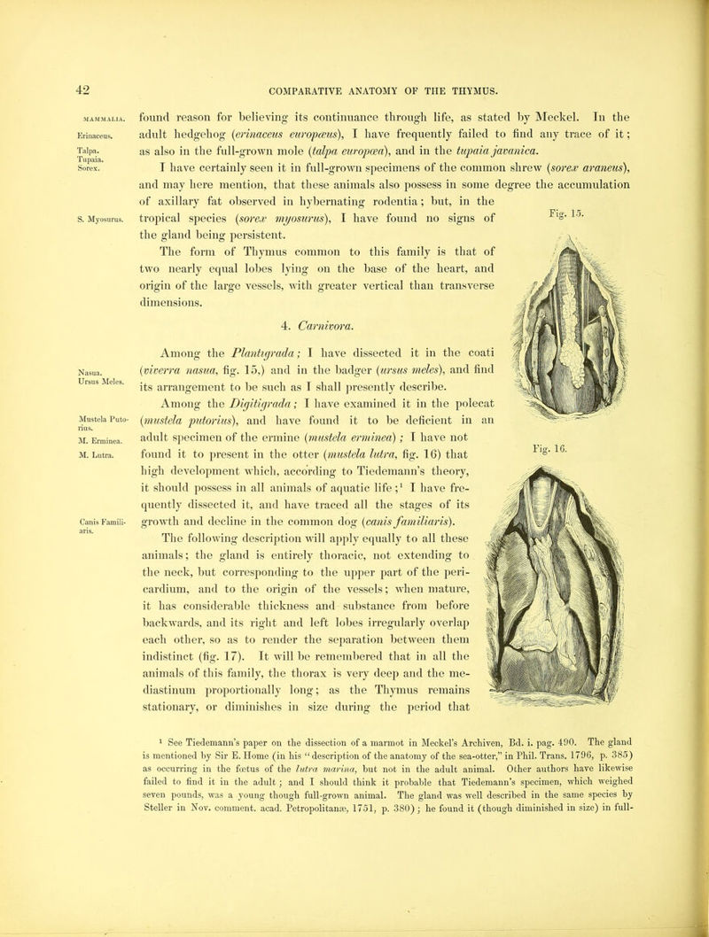 MAMMALIA. Erinaceus. Talpa. T upaia. Sorex. S. Myosurus. Nasua. Ursus Meles. Mustek Puto- rius. M. Erminea. M. Lutra. Canis Famili- aris. Fiff. 15. found reason for believing- its continuance through life, as stated by Meckel. In the adult hedgehog {erinaceus europceus), I have frequently failed to find any trace of it; as also in the fnll-grown mole {talpa europoed), and in the tupaia javanica. I have certainly seen it in full-grown specimens of the common shrew {sorex araneus), and may here mention, that these animals also possess in some degree the accumulation of axillary fat observed in hybernating rodentia; but, in the tropical species {sorex myosurus), I have found no signs of the gland being persistent. The form of Thymus common to this family is that of two nearly equal lobes lying on the base of the heart, and origin of the large vessels, with greater vertical than transverse dimensions. 4. Carnivora. Among the Plantigrada; I have dissected it in the coati {viverra nasua, fig. 15,) and in the badger {ursus meles), and find its arrangement to be snch as I shall ]>resently describe. Among the Digitigrada; I have examined it in the polecat {mustela putorius), and have found it to be deficient in an adult sj)ecinien of the ermine {inustela erminea) ; I have not found it to present in the otter {mustela lutra, fig. 16) that high development which, according to Tiedemann’s theory, it should possess in all animals of aquatic life I have fre- quently dissected it, and have traced all the stages of its growth and decline in the common dog {canis familiaris). The following description will apply equally to all these animals; the gland is entirely thoracic, not extending to the neck, but corresponding to the upper part of the peri- cardium, and to the origin of the vessels; when mature, it has considerable thickness and substance from before backwards, and its right and left lobes irregularly overlap each other, so as to render the separation between them indistinct (fig. 17). It will be remembered that in all the animals of this family, the thorax is very deep and the me- diastinum proportionally long; as the Thymus remains stationary, or diminishes in size during the period that :'ig. 16. 1 See Tiedemann’s paper on the dissection of a marmot in Meckel’s Archiven, Bd. i. pag. 490. The gland is mentioned by Sir E. Home (in his “description of the anatomy of the sea-otter,” in Phil. Trans, 1796, p. 385) as occurring in the foetus of the lutra marina, but not in the adult animal. Other authors have likewise failed to find it in the adult; and I should think it probable that Tiedemann’s specimen, which weighed seven pounds, was a young though full-grown animal. The gland was well described in the same species by Steller in Nov. comment, acad. Petropolitanse, 1751, p. 380); he found it (though diminished in size) in full-