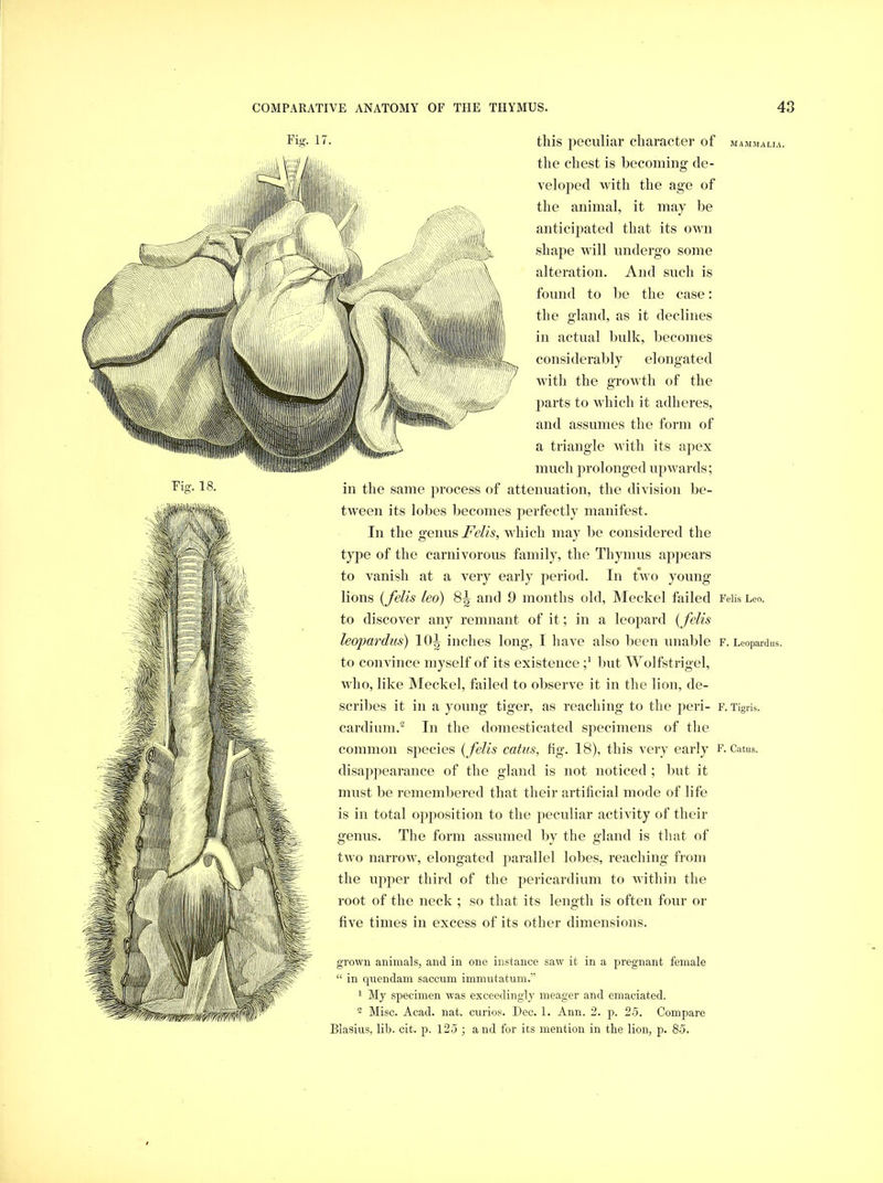 Fia-. 17. this peculiar character of the chest is becoming de- mammali.i. Fiff. 18. veloped with the age of the animal, it may be anticipated that its own shape will undergo some alteration. And such is found to be the case: the gland, as it declines in actual bulk, becomes considerably elongated with the growth of the parts to which it adheres, and assumes the form of a triangle with its apex much prolonged upAvards; in the same process of attenuation, the division be- tween its lobes becomes perfectly manifest. In the genus which may be considered the type of the carnivorous family, the Thymus appears to vanish at a very early period. In two young lions {felis leo) and 9 months old, Meckel failed FeiisLeo. to discover any remnant of it; in a leojiard { felis leopardus) 10^ inches long, I have also been unable f. Leopardu to convince myself of its existence but Wolfstrigel, who, like Meckel, failed to observe it in the lion, de- scribes it in a young tiger, as reaching to the jieri- f. Tigris, cardium.^ In the domesticated specimens of the common species {felis catus, fig. 18), this very early f. Catus. disappearance of the gland is not noticed ; but it must be remembered that their artificial mode of life is in total opposition to the peculiar activity of their genus. The form assumed by the gland is that of tu’o narrow, elongated parallel lobes, reaching from the upper third of the pericardium to within the root of the neck ; so that its length is often four or five times in excess of its other dimensions. grown animals, and in one instance saw it in a pregnant female “ in qnenclam saccum immutatmn.” 1 Mj specimen was exceedingly meager and emaciated. ~ Misc. Acad. nat. curios. Dec. 1. Ann. 2. p. 25. Compare Blasius, lib. cit. p. l2o ; and for its mention in the lion, p. 8.5.