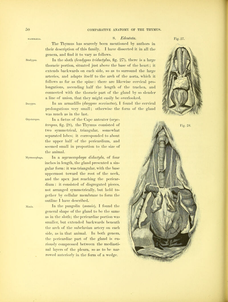 MAMMALIA. Braclypus. Dasj’pus. Orycteropus. Myrmecopliaga. Manis. 8. Edentata. The Thymus has scarcely been mentioned by authors in their description of this family. I have dissected it in all the genera, and find it to vary as follows. In the sloth {bradypus tridactylus, fig. 27), there is a large thoracic portion, situated just above the base of the heart; it extends backwards on each side, so as to surround the large arteries, and adapts itself to the arch of the aorta, which it follows as far as the spine; there are likewise cervical pro- longations, ascending half the length of the trachea, and connected with the thoracic part of the gland liy so slender a line of union, that they might easily be overlooked. In an armadillo {dasypus se.vcinctus), I found the cervical prolongations very small; otherwise the form of the was much as in the last. In a foetus of the Cape anteater {oryc- teropus, fig. 28), the Thymus consisted of Fig. 27. gland two symmetrical, triangular, somewhat separated lobes; it corresponded to about the upper half of the pericardium, and seemed small in proportion to the size of the animal. In a myrmecopliaga didactyla, of four inches in length, the gland presented a sin- gular form: it was triangular, with the base uppermost toward the root of the neck, and the apex just reaching the pericar- dium : it consisted of di.sgregated pieces, not arranged symmetrically, but held to- gether by cellular mendjraue to form the outline I have described. In the jiangolin {inanis), I found the general shape of the gland to be the same as in the sloth; the pericardiac portion was smaller, but extended backwards beneath the arch of the subclavian artery on each side, as in that animal. In both genera, the pericardiac part of the gland is cu- riously compressed between the mediasti- nal layers of the pleura, so as to be nar- rowed anteriorly in the form of a wedge. I