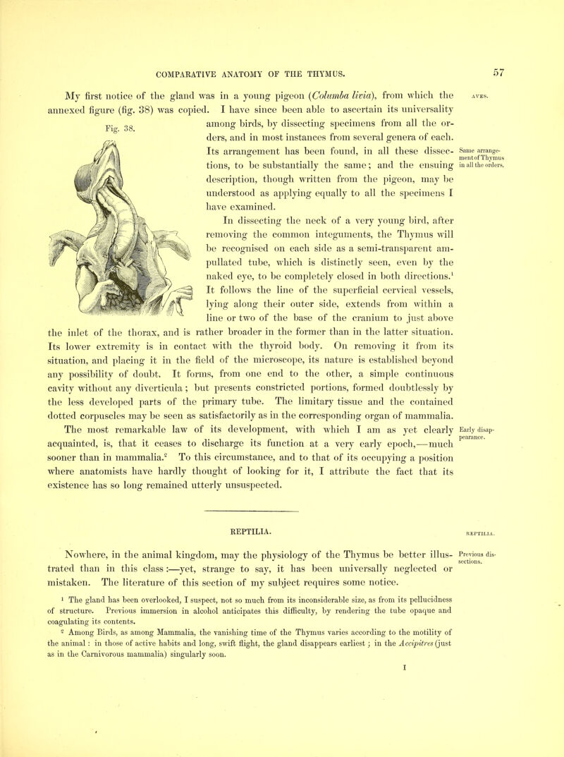 My first notice of tlie giand was in a young pigeon {Cohmiba lima), from which the annexed figure (fig. 38) Avas copied. I have since been able to ascertain its universality among birds, by dissecting siAecimens from all the or- ders, and in most instances from several genera of each. Its arrangement has been found, in all these dissec- tions, to be substantially the same ; and the ensuing description, though written from the pigeon, may he understood as applying equally to all the specimens I have examined. In dissecting the neck of a very young bird, after removing the common integuments, the Thymus will be recognised on each side as a semi-transparent am- pnllated tube, which is distinctly seen, even by the naked eye, to be completely closed in both directions.^ It follows the line of the superficial cervical vessels, lying along their outer side, extends from Avithin a line or tAvo of the base of the cranium to just above the inlet of the thorax, and is rather broader in the former than in the latter situation. Its loAver extremity is in contact Avith the thyroid body. On removing it from its situation, and placing it in the field of the microscope, its nature is established beyond any possibility of doubt. It forms, from one end to the other, a simple continuous cavity Avithout any diverticula; but presents constricted portions, formed doubtlessly by the less developed parts of the primary tube. The limitary tissue and the contained dotted corpuscles may he seen as satisfactorily as in the corresponding organ of mammalia. The most remarkable law of its development, with Avhich I am as yet clearly acquainted, is, that it ceases to discharge its function at a very early ejmch,—much sooner than in mammalia.^ To this circumstance, and to that of its occuj^ying a position where anatomists have hardly thought of looking for it, I attribute the fact that its existence has so long remained utterly unsuspected. REPTILIA. NoAAdiere, in the animal kingdom, may the physiology of the Thymus be better illus- trated than in this class :—yet, strange to say, it has been universally neglected or mistaken. The literature of this section of my subject requires some notice. 1 The gland has been overlooked, I suspect, not so much from its inconsiderable size, as from its pellucidness of structure. Previous immersion in alcohol anticipates this difficulty, by rendering the tube opaque and coagulating its contents. 2 Among Birds, as among Mammalia, the vanishing time of the Thymus varies according to the motility of the animal : in those of active habits and long, swift flight, the gland disappears earliest; in the Accipitres (just as in the Carnivorous mammalia) singularly soon. I Fiff. 38. -4VES. Same arrange- ment of Thymus in all the orders. Early disap- pearance. REPTILIA. Previous dis- sections.