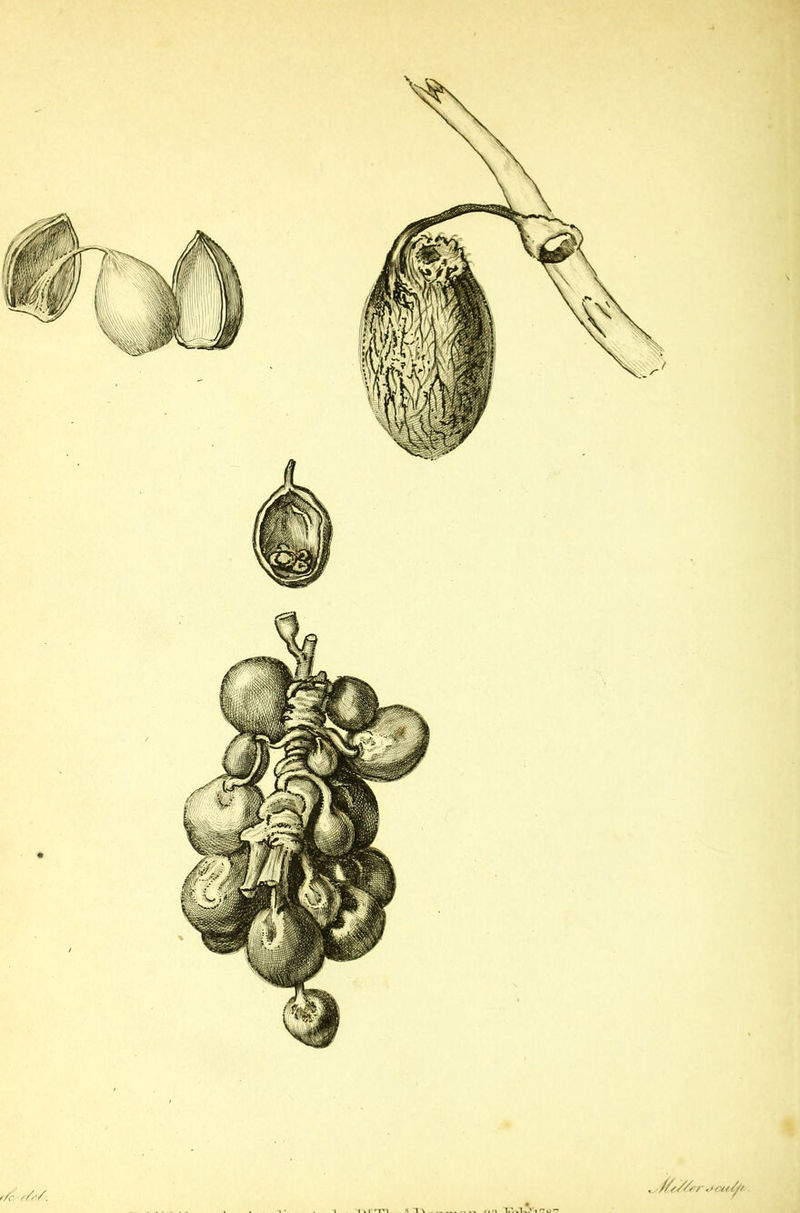 1 \ 1' TH . .«T\ TT'«'»l-v-v1 *7 0*7