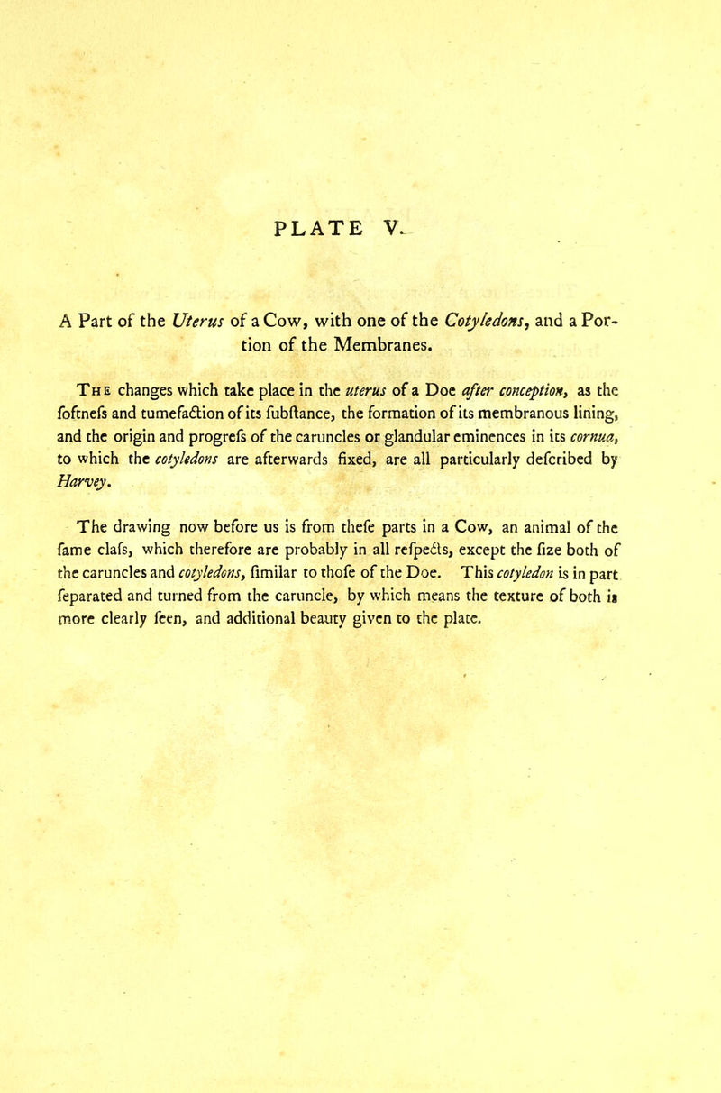 A Part of the Uterus of a Cow, with one of the Cotyledons, and a Por- tion of the Membranes. The changes which take place in the uterus of a Doe after conception, as the foftnefs and tumefaction of its fubftance, the formation of its membranous lining, and the origin and progrefs of the caruncles or glandular eminences in its cornua, to which the cotyledons are afterwards fixed, are all particularly defcribed by Harvey. The drawing now before us is from thefe parts in a Cow, an animal of the fame clafs, which therefore are probably in all refpeds, except the fize both of the caruncles and cotyledons, fimilar to thofe of the Doe. This cotyledon is in part feparated and turned from the caruncle, by which means the texture of both is more clearly feen, and additional beauty given to the plate.