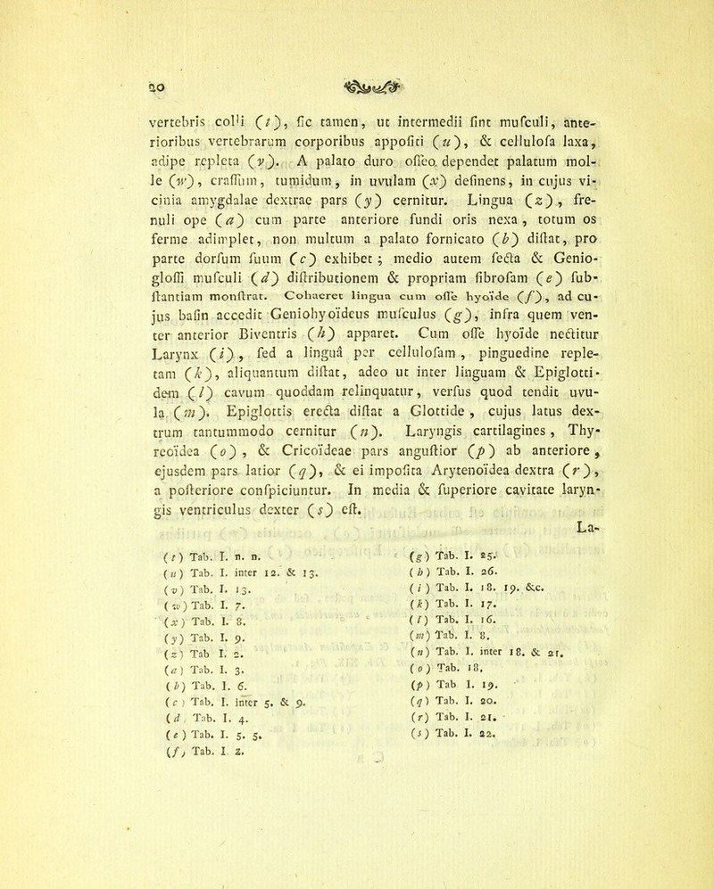 QO vertebris cobi fic tamen, ut intermedii fint mufculi, ante- rioribus vertebrarum corporibus appofiti («), & cellulofa laxa, adipe repleta (9). A palato duro odeo, dependet palatum mol- le (V), craflum, tumidum, in uvulam (yv) delinens, in cujus vi- cinia amygdalae dextrae pars Qy') cernitur. Lingua (2), fre- nuli ope Qa~) cum parte anteriore fundi oris nexa, totum os ferme adimplet, non multum a palato fornicato didat, pro parte dorfum fuum (c) exhibet; medio autem feda & Genio- glofli mufculi (Vj) didributionem & propriam fibrofam Qe') fub- llantiam monftrat. Cohaeret lingua cum olle hyoide (f'), ad CU- jus bafin accedit Geniohyoideus mufculus (g), infra quem ven- ter anterior Biventris (//) apparet. Cum olfe hyoide neftitur Larynx (2), fed a ^inSua Pcr cellulofam , pinguedine reple- tam (&), aliquantum didat, adeo ut inter linguam & Epiglotti- dem (/) cavum quoddam relinquatur, verfus quod tendit uvu- la (m). Epiglottis ere&a didat a Glottide, cujus latus dex- trum tantummodo cernitur (n). Laryngis cartilagines, Thy- reoidea (e), & Cricoideae pars angudior Qp) ab anteriore, ejusdem pars latior (</), & ei impodta Arytenoidea dextra (V), a poderiore confpiciuntur. In media & fuperiore cavitate laryn- gis ventriculus dexter (s) ed. La- (g) Tab. I. £5- ( h ) Tab. I. 26. ( i ) Tab. I. i 8. 19. &.C. (k) Tab. I. 17. ( l) Tab. I. i 6. (m) Tab. I. 8. (») Tab. I. inter 18. & zr. ( o ) Tab. i 8, (p ) Tab I. 19. (<7) Tab. I. 20. (r) Tab. I. 21. (s) Tab. I. 22, ( t ) Tab. I. n. n. («) Tab. I. inter 12. 6c 13. ( v ) Tab. I. J 3. ( w) Tab. I. 7. (x) Tab. I. 8. (y) Tab. I. 9. (2) Tab I. 2. (a) Tab. I. 3. ( b) Tab. I. 6. (c ) Tab. I. inter 5. & 9. ( d , Tab. I. 4. ( e ) Tab. I. 5. 5. (/, Tab. I 3.