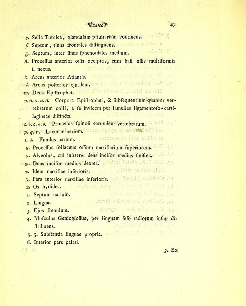 s. Sella Turcica, glandulam pituitariam continens. f. Septum, finus frontales diftinguens. g. Septum, inter finus fphenoidales medium. h. ProcelFus anterior offis occipitis, cum bafi offis multiformis u nexus. k. Arcus anterior Atlantis. l. Arcus pofierior ejusdem. m. Dens Epiffirophei. n. n.n.n.n. Corpora Epiftrophei, & fubfequentium quatuor ver- tebrarum colli, a fe invicem per lamellas ligamentofo-carti- lagineas diftindla. 6, o. o. o. o. ProcelFus fpinofi earundem vertebrarum. p. q. r. Lacunar narium. s. u Fundus narium. u. ProcelFus foliaceus offium maxillarium fuperiorum. y. Alveolus, cui inhaeret dens incifor medius limiter* w. Dens incifor medius dexter. x. Idem maxillae inferioris. y. Pars anterior maxillae inferioris. z. Os hyoides. 1. Septum narium. 2. Lingua. 3. Ejus frenulum. 4. Mufculus GenioglofFus, per linguam fefe radiorum inlhr di- itribuens. 5. 5. Subftantia linguae propria. 6. Interior pars palati. /. Es