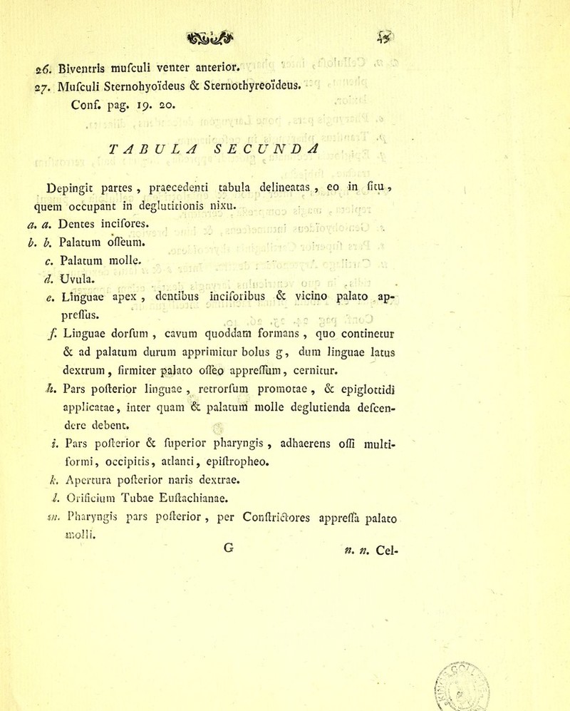 s.6. Biventris mufculi venter anterior. 27. Mufculi Sternohyoideus & Sternothyreoideus. Conf. pag. 19. 20. TABULA SECUNDA Depingit partes , praecedenti tabula delineatas , eo in fitu, quem occupant in deglutitionis nixu. a. a. Dentes incifores. b. b. Palatum ofteum. c. Palatum molle. d. Uvula. e. Linguae apex , dentibus inciforibus & vicino palato ap- prefius. „r ,, 0 ,r,m f Linguae dorfum , cavum quoddam formans , quo continetur & ad palatum durum apprimitur bolus g, dum linguae latus dextrum, firmiter palato ofleo apprefiinn, cernitur. /2. Pars pofterior linguae , retrorfum promotae , & epiglottidi applicatae, inter quam & palatum molle deglutienda defcen- dere debent. i. Pars pofterior & fuperior pharyngis , adhaerens offi multi- formi, occipitis, atlanti, epifiropheo. k. Apertura pofterior naris dextrae. l. Orificium Tubae Euftachianae. in. Pharyngis pars pofierior , per Con firmiores apprefla palato n:o! 1 i. G n. n. Cei-