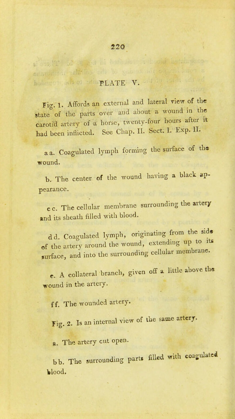 PLATE V. Fig. 1. Affords an external and lateral view of the state° of the parts over and about a wound in the carotid artery of a horse, twenty-four hours after it had been indicted. See Chap. II. Sect. I. Exp. II. a a. Coagulated lymph forming the surface of the wound. b. The center of the wound having a black ap- pearance. c c. The cellular membrane surrounding the artery and its sheath filled with blood. dd. Coagulated lymph, originating from the side of the artery around the wound, extending up to its surface, and into the surrounding cellular membrane. e. A collateral branch, given off a little above the wound in the artery. f f. The wounded artery. Fig. 2. Is an internal view of the same artery. a. The artery cut open. bb. The surrounding parts filled with coa.ma blood.