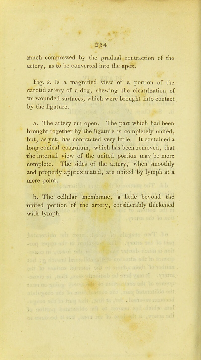 much compressed by the gradual contraction of the artery, as to be converted into the apex. Fig. 2. Is a magnified view of a portion of the carotid artery of a dog, shewing the cicatrization of its wounded surfaces, which were brought into contact by the ligature. a. The artery cut open. The part which had been brought together by the ligature is completely united, but, as yet, has contracted very little. It contained a long conical coagulum, which has been removed, that the internal view of the united portion may be more complete. The sides of the artery, when smoothly and properly approximated, are united by lymph at a mere point. b. The cellular membrane, a little beyond the united portion of the artery, considerably thickened with lymph.