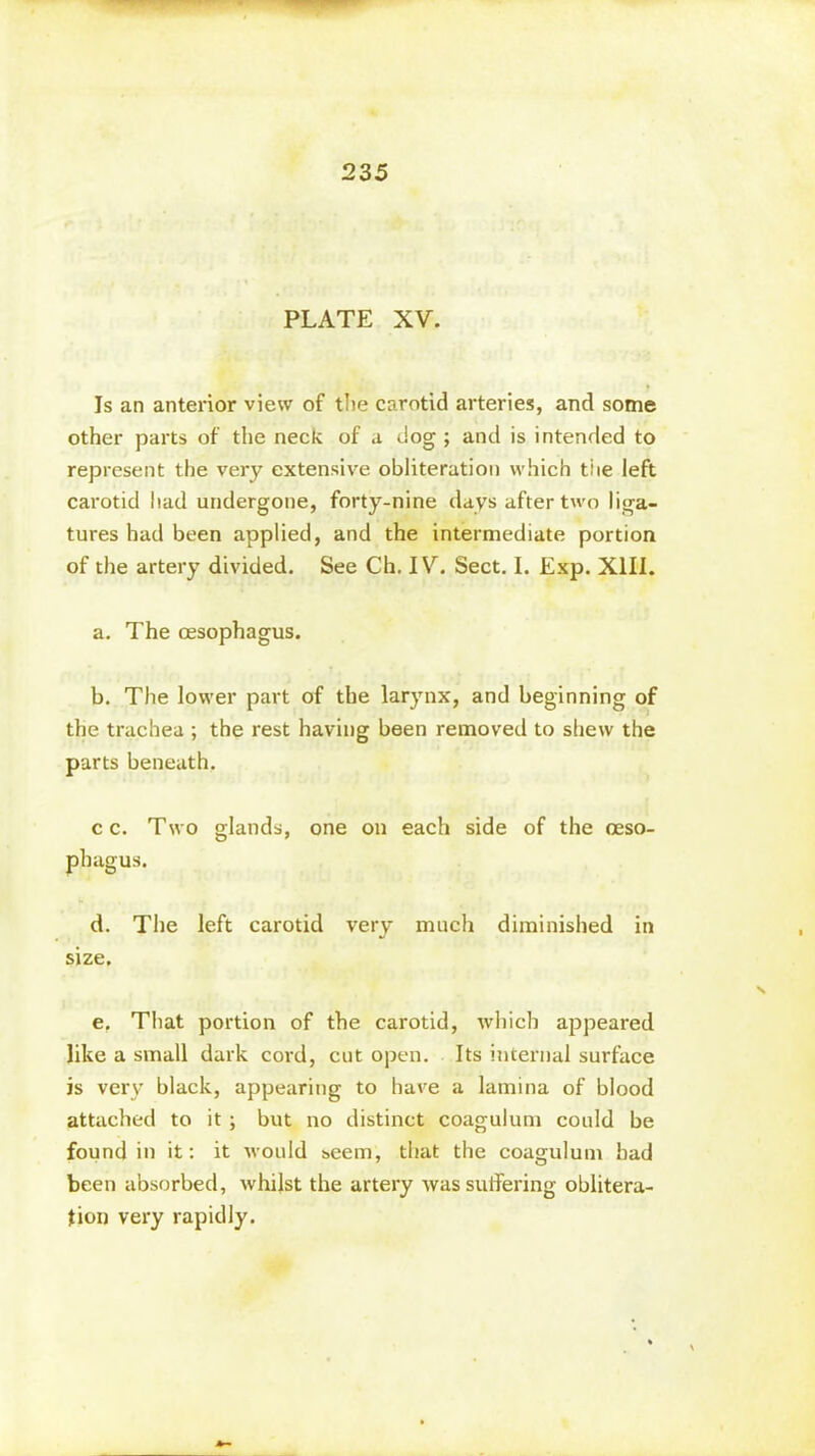 PLATE XV. Is an anterior view of the carotid arteries, and some other parts of the neck of a dog ; and is intended to represent the very extensive obliteration which tiie left carotid had undergone, forty-nine days after two liga- tures had been applied, and the intermediate portion of the artery divided. See Ch. IV. Sect. I. Exp. XIII. a. The oesophagus. b. The lower part of the larynx, and beginning of the trachea ; the rest having been removed to shew the parts beneath, c c. Two glands, one on each side of the oeso- phagus. d. The left carotid very much diminished in size. e. That portion of the carotid, which appeared like a small dark cord, cut open. Its internal surface is very black, appearing to have a lamina of blood attached to it ; but no distinct coagulum could be found in it: it would seem, that the coagulum had been absorbed, whilst the artery was suffering oblitera- tion very rapidly.