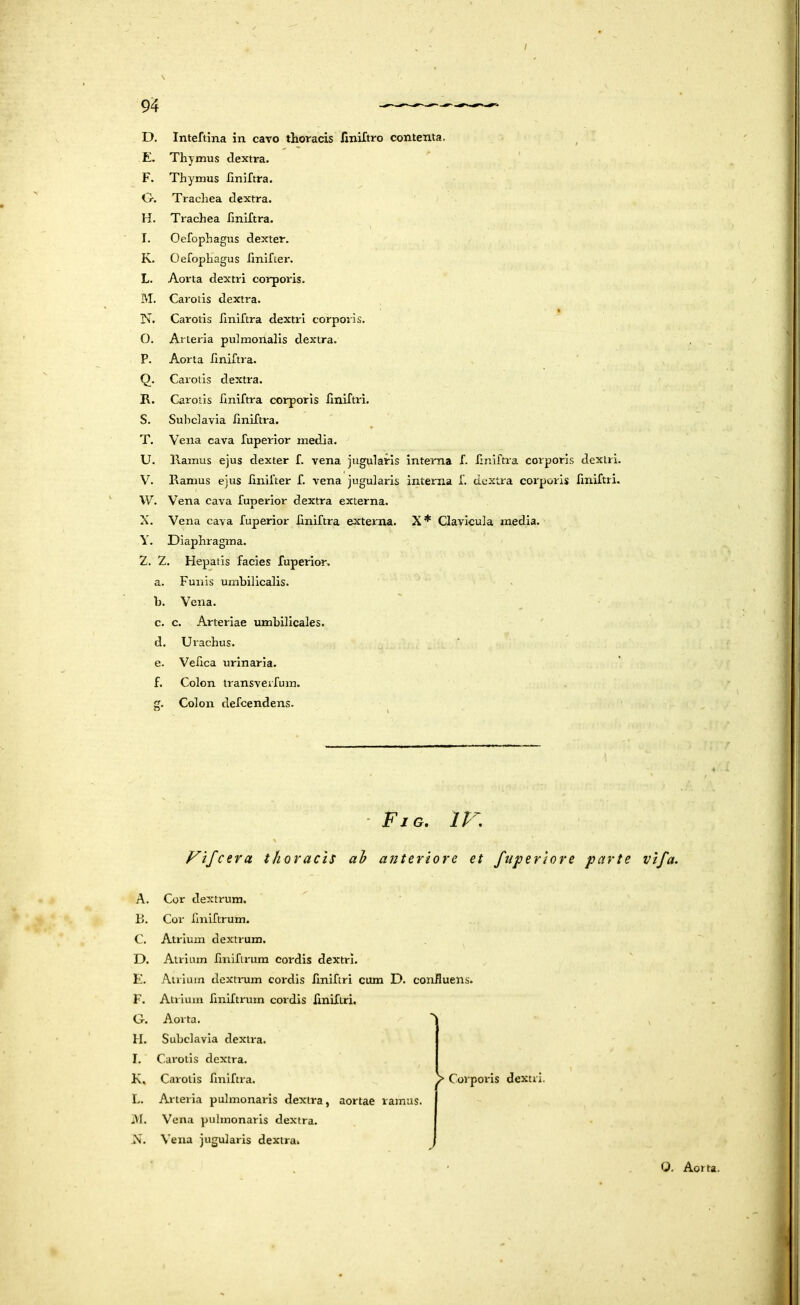 V 94 — D, Inteftina in cavo thoracis linlftro contenta. E. Thymus dextra. F. Thymus Ilniftra. O. Trachea dextra. H. Trachea finiftra. I. Oefophagus dexter. j K. Oefophagus finifter. f. L. Aorta dextri corporis. 1 j M. Carotis dextra. i l N. Carotis Ilniftra dextri corporis. 0. Arteria pulmonalis dextra. P. Aorta hniftra. Q. Carotis dextra. , 1 R. Carotis Ilniftra corporis liniftri. S. Subclavia Ilniftra. T. Vena cava fuperior media. U. liamus ejus dexter f. vena jugularis interna f. hniftia corporis dextri. V. Ramus ejus finifter f. vena jugularis interna f. dextra corporis fmiCtri. w. Vena cava fuperior dextra externa. , X. Vena cava fuperior Uniftra externa. X* Clavicula media. Y. Diaphragma. Z. 2. Hepatis facies fuperior, a. Funis umbilicalis. b. Vena. c. c. Arteriae umbilicales. d. Urachus. e. Vefica urinaria. f. Colon transverfum. g. Colon defcendens. ■ Fjg. IV. Ftfctra thoracis ah anteriore et fuperiore parte vifa. A. Cor dextrum. B. Cor finiftrum. C. Atrium dextrum. D. Atrium finifirum cordis dextri. E. Atrium dextrum cordis flniftri cum D. confluens. F. Atrium riniftruin cordis liniflri. G. Aorta. H. Subclavia dextra. I. Cai'otis dextra. K, Carotis Ilniftra. > Corporis dextri. L. Arteria pulmonaris dextra, aortae ramus. *\I. Vena pulmonaris dextra. X. Vena jugularis dextra. O, Aorta.