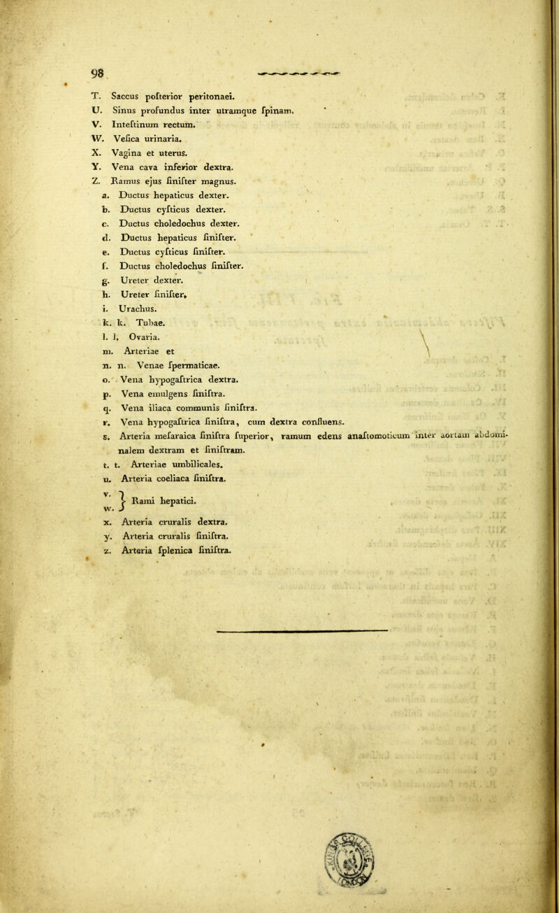 T. Saccus pofterior peritonaei. U. Sinus profundus inter utramque fpinain. ’ > V. Inteftinuni rectum. W. Vellca urinaria. X. Vagina et uterus. Y. Vena cava inferior dextra. Z. Ramus ejus finifter magnus. a. Ductus hepaticus dexter. b. Ductus cyfticus dexter. c. Ductus choledochus dexter. d. Ductus hepaticus finifter. e. Ductus cyfticus finifter. f. Ductus choledochus finifter. g. Ureter dexter. ; h. Ureter finifter» i. Urachus. Ic. k. Tuhae. \ l. 1. Ovaria. \ m. Arteriae et \ n. n. Venae fpermaticae. o. . Vena hypogaftrlca dextra. p. Vena emulgens flniftra. q. Vena iliaca communis flniftra. r. Vena hypogaftrica flniftra, cum dextra confluens. s. Arteria mefaraica flniftra fuperior, ramum edens anaftomoticum inter aortam abdomi- nalem dextram et flniftram. t. t. Arteriae umbilicales. u. Arteria coeliaca flniftra. Rami hepatici. X. Arteria cruralis dextra. y. Arteria cruralis flniftra. z. Arteria fplenica finiftra.