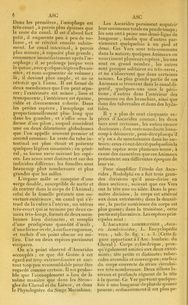 Dans les premières, l'œsophage est très-court , à parois plus épaisses que le reste du canal. Il est d'abord fort fietit, il augmente peu à peu de vo- ume, et se rétrécit ensuite subite- ment. Le canal intestinal, à parois plus minces , à capacité plus grande , commence immédiatement après l'œ- sophage ; il se prolonge jusque vers la queue , avec quelques légères ffcxuo- sités, et sans augmenter de volume ; la, il devient plus ample, et ne se rétrécit qu'à l'anus. 11 est formé de deux membranes que l'on peut sépa- rer; l'extérieure est mince , lisse et transparente, l'intérieure est épaisse, ridée et diversement colorée. Dans les petites espèces , l'œsophage est roportionnellement plus long que ans les grandes, et s'offre sous la forme d'un pilon , auquel succèdent une ou deux dilatations globuleuses que l'on appelle souvent premier et second estomac. Le reste du tube in- testinal est plus étroit et présente quelques légères sinuosités : en géné- ral, sa forme varie suivant les espè- ces. Les sexes sont distincts et sur des individus différens; les femelles sont beaucoup plus nombreuses et plus grandes que les mâles. L'organe mâle se compose d'une verge double, susceptible de sortir et de rentrer dans le corps de l'Animal ; celui de la femelle présente une ou- verture extérieure, un canal qui s'é- tend de la vulve à l'utérus, un utérus très-court qui se termine par deux ca- naux très-longs, formés de deux mem- branes bien distinctes, et remplis d'une prodigieuse quantité d'œufs , d'une forme ovale, à surface rugueuse, et tachés d'un point obscur au mi- lieu. Une ou deux espèces paraissent vivipares. On n'a point observé d'Ascarides accouplés ; ce que dit Goëze à cet égard est trop extraordinaire et sur- tout trop peu vraisemblable pour être regardé comme certain. 11 esl proba- ble que l'accouplement a lieu de la même manière que dans les Stron- f;les du Cheval et du Lièvre, cl dans e Physaloplèrc du Singe Marinkina. ASC Les Ascarides paraissent acquérir leur croissance totale en peude temps ; les uns ont à peine une demi-ligne de longueur , tandis que d'autres par- viennent quelquefois à un pied et demi. Ces Vers sont très-communs dans la nature; quelques Animaux en nourrissent plusieurs espèces , les uns sont en grand nombre, les autres sont presque solitaires ou très-rares , et ne s'observent que dans certaines saisons. La plus grande partie de ces Animaux se trouvent dans le canal di- gestif, quelques-uns sous le péri- toine , d autres dans l'intérieur des poumons ou des branchies, ainsi que dans des tubercules et dans des hyda- tides. Il y a plus de cent cinquante es- pèces d'Ascarides connus ; les deux tiers sont certaines, les autres encore douteuses; ilenrestesansdoute beau- coup à découvrir,peut-êlreplusqu'il n'y en a de mentionnées dans les au- teurs; ceux-ci ontdécritquclquefoisla même espèce sous plusieurs noms , à cause des caractères que ces Animaux présentent aux différentes époques de leur vie. Pour simplifier l'étude des Asca- rides , Rudolphi en a fait trois gran- des divisions qu'il sous-divise en deux sections, suivant que ces Vers ont la tête nue ou ailée. Dans la pre- mière division , le corps est atténué aux deux extrémités; dans la deuxiè- me , la partie antérieure du corps est plus grosse; dans la troisième, cette partie est plus mince. Les espèces prin- cipales sont : L'Ascaride lombricoïde , Asca- ris lumbricoides, L. Encyclopédie vers. , tab. 5o. lig. î. a. 3. (Cette fi- gure appartient à l'Asc. lombric, du Cheval). Corps cslindrique, pres- qu'égalcment aminci aux deux extré- mités; tête petite et distincte; tuber- cules arrondis et convergens ; surface du corps couverte de stries circulai- res très-nombreuses. Deux sillons la- téraux et profonds régnent de la tête à la queue. Ce Ver parvient quelque- fois à une longueur de plus de quinze pouces ; ordinairement il est plus pe- ;