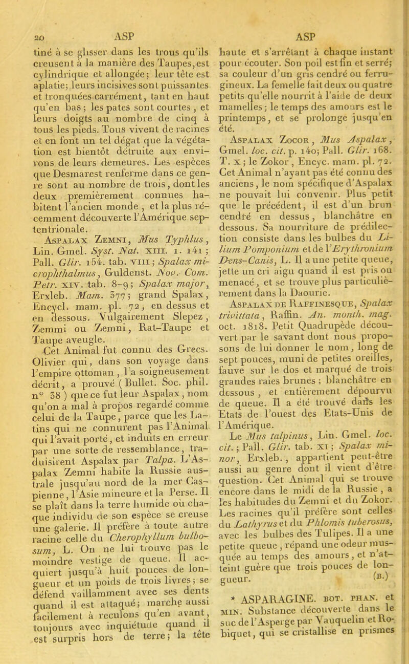 line à se glisser dans les trous qu'ils creusent à la manière des Taupes,est cylindrique et allongée; leur tête est aplatie; leurs incisives sont puissantes et tronquées carrément, tant en haut qu'en bas; les pates sont courtes, et leurs doigts au nombre de cinq à tous les pieds. Tous vivent de racines et en font un tel dégât que la végéta- tion est bientôt détruite aux envi- rons de leurs demeures. Les espèces que Desmarest renferme dans ce gen- re sont au nombre de trois, dont les deux premièrement connues ha- bitent l'ancien monde , et la plus ré- cemment découverte l'Amérique sep- tentrionale. Aspalax Zemni , Mus Typhlus, Lin. Gmel. Syst. Nat. xm. 1. i4i ; Pall. Glir. i54. tab. vin ; Spalax mi- crophthalrnus, Guldenst. Nou. Corn. Petr. xiv. tab. 8-9 ; Spalax majoi\ Erxleb. Mam. 377; grand Spalax, Encycl. mam. pl. 72, en dessus et en dessous. Vulgairement Slepez, Zemmi ou Zemni, Rat-Taupe et Taupe aveugle. Cet Animal fut connu des Grecs. Olivier qui, dans son voyage dans l'empire ottoman , Ta soigneusement décrit, a prouvé ( Bullet. Soc. phil. n° 38 ) que ce fut leur Aspalax, nom qu'on a mal à propos regardé comme celui de la Taupe, parce que les La- tins qui ne connurent pas l'Animal qui l'avait porté, et induits en erreur par une sorte de ressemblance, tra- duisirent Aspalax par Talpa. L'As- palax Zemni habite la Russie aus- trale jusqu'au nord de la mer Cas- pienne , l'Asie mineure et la Perse. Il se plaît dans la terre humide où cha- que individu de son espèce se creuse une galerie. Il préfère à toute autre racine celle du CherophylLum bulbo- sum, L. On ne lui tiouve pas le moindre vestige de queue. Il ac- quiert jusqu'à huit pouces de lon- gueur et un poids de trois livres; se défend vaillamment avec ses dents quand il est attaqué; marche aussi facilement à reculons qu'en avant toujours avec inquiétude quand il est surpris hors de terre; la tete haute et s'arrêlant à chaque instant pour écouter. Son poil est fin et serré; sa couleur d'un gris cendré ou ferru- gineux. La femelle lait deux ou quatre petits qu'elle nourrit à l'aide de deux mamelles ; le temps des amours est le printemps, et se prolonge jusqu'en été. Aspalax Zocon , Mus Aspalax , Gmel. loc. cit. p. i4o;Pall. Glir. 168. T. x ; le Zokor , Encyc. mam. pl. 72. Cet Animal n'ayant pas été connu des anciens, le nom spécifique d'Aspalax ne pouvait lui convenir. Plus petit que le précédent, il est d'un brun cendré en dessus, blanchâtre en dessous. Sa nourriture de piédilec- tion consiste dans les bulbes du Li- lium Pomponium etde X Ery thronium D-ens-Canis, L. 11 aune petite queue, jette un cri aigu quand il est pris ou menacé, et se trouve plus particuliè- rement dans la Daourie. Aspalax de Raffixesque, Spalax trivittata, Raflin. An. montk. rnag. oct. 1818. Petit Quadrupède décou- vert par le savant dont nous propo- sons de lui donner le nom, long de sept pouces, muni de petites oreilles, fauve sur le dos et marqué de trois grandes raies brunes ; blanchàlre en dessous , et entièrement dépourvu de queue. Il a été trouvé daiîs les Etats de l'ouest des Etats-Unis de l'Amérique. Le Mus talpinus, Lin. Gmel. loc. cit. ; Pall. Glir. tab. Xi ; Spalax mi- nor, Erxleb., appartient peut-être aussi au genre dont il vient d'être question. Cet Animal qui se trouve encore dans le midi de la Russie , a les habitudes du Zemni et du Zokor. Les racines qu'il préfère sont celles du La/liyruselàa Pl/lomis tuberosus, avec les bulbes des Tulipes. Il a une petite queue , répand une odeur mus- quée au temps des amours , et n'at- teint guère que trois pouces de lon- gueur. (B-) * ASPARAGINE. bot. phan. et MIN. Substance découverte dans le suc de l'Asperge par Vauqueliu et Ro- biquet, qui se cristallise en prismes