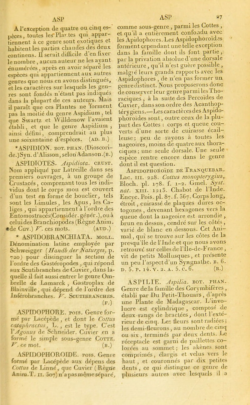 A l'exception de quatre ou cinq es- pèces, toutes les-Plar.tes qui appar- tiennent à ce genre sont exotiques et habitent les parties chaudes des deux contineus. Il serait difficile d'en fixer le nombre , aucun auteur ne les ayant énumérées , après en avoir séparé les espèces qui appartiennent aux autres genres que nous eu avons distingués, et les caractères sur lesquels les gen- res sont fondés n'étant pas indiqués dans la plupart de ces auteurs. Mais il paraît que ces Plantes ne 'forment pas la moitié du genre Aspidium , tel que Swartz et Willdenow l'avaient établi, et que le genre Aspidium , ainsi défini, comprendrait au plus une soixantaine d'espèces, (ad. b.) *ASPIDION. bot.phan. (Dioscori- de.)Syn. d'Alisson, selon Adanson.(B.) ASPIDIOTES. Jspidiota. crtjst. Nom appliqué par Latreille dans ses premiers ouvrages, à un groupe de Crustacés , comprenant tous les indi- vidus dont le corps mou est couvert d'un test en forme de bouclier, tels sont les Limules, les Apus, les Ca- liges , qui appartiennent à l'ordre des Entomostracés(Considér. génér.),ouà celui des Bran chiopodes (Règne Anim. •de Cuv.) V. ces mots. (atjd.) * ASPIDOBRANCHIATA. moll. Dénomination latine employée par Schweigger {Handb der Naturges, p. 720) pour distinguer la section de l'ordre des Gastéropodes , qui répond aux Scutibranches de Cuvier, dans la- quelle il fait aussi entrer le genre Om- brelle de Lamarck , Gastroplax de Blainville, qui dépend de l'ordre des Inférobranches. J^. Scutibranches. ASPIDOPHORE. pois. Genre for- mé par Lacépède, et dont le Coltus catap/iractus, L. , est le type. C'est Ysfgo/ius de Schneider. Cuvier en a formé le simple sous-genre Cotte. V. ce mot. (b.) ASPIDOPHOROIDE. pots. Genre formé par Lacépède aux dépens des Coltus de Linné, que Cuvier (Règne Anim.T. n. 5o7)n'apasmcmcsépnré, ASP «7 comme sous-genre , parmi les Cottes , et qu'il a entièrement confondu avec les Apidophores. Les Aspidophoroïdes forment cependant une telle exception dans la famille dont ils font partie , par la privation absolue d'une dorsale antérieure , qu'il n'est guère possible , malgré leurs grands rapports avec les Aspidophores , de n'en pas former un genre distinct. Nous proposerons donc de conserver leur genre parmi les Tho- raciques , à la suite des Percoïdes de Cuvier, dans son ordre des Acanthop- térygiens.—Les caractèiesdes Aspido- phoroïdes sont, outre ceux de la plu- part des Cottes : corps et queue cou- verts d'une sorte de cuirasse écail- leuse ; peu de rayons à toutes les nageoires, moins de quatre aux thora- ciques ; une seule dorsale. Une seule espèce rentre encore dans le genre dont il est question. AsPIDOPHOBOÏDE DE TbANQUEBAB. Lac. m. 22.8. Coltus monopterygius,, Bloch. pl. 178. f. 1-2. Gmel. Syst. nat. xiii. i2i3. Chabot de l'Inde. Encyc. Pois. pl. 87. f. 367. Corps long, étroit, cuirassé de plaques dures oc- togones , devenant hexagones vers la queue dont la nageoire est arrondie , brun en dessus, cendré sur les côtés , varié de blanc en dessous. Cet Ani- mal , qui se trouve sur les côtes de la presqu'île de l'Inde et que nous avons retrouvé sur celles de l'Ile-de-France, vit de petits Mollusques, et présente un peu l'aspect d'un Syngnathe. B. 6. d. 5. p. i4. v. 2. a. 5. c. 6. (b.) ASPILIE. Jspilia. bot. phan. Genre delà famille des Corymbilëres , établi par Du Petit-ïhouars, d'après une Plante de Madagascar. L'invo- lucre est cylindrique , composé de deux rangs de bractées, dont l'exté- rieur de cinq. Les fleurs sont radiées ; les demi-fleurons, au nombre de cinq ou six , terminés par deux dents. Le réceptacle est garni de paillettes co- lorées au sommet ; les akènes sont comprimés, élargis et velus vers le haut, et couronnés par dix petites dents , ce qui distingue ce genre de plusieurs autres avec lesquels il n