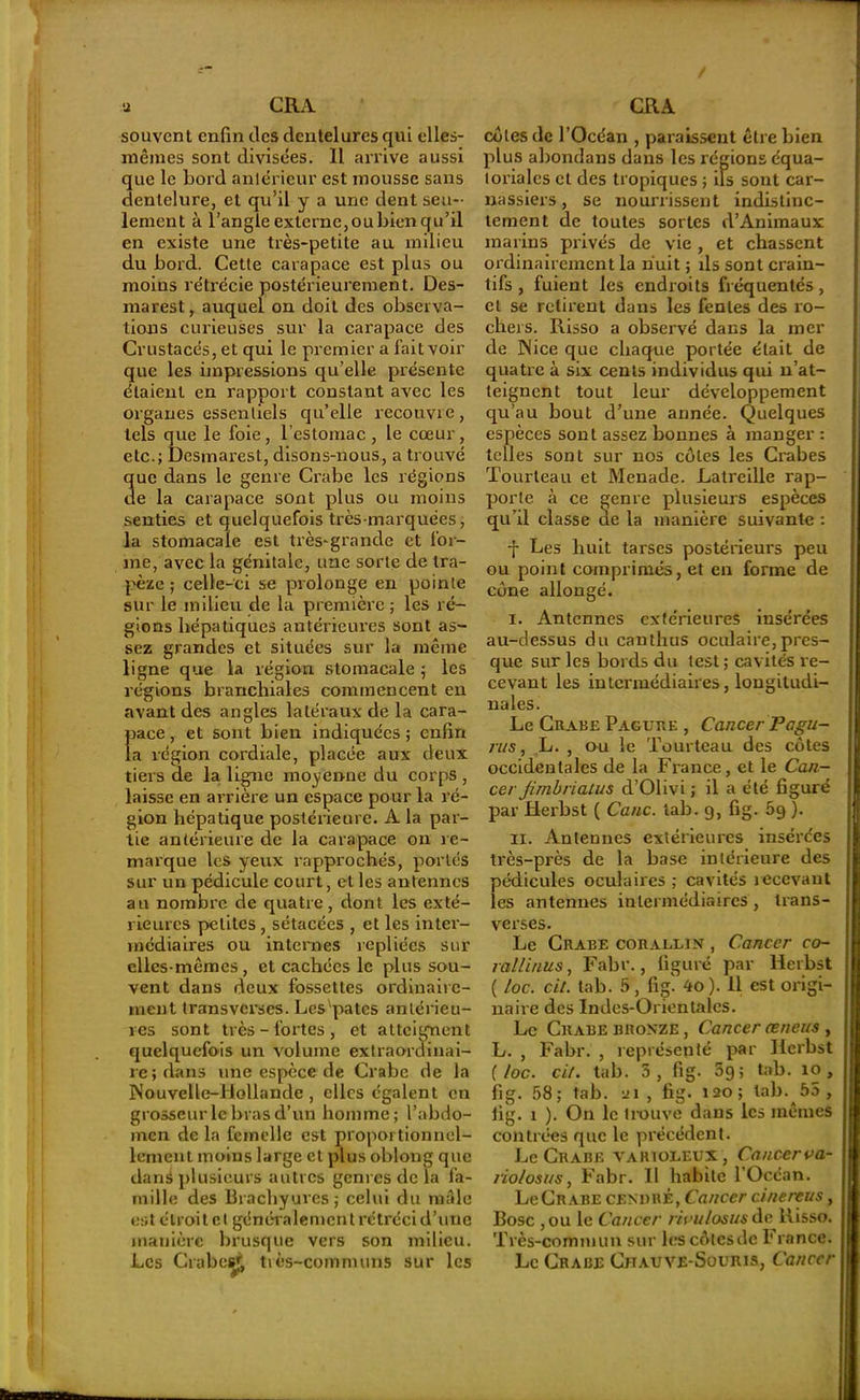 souvent enfin des dentelures qui elles- mêmes sont divisées. 11 arrive aussi que le Lord antérieur est mousse sans dentelure, et qu’il y a une dent seu- lement à l’angle externe, ou bien qu’il en existe une très-petite au milieu du bord. Cetle carapace est plus ou moins rétrécie postérieurement. Des- marest, auquel on doit des observa- tions curieuses sur la carapace des Crustacés, et qui le premier a fait voir que les impressions qu’elle présente étaient en rapport constant avec les organes essentiels qu’elle recouvre, tels que le foie, l’estomac, le cœur, etc.; Desmarest, disons-nous, a trouvé 3ue dans le genre Crabe les régions e la carapace sont plus ou moins senties et quelquefois très-marquées, la stomacale est très-grande et for- me, avec la génitale, une sorte de tra- pèze ; celle-ci se prolonge en pointe sur le milieu de la première ; les ré- gions hépatiques antérieures sont as- sez grandes et situées sur la même ligne que la région stomacale ; les régions branchiales commencent en avant des angles latéraux de la cara- pace , et sont bien indiquées ; enfin la région cordiale, placée aux deux tiers de la ligne moyenne du corps , laisse en arrière un espace pour la ré- gion hépatique postérieure. A la par- tie antérieure de la carapace on re- marque les yeux rapprochés, portés sur un pédicule court, et les antennes au nombre de quatre, dont les exté- rieures petites , sétacées , et les inter- médiaires ou internes repliées sur elles-mêmes, et cachées le plus sou- vent dans deux fossettes ordinaire- ment transverses. Les pâtes antérieu- res sont très - fortes , et atteignent quelquefois un volume extraordinai- re; dans une espèce de Crabe de la Nouvelle-Hollande , elles égalent en grosseur le bras d’un homme; l’abdo- men delà femelle est proportionnel- lement moins large et plus obloug que danri plusieurs autres genres de la fa- mille des Brachyures ; celui du mâle est étroit et généralement rétréci d’une manière brusque vers son milieu. Les Crabes*; très-communs sur les cèles de l’Océan , paraissent être bien plus abondans dans les régions équa- toriales et des tropiques ; ils sont car- nassiers , se nourrissent indistinc- tement de toutes sortes d’Animaux marins privés de vie , et chassent ordinairement la huit ; ils sont crain- tifs , fuient les endroits fréquentés, et se retirent dans les fentes des ro- chers. Risso a observé dans la mer de INice que chaque portée était de quatre à six cents individus qui n’at- leigncnt tout leur développement qu’au bout d’une année. Quelques espèces sont assez bonnes à manger : telles sont sur nos côtes les Crabes Tourteau et Menade. Latreille rap- porte à ce genre plusieurs espèces qu’il classe de la manière suivante : f Les huit tarses postérieurs peu ou point comprimés, et en forme de cône allongé. i. Antennes extérieures insérées au-dessus du canthus oculaire,pres- que sur les bords du test ; cavités re- cevant les intermédiaires, longitudi- nales. Le Crabe Pagure , Cancer Pagu- rus, L. , ou le Tourteau des côtes occidentales de la France, et le Can- cer fimbriatus d’Olivi ; il a été figuré par Herbst ( Cane. tab. 9, fig. 69 ). il. Antennes extérieures insérc'es très-près de la base intérieure des pédicules oculaires; cavités îecevaut les antennes intermédiaires, trans- verses. Le Crabe corallin , Cancer co- ralli/ius, Fabr., figuré par Herbst ( loc. ci/, tab. 5, fig' 4o ). 11 est origi- naire des Indes-Orientales. Le Crabe bronze , Cancer œneus , L. , Fabr. , représenté par Herbst {loc. cit. tab. 5, fig. 3g; tab. 10, fig. 58; tab. ui , fig. 120; lab. 55 , fig. 1 ). On le trouve dans les mêmes contrées que le précédent. Le Crabe varioleux, Cancerva- riolosus, Fabr. 11 habite l’Océan. LeCRABE cenurÉ, Cancer cinereus, Bosc ,ou le Cancer rivulosus de Risso. Très-commun sur lescôtesdc France. Le Crabe Chauve-Souris, Cancer
