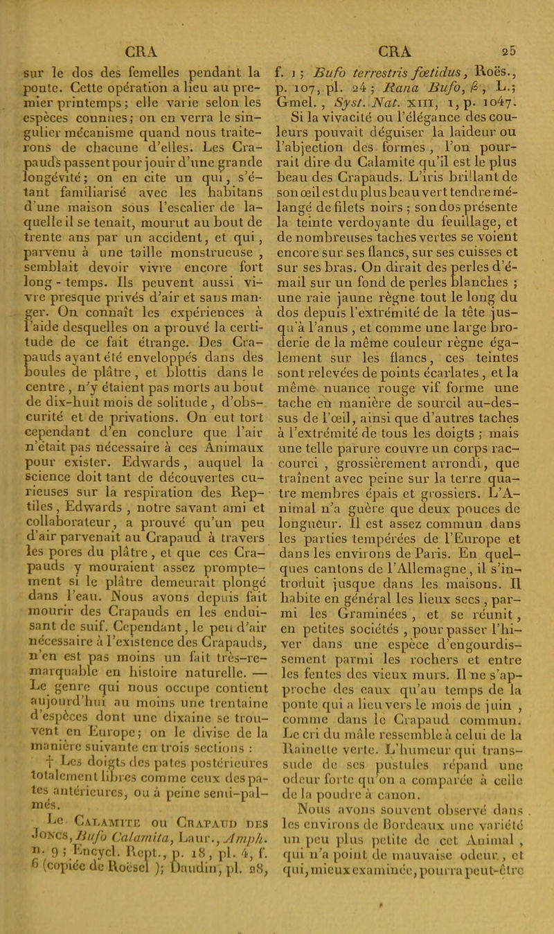 sur le dos des femelles pendant la ponte. Cette opération a lieu au pre- mier printemps ; elle varie selon les espèces connues; on en verra le sin- gulier mécanisme quand nous traite- rons de chacune d’elles. Les Cra- pauds passent pour jouir d’une grande longévité ; on en cite un qui, s’é- tant familiarisé avec les habitans d’une maison sous l’escalier de la- quelle il se tenait, mourut au bout de trente ans par un accident, et qui, parvenu à une taille monstrueuse , semblait devoir vivre encore fort long-temps. Ils peuvent aussi vi- vre presque privés d’air et sans man- ger. On connaît les expériences à l aide desquelles on a prouvé la certi- tude de ce fait étrange. Des Cra- auds ayant été enveloppés dans des ouïes de plâtre , et blottis dans le centre , n’y étaient pas morts au bout de dix-huit mois de solitude , d’obs- curité et de privations. On eut tort cependant d’en conclure que l’air n’était pas nécessaire à ces Animaux pour exister. Edwards, auquel la science doit tant de découvertes cu- rieuses sur la respiration des Rep- tiles , Edwards , notre savant ami et collaborateur, a prouvé qu’un peu d’air parvenait au Crapaud à travers les pores du plâtre, et que ces Cra- pauds y mouraient assez prompte- ment si le plâtre demeurait plongé dans l’eau. Nous avons depuis fait mourir des Crapauds en les endui- sant de suif. Cependant, le peu d’air nécessaire à l’existence des Crapauds, n’en est pas moins un fait très-re- marquable en histoire naturelle. — Le genre qui nous occupe contient aujourd’hui au moins une trentaine d’espèces dont une dixaine se trou- vent en Europe; on le divise de la manière suivante en trois sections : f Les doigts des pâtes postérieures totalement libres comme ceux des pâ- tes antérieures, ou à peine semi-pal- més. Le Calamite ou CnAPAiru df.s Jokcs, Bufo Calamita, Laur., Amp h. u. 9 ; Encycl. Rcpt., p. 18, pl. 4, f. h (copiée de Rocscl ); Uaudin, pl. p.8, f. j ; Bufo terrestris fœtidus, Roës., p. 107, pl. 24; Jiana Bufo, , L.; Gmel. , Syst.lNat. xm, i,p. 1047. Si la vivacité ou l’élégance des cou- leurs pouvait déguiser la laideur ou l’abjection des formes, l’on pour- rait dire du Calamite qu’il est le plus beau des Crapauds. L’iris brillant de son œil est du plus beau vert tendre mé- langé de filets noirs ; son dos présente la teinte verdoyante du feuillage, et de nombreuses taches vertes se voient encore sur ses flancs, sur ses cuisses et sur ses bras. On dirait des perles d’é- mail sur un fond de perles blanches ; une raie jaune règne tout le long du dos depuis l’extrémité de la tête jus- qu’à l’anus , et comme une large bro- derie de la même couleur règne éga- lement sur les flancs, ces teintes sont relevées de points écarlates , et la même nuance rouge vif forme une tache en manière de sourcil au-des- sus de l’œil, ainsi que d’autres taches à l’extrémité de tous les doigts ; mais une telle parure couvre un corps rac- courci , grossièrement arrondi, que traînent avec peine sur la terre qua- tre membres épais et grossiers. L’A- nimal n’a guère que deux pouces de longueur, il est assez commun dans les parties tempérées de l’Europe et dans les envii ons de Paris. En quel- ques cantons de l’Allemagne, il s’in- troduit jusque dans les maisons. Il habite en général les lieux secs , pai'- mi les Graminées , et se réunit, en petites sociétés , pour passer l’hi- ver dans une espèce d’engourdis- sement parmi les rochers et entre les fentes des vieux murs. Il ne s’ap- proche des eaux qu’au temps de la ponte qui a lieu vers le mois de juin , comme dans le Crapaud commun. Le cri du mâle ressemble à celui de la Rainette verte. L’humeur qui trans- sude de ses pustules répand une odeur forte qu’on a comparée à celle de la poudre à canon. Nous avons souvent observé dans les environs de Bordeaux une variété un peu plus petite de cet Animal , qui 11’a point de mauvaise odeur., et qui, mieux examinée, pourra peut-être