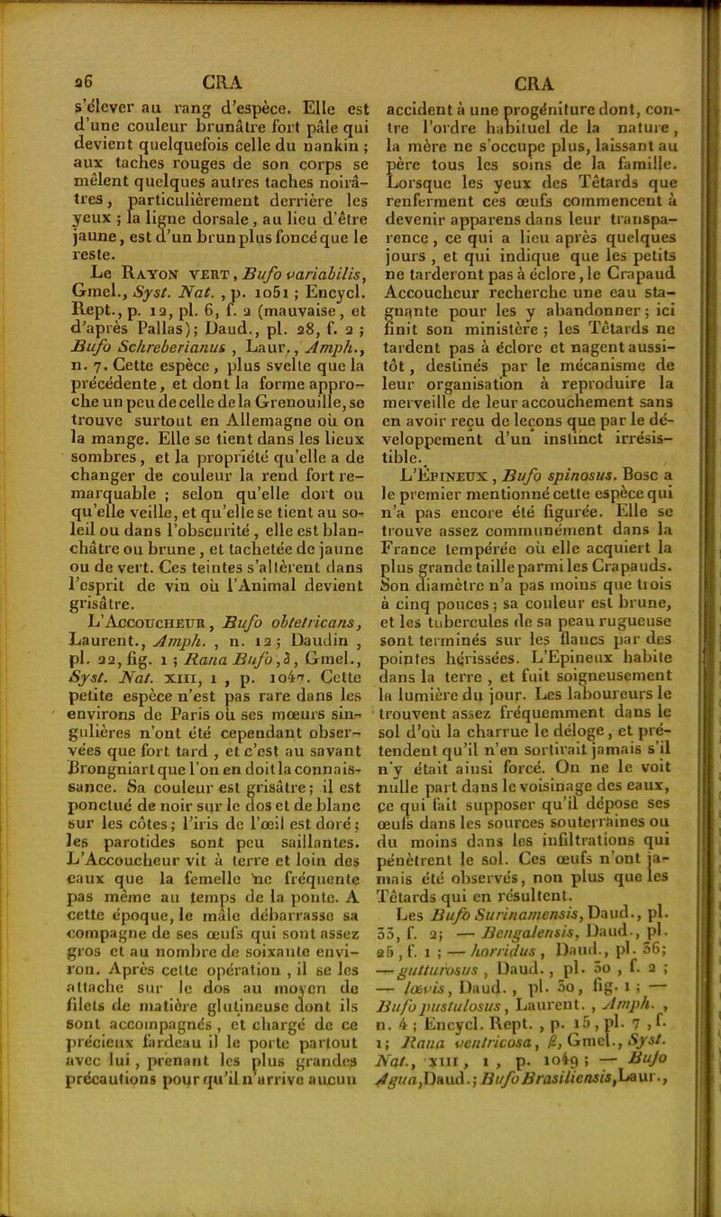 a 6 CRA s’élever au rang d’espèce. Elle est d’une couleur brunâtre fort pâle qui devient quelquefois celle du nankin ; aux taches rouges de son corps se mêlent quelques autres taches noirâ- tres , particulièrement derrière les yeux ; la ligne dorsale, au lieu d’être jaune, est d’un brun plus foncé que le reste. Le Rayon vert , Bufo variabilis, Ginel., Syst. Nat. , p. io5i ; Encycl. Rept., p. 12, pl. 6, f. a (mauvaise, et d’après Pallas); Daud., pl. 28, f. 2 ; Bufo Schreberianus , Laur., Amph., n. 7. Cette espèce, plus svelte que la précédente, et dont la forme appro- che un peu de celle de la Grenouille, se trouve surtout en Allemagne où on la mange. Elle se tient dans les lieux sombres, et la propriété qu’elle a de changer de couleur la rend fort re- marquable ; selon qu’elle dort ou qu’elle veille, et qu’elle se tient au so- leil ou dans l’obscurité , elle est blan- châtre ou brune , et tachetée de jaune ou de vert. Ces teintes s’altèrent dans l’esprit de vin où l’Animal devient grisâtre. L’Accoucheur, Bufo obtetricans, Laurent., Amph. , n. 12; Daudin , pl. 32, fig. 1 ; Rana Bufo ,3, Ginel., Syst. Nat. xm, 1 , p. io^. Cette petite espèce n’est pas rare dans les environs de Paris où ses mœurs sin^ gulières n’ont été cependant obser- vées que fort tard , et c’est au savant Brongniartque l’on en doitlaconnais- sance. Sa couleur est grisâtre; il est ponctué de noir sur le dos et de blanc sur les côtes ; l’iris de l’œil est doré ; les parotides sont peu saillantes. L’Accoucheur vit à terre et loin des eaux que la femelle 'ne fréquente pas même au temps de la ponte. A cette époque, le mâle débarrasse sa compagne de ses œufs qui sont assez gros et au nombre de soixante envi- ron. Après cette opération , il se les attache sur le dos au moyen de filets de matière glutineusc dont ils sont accompagnés , et chargé de ce précieux fardeau il le porte partout avec lui , prenant les plus grandes précautions pour qu’il n’arrive aucun CRA accident à une progéniture dont, con- tre l’ordre habituel de la nature, la mère ne s’occupe plus, laissant au père tous les soins de la famille. Lorsque les yeux des Têtards que renferment ces œufs commencent à devenir apparens dans leur transpa- rence , ce qui a lieu après quelques jours , et qui indique que les petits ne tarderont pas à éclore, le Crapaud Accoucheur recherche une eau sta- gnante pour les y abandonner ; ici finit son ministère ; les Têtards ne tardent pas à éclore et nagent aussi- tôt , destinés par le mécanisme de leur organisation à reproduire la merveille de leur accouchement sans en avoir reçu de leçons que par le dé- veloppement d’un instinct irrésis- tible. L’Épineux , Bufo spinosus. Bosc a le premier mentionné cette espèce qui n’a pas encore été figurée. Elle se trouve assez communément dans la France tempérée où elle acquiert la plus grande taille parmi les Crapauds. Son diamètre n’a pas moins que tiois à cinq pouces; sa couleur est brune, et les tubercules de sa peau rugueuse sont terminés sur les flancs par des ointes hérissées. L’Epineux habite ans la terre , et fuit soigneusement la lumière du jour. Les laboureurs le trouvent assez fréquemment dans le sol d’où la charrue le déloge, et pré- tendent qu’il n’en sortirait jamais s’il n'y était ainsi forcé. On ne le voit nulle part dans le voisinage des eaux, Ce qui fait supposer qu’il dépose ses œuls dans les sources souterraines ou du moins dans les infiltrations qui pénètrent le sol. Ces œufs n’ont ja- mais été observés, non plus que les Têtards qui en résultent. Les Bufo Surinamensis, Daud., pl. 55, f. 2; — Benga/ensis, Daud-, pl. s5 , f. 1 ; — horridus , Daud., pl. 56; —gutturosus , Uaud., pl. âo , f. 2 ; — lœvis, Daud. , pl. 5o, fig- 1 ; — Bu/b jiustulosus, Laurent. , Amph. , n. 4 ; Encycl. Rept. , p. i5 , pl. 7 > É ï; Jlana vcntricosa, k, Gmcl., Syst. Nat., nu, 1, p. 1049; — Bujo Agua,Daud. ; BufoBrasiliensis,Laur.,