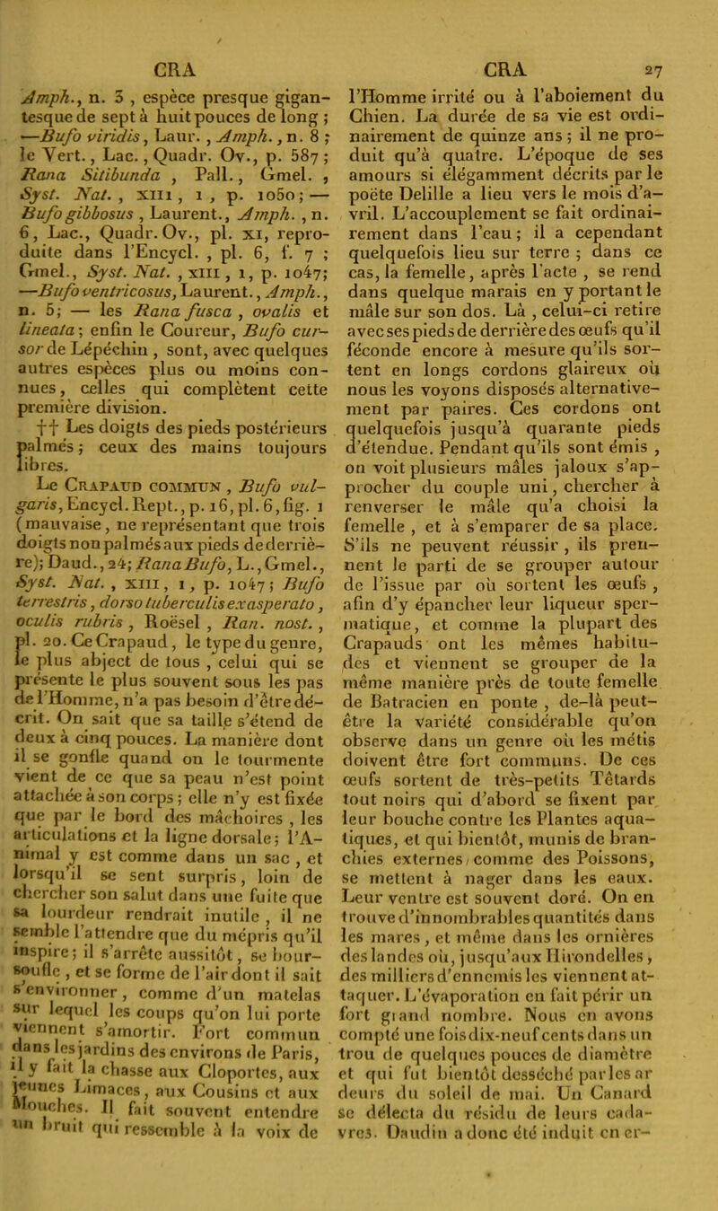 Amph., n. 5 , espèce presque gigan- tesque de sept à huit pouces de long ; —Bufo viridis, Laur. , Amph., n. 8 ; le Yert., Lac., Quadr. Ov., p. 587 ; Rana Sitibunda , Pall., Gmel. , Syst. Nat., xm , 1, p. io5o; — Bufogibbosus , Laurent., Ajnpli. ,n. 6, Lac., Quadr. Ov., pl. xi, repro- duite dans l’Encycl. , pl. 6, f. 7 ; Gmel., Syst. Nat. , xiii , 1, p. io47; —Bufoventricosus, Laurent., Ampli., n. 5; — les Rana fuse a , 00a lis et lineata ; enfin le Coureur, Bufo cui- sorde Lépéchin , sont, avec quelques autres espèces plus ou moins con- nues, celles qui complètent cette première division. ff Les doigts des pieds postérieurs fialmes ; ceux des mains toujours ibres. Le Crapaud commun , Bufo vul- ga/z's,Encycl.Rept.,p. 16, pl. 6,fig. 1 ( mauvaise , ne représentant que trois doigts non palmés aux pieds de derriè- re); Daud., 24; Rana Bufo, L.,GmeL, Syst. Nat. , xm, 1, p. 1047; Bufo te n'est ris, dorso tuberculisexasperato, oculis rubris , Roësel , Ban. nost. , pl. 20. CeCrapaud , le type du genre, le plus abject de tous , celui qui se présente le plus souvent sous les pas de l’Homme, n’a pas besoin d’ètre dé- crit. On sait que sa taille s’étend de deux à cinq pouces. La manière dont il se gonfle quand on le tourmente vient de ce que sa peau n’est point attachée à son corps ; elle n’y est fixée que par le bord des mâchoires , les articulations et la ligne dorsale; l’A- nimal y est comme dans un sac , et lorsqu’il se sent surpris, loin de chercher son salut dans une fuite que sa lourdeur rendrait inutile , il ne semble 1 attendre que du mépris qu’il inspire; il s’arrête aussitôt, se bour- soufle , et se forme de l’air dont il sait s environner , comme d'un matelas sur lequel les coups qu’on lui porte viennent s amortir. Fort commun dans lesjardins des environs de Paris, il y fait la chasse aux Cloportes, aux jeunes Limaces, aux Cousins et aux “louches. Il fait souvent entendre lm bruit qui ressemble à la voix de l’Homme irrité ou à l’aboiement du Chien. La durée de sa vie est ordi- nairement de quinze ans ; il ne pro- duit qu’à quatre. L’époque de ses amours si élégamment décrits par le poète Delille a lieu vers le mois d’a- vril. L’accouplement se fait ordinai- rement dans l’eau ; il a cependant quelquefois lieu sur terre ; dans ce cas, la femelle, après l’acte , se rend dans quelque marais en y portant le mâle sur son dos. Là , celui-ci retire avec ses pieds de derrière des œufs qu’il féconde encore à mesure qu’ils sor- tent en longs cordons glaireux où nous les voyons disposés alternative- ment par paires. Ces cordons ont quelquefois jusqu’à quarante pieds d’étendue. Pendant qu’ils sont émis , on voit plusieurs mâles jaloux s’ap- procher du couple uni, chercher à renverser le mâle qu’a choisi la femelle , et à s’emparer de sa place. S’ils ne peuvent réussir , ils pren- nent le parti de se grouper autour de l’issue par où sortent les œufs , afin d’y épancher leur liqueur sper- matique, et comme la plupart des Crapauds ont les mêmes habitu- des et viennent se grouper de la même manière près de toute femelle de Batracien en ponte , de-là peut- être la variété considérable qu’on observe dans un genre où les métis doivent être fort communs. De ces œufs sortent de très-petits Têtards tout noirs qui d’abord se fixent par leur bouche contre les Plantes aqua- tiques, et qui bientôt, munis de bran- chies externes/comme des Poissons, se mettent à nager dans les eaux. Leur ventre est souvent doré. On en trouve d’innombrables quantités dans les mares, et même dans les ornières des landes où, jusqu’aux Hirondelles , des milliers d'ennemis les viennent at- taquer. L’évaporation en fait périr un fort giand nombre. Nous en avons compté une fois dix-neuf cents dans un trou de quelques pouces de diamètre et qui fut bientôt desséché parles ar deurs du soleil de mai. Un Canard se délecta du résidu de leurs cada- vres. Daudin a donc été induit en cr-