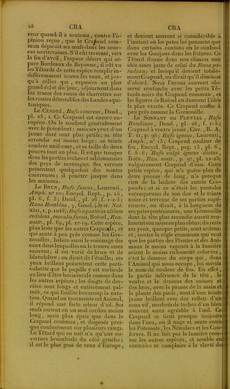 reur quand il a soutenu , contre l’o- pinion reçue , que le Cra/aud com- mun déposait ses œufs dans les sour- ces souterraines. S’il eût traversé, vers la fin d avril, l’espace désert qui sé- Pai^e Bordeaux de Bayonne, il eût vu les Têtards de cette espèce remplir in- différemment toutes les eaux, et jus- qu à celles qui , exposées au plus grand éclat du jour, séjournent dans les traces des roues de charrettes sur les routes détestables des Landes aqui- taniques. Le Cendré , Bufo cinereus, Daud., pl. a5 , i. Ce Crapaud est encore eu- ropéen. On le confond généralement avec le précédent; maissesyeux d’un jaune doré sont plus petits; sa tête arrondie est moins large; sa teinte cendrée uniforme , et sa taille de deux pouces tout au plus. Il vit par troupes dans les parties sèches et sablonneuses des pays de montagne. Ses verrues présentent quelquefois des teintes cuivreuses ; il pénètre jusque dans les maisons. Le Brun, Bufo fuse us, Laurenti , Amph. n° 10; Encycl. Rept. , p. 15 , pl. 6, f. 3; Daud., pl. 26, f. 1-2-3; Bana Bombina, y, Gmel. ( Syst. Nat. SRir, 1, p. io4S); Bu/o aquaticus al/iuni redolens, maculisfuscis, Roësel, Rari. nostr., pl. 69, pl. 17-19. Cette espèce, plus leste cjue les autres Crapauds, et qui saute à peu près comme les Gre- nouilles, habite aussi le voisinage des eaux dans lesquelles on le trouve assez souvent; il est varié de brun et de blanchâtre ; on dirait de l’écaille; ses yeux brillans présentent celte parti- cularité que la pupille y est verticale au lieu d’être horizontale comme dans les autres fespèces ; les doigts de der- rière sont longs et entièrement pal- més , ce qui facilite beaucoup la nata- tion. Quand on tourmente cet Animal, il répand une forte odeur d’ail. Ses œufs sortent en un 9cul cordon moins long, mais plus épais que dans le Crapaud commun , et disposés pres- que confusément sur plusieurs rangs. Le Têtard qui en naît n’a qu’une ou- verture branchiale du côté gauche ; il est le plus gros de ceux d’Europe , et devient souvent si considérable à l’instant ou les pâtes lui poussent que dans certains cantons on le confond avec les Goujons dans les fritures. Ce Têtard donne dans nos climats une idée assez juste de celui du Ra/iapa- radoxa; et lorsqu’il devient lotale- mentCrapaud,on dirait qu’il diminue d’abord. Nous l’avons souvent ob- servé confondu avec les petits Tê- tards noirs du Crapaud commun , et les figures deRoësel en donnent l’idée la plus exacte. Ce Crapaud coaSse à peu près comme la Grenouille. Le Sonnant ou Pduyiad , Bufo Bombinus, Daud., pl. 26, f. x-5 ; Crapaud à ventre jaune, Cuv., R- A. T. 11, p. 96; Bufo igneus, Laurenti, Ajnph. 1 n° 13 ; Crapaud couleur de feu, Encycl. Rept., pag. i3, pl. 6 , f. 5 - 6 ; Bufo vulgà igneus dictus , Roës., Ran. nostr., p. 97, pl. 22-25; vulgairement Crapaud d’eau. Cette petite espèce, qui n’a guère plus de deux pouces de long, n’a presque rien de la laideur des autres Cra- pauds; et si ce n’était les pustules verruqueuses de son dos et la teinte noire et terreuse de ses parties supé- rieures, on dirait, à la longueur de ses pales postérieures, une Grenouille dont la tête plus arrondie aurait seu- lement son museau plus obtus; du reste ses yeux, quoique petits, sontardens; et, contre la règle commune qui veut que les parties des Plantes et des Ani- maux le moins exposés à la lumière soient le moins richement colorées , c’est le dessous du corps qui , dans l’Animal qui nous occupe , lui mérita le nom de couleur de feu. En effet, la partie inférieure de la tête , le ventre et le dessous des cuisses et des bras, avec la paume de la main et la plante des pieds, sont d'une teinte jaune brillant avec des reflets d un roux vif, marbrés de taches d’un bleu souvent assez agréable à 1 œil. Ce Crapaud se tient presque toujours dans l’eau, où il nage et saute entre les Potnmots , les Nénufars et les Cou ferves. 11 11e fuit pas la lumière com- me les autres espèces, et semble au contraire se complaire à la clarté du