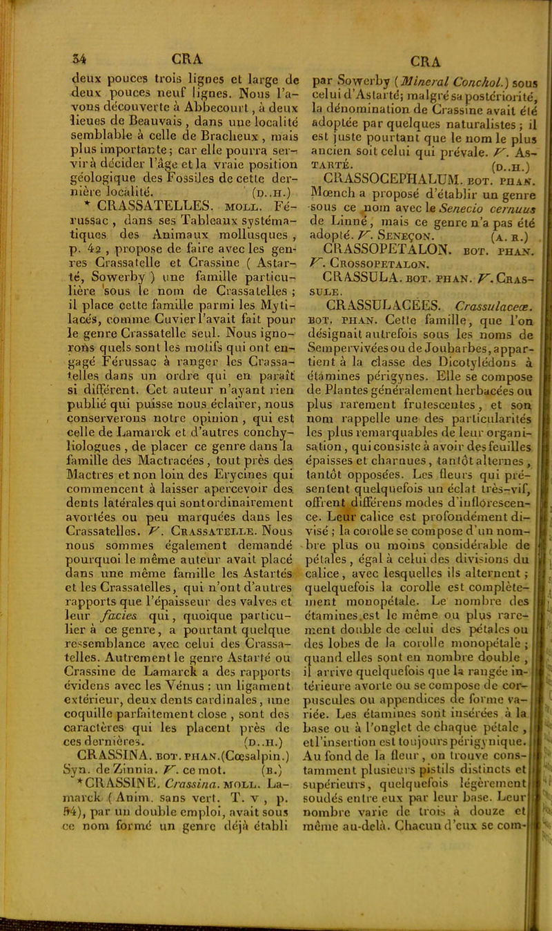 deux pouces trois lignes et large de deux pouces neuf ligues. Nous l’a- vons découverte à Abbecourt, à deux lieues de Beauvais , dans une localité semblable à celle de Braclieux , mais plus importante; car elle pourra ser- vira décider l’âge et la vraie position géologique des Fossiles de cetle der- nière localité. (d. .h.) * CRASSATELLES. moll. Fé- russac , dans ses Tableaux systéma- tiques des Animaux mollusques , p. 4? , propose de faire avec les gen- res Crassatelle et Crassine ( Astar- té, Sowerby ) une famille particu- lière sous le nom de Crassatelles ; il place cette famille parmi les Myli- lace's, comme Cuvier l’avait fait pour le genre Crassatelle seul. Nous igno- rons quels sont les motifs qui ont en- gagé Férussac à ranger les Crassa- ielles dans un ordre qui en paraît si différent. Cet auteur n’ayant rien publié qui puisse nous éclairer, nous conserverons notre opinion , qui est celle de Lamarck et d’autres conchy- liologues , de placer ce genre dans la famille des Mactracées , tout près des Mactres et non loin des Erycines qui des. commencent à laisser apercevoir dents latérales qui sontordinairement avortées ou peu marquées dans les Crassatelles. F. Crassatelle. Nous nous sommes également demandé pourquoi le même auteur avait placé dans une même famille les Astartés et les Crassatelles, qui n’ont d’autres rapports que l’épaisseur des valves et leur faciès, qui, quoique particu- lier à ce genre, a pourtant quelque ressemblance avec celui des Crassa- telles. Autrement le genre As tarte ou Crassine de Lamarck a des rapports évidens avec les Vénus : un ligament extérieur, deux dents cardinales, une coquille parfaitement close , sont des caractères qui les placent près de ces dernières. (d .. h . ) CRASSINA. bot. riiAN.(Coesalpin.) Syn. de Zinnia. V. ce mol. (b.) * CRASSINE. C/'assina. moll. La- marck ( Anim. sans vert. T. v , p. !t4), par un double emploi, avait sous ce nom formé un genre déjà établi par Sowerby (minerai Conchol.) sous celui d’Astarté; malgré sa postériorité, la dénomination de Crassine avait été adoptée par quelques naturalistes ; il est juste pourtant que le nom le plus ancien soit celui qui prévale. F. As- TARTÉ. (D..H.) CRASSOCEPIIALUM. BOT. PII AV. Mœnch a proposé d’établir un genre sous ce nom avec le Senecio cernuus de Linné, mais ce genre n’a pas été adopté. V. Seneçon. (a. r.) CRASSOPETALON. bot. phan. F. Crossopetalon. CRASSULA. bot. phan. F. Cras- sule. CRASSUL A.CÉES. Crassulaceœ. BOT. PHAN. Cette famille, que l’on désignait autrefois sous les noms de Sempervivéesou de Joubarbes, appar- tient à la classe des Dicotylédons à étamines périgynes. Elle se compose de Plantes généralement herbacées ou plus rarement frutescentes, et son nom rappelle une des particularités ! les plus remarquables de leur organi- sation, qui cousiste à avoir des feuilles i épaisses et charnues, tantôt alternes , i tantôt opposées. Les fleurs qui pré- j sentent quelquefois uu éclat très-vif, ( offrent différens modes d iuflôrescen- ce. Leur calice est profondément di- l ?- II. visé ; la corolle se compose d’un nom lire plus ou moins considérable de * h pétales , égal à celui des divisions du 1 calice, avec lesquelles ils alternent ; quelquefois la corolle est complète- ment monopétale. Le nombre des étamines.est le même ou plus rare- ment double de celui des pétales ou des lobes de la corolle monopétalb ; quand elles sont en nombre double , il arrive quelquefois que U rangée in- térieure avorte ou se compose de cor- puscules ou appendices de forme va-1 riée. Les étamines sont insérées à la1 base ou à l’onglet de chaque pétale , etl’insertion est toujourspérigynique. Au fond de la fleur, on trouve cons- tamment plusieurs pistils distincts et supérieurs, quelquefois légèrement soudés entre eux par leur base. Leurlj nombre varie de trois à douze etj même au-delà. Chacun d’eux se com I Rc A t K