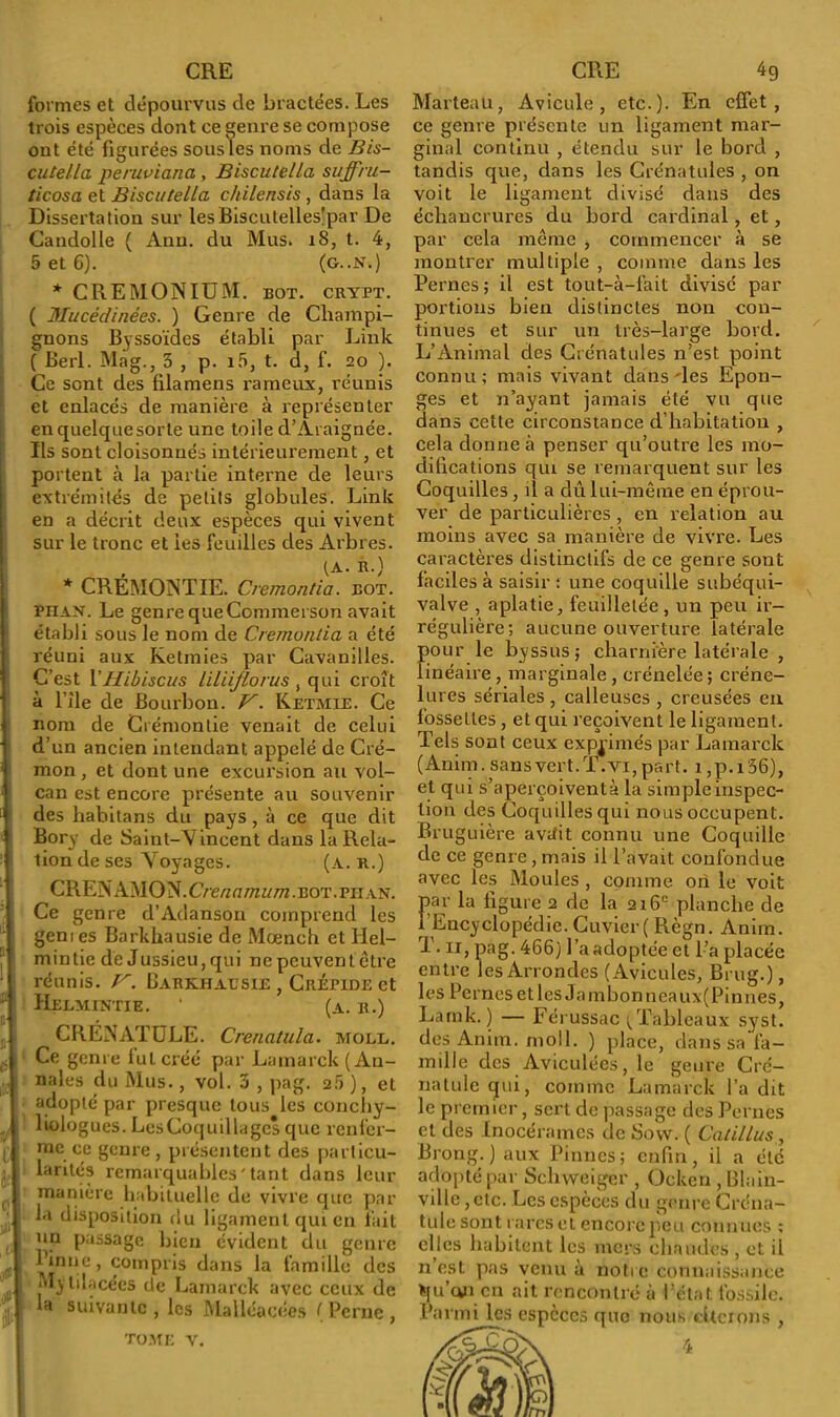 formes et dépourvus de bractées. Les trois espèces dont ce genre se compose ont été figurées sous les noms de Bis- cutella peruviana , Biscutella suffi u- ticosa et Biscutella chilensis , dans la Dissertation sur lesBisculelles’par De Candolle ( Aqu. du Mus. 18, t. 4, 5 et 6). (g..N.) * CR EM ONIUM, bot. crypt. ( Mucèdinées. ) Genre de Champi- gnons Byssoïdes établi par Link ( Berl. Mag., 3 , p. i5, t. d, f. 20 ). Ce sont des filamens rameux, réunis et enlacés de manière à représenter en quelque sorte une toile d’Araignée. Ils sont cloisonnés intérieurement, et portent à la partie interne de leurs extrémités de petits globules. Link en a décrit deux espèces qui vivent sur le tronc et les feuilles des Arbres. (A. R.) * CREMONTIE. Cremontia. bot. piian. Le genre queCommerson avait établi sous le nom de Cremontia a été réuni aux Ketmies par Cavanilles. C’est Y Hibiscus liliiflorus , qui croît à Bile de Bourbon. V. Ketmie. Ce nom de Crémonlie venait de celui d’un ancien intendant appelé de Cré- mon, et dont une excursion au vol- can est encore présente au souvenir des habitans du pays, à ce que dit Bory de Saint-Vincent dans la Rela- tion de ses Voyages. (a. R.) CRENAMON.C/-ertfl/7zw/7z.BOT.piiAN. Ce genre d’Adansori comprend les genres Barkliausie de Mœnch et llel- mintie de Jussieu, qui ne peuvent être réunis. V. Barkhaesie , Crépide et Helmintie. 1 (a. II.) CRÉNATULE. Crenatula. mole. Ce genre fut créé par Lamarck (An- nales du Mus., vol. 3 , pag. 25 ), et adopté par presque tous les conchy- liologues. Les Coquillages que renfer- me ce genre , présentent des particu- larités remarquables'tant dans leur manière habituelle de vivre que par la disposition du ligament qui en lait un passage bien évident du genre J’inne, compris dans la famille des Mytilacées de Lamarck avec ceux de la suivante , les Malléacées ( Perne , TOME Y. Marteau, Avicule, etc.). En effet, ce genre présente un ligament mar- ginal continu , étendu sur le bord , tandis que, dans les Crénatules , on voit le ligament divisé dans des échancrures du bord cardinal, et, par cela meme > commencer à se montrer multiple , comme dans les Pernes ; il est tout-à-fait divisé par portions bien distinctes non con- tinues et sur un très-large bord. L’Animal des Crénatules n’est point connu; mais vivant dans'les Epon- ges et n’ayant jamais été vu que dans cette circonstance d’habitation , cela donne à penser qu’outre les mo- difications qui se remarquent sur les Coquilles, il a dû lui-même en éprou- ver de particulières , en relation au moins avec sa manière de vivre. Les caractères distinctifs de ce genre sont faciles à saisir : une coquille subéqui- valve , aplatie, feuilletée , un peu ir- régulière; aucune ouverture latérale pour le byssus; charnière latérale , linéaire , marginale , crénelée ; créne- lures sériales , calleuses , creusées en fossettes , et qui reçoivent le ligament. Tels sont ceux exprimés par Lamarck (Anim. sans vert. T. vi, part. i,p.i36), et qui s’aperçoiventà la simpleinspec- tion des Coquilles qui nous occupent. Bruguière avifit connu une Coquille de ce genre , mais il l’avait confondue avec les Moules , comme ori le voit par la figure 2 de la 216e planche de l’Encyclopédie. Cuvier ( Règn. Anim. T. 11, pag. 466) l’a adoptée et l’a placée entre les Arrondes (Avicules, Brug.), les Pernes et les Jambon neaux(Pinnes, Larnk. ) — Férussac ^Tableaux syst. des Anim. moll. ) place, danssa'fa- mille des Aviculées, le genre Cré- natule qui, comme Lamarck l’a dit le premier, sert de passage des Pernes et des Inocéramcs de Sow. ( Catillus , Brong. ) aux Pinnes; enfin, il a élc adopté par Schweiger , Ocken , Blain- ville ,etc. Les espèces du genre Créna- tule sont rares et encore peu connues ; elles habitent les mers chaudes , et il n est pas venu à notre connaissance qu’au en ait rencontré à l’état fossile. Parnn les especes que nous citerons ,