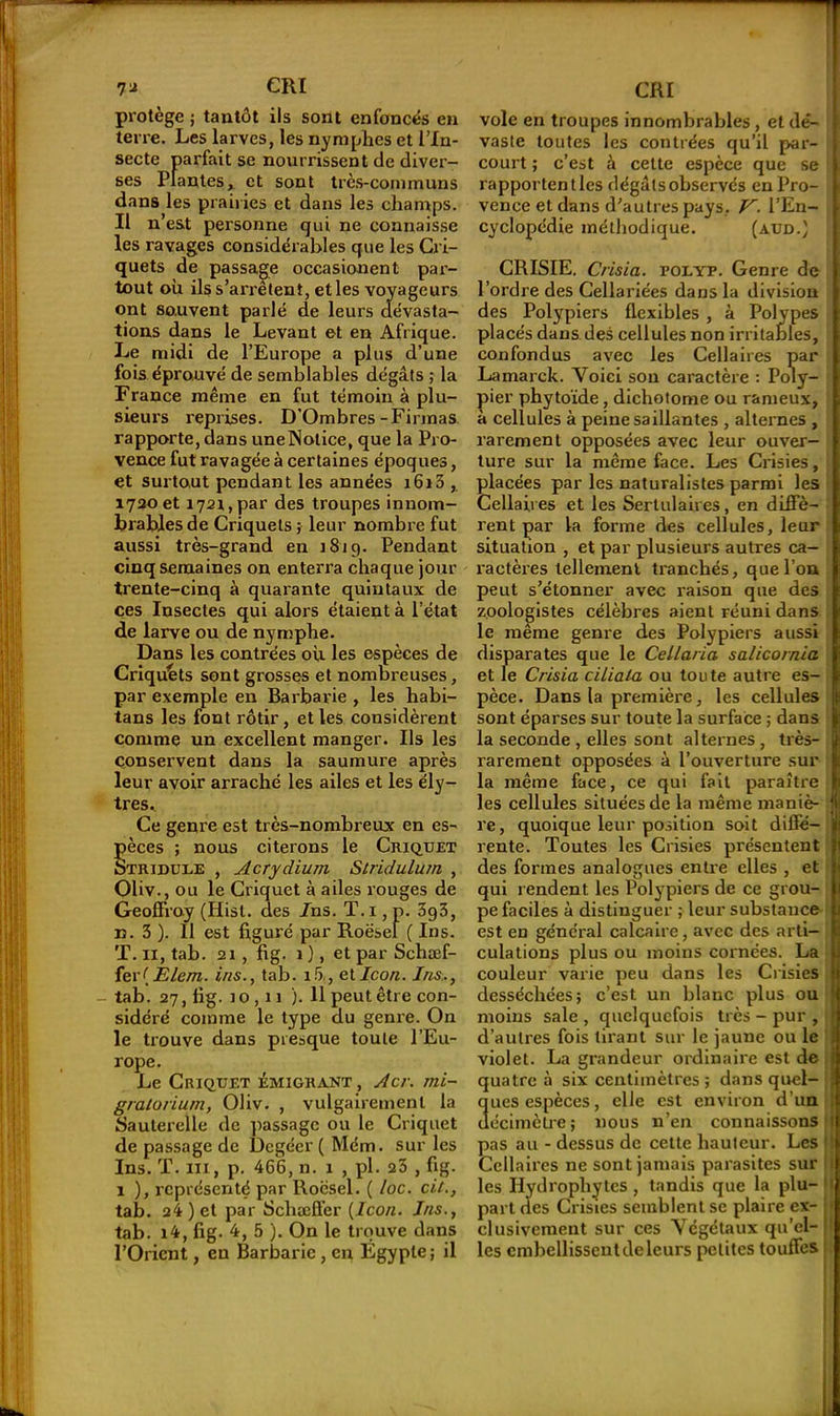 l'i CRI protège ; tantôt ils sont enfoncés en terre. Les larves, les nymphes et l’In- secte parfait se nourrissent de diver- ses Plantes, et sont très-communs dans les prairies et dans les champs. Il n’est personne qui ne connaisse les ravages considérables que les Cri- quets de passage occasionent par- tout où ils s’arrêtent, et les voyageurs ont sauvent parlé de leurs dévasta- tions dans le Levant et en Afrique. Le midi de l’Europe a plus d’une fois éprouvé de semblables dégâts ; la France même en fut témoin à plu- sieurs reprises. D’Ombres-Firmas rapporte, dans une Notice, que la Pro- vence fut ravagée à certaines époques, et surtout pendant les années i6i3 , 1720 et 1721, par des troupes innom- brables de Criquets ; leur nombre fut aussi très-grand en 1819. Pendant cinq semaines on enterra chaque jour trente-cinq à quarante quintaux de ces Insectes qui alors étaient à l’état de larve ou de nymphe. Dans les contrées où les espèces de Criquets sont grosses et nombreuses, par exemple en Barbarie , les habi- tans les font rôtir, et les considèrent comme un excellent manger. Ils les conservent dans la saumure après leur avoir arraché les ailes et les ély— très* Ce genre est très-nombreux en es- èces ; nous citerons le Criquet tridule , ylcrydium Stridulum , Oliv., ou le Criquet à ailes rouges de Geoffroy (Hisl. des /ns. T.i , p. 3g3, n. 3 ). 11 est figuré par Roësel ( Ins. T. il, tab. 21, fig. 1 ), et par Schæf- fer{Êlem. ins., tab. 15,, etIcon. Ins.., - tab. 27, fig. 10,11 ). 11 peut être con- sidéré comme le type du genre. On le trouve dans presque toute l’Eu- rope. Le Criquet émigrant , Acr. mi- gratorium, Oliv. , vulgairement la Sauterelle de passage ou le Criquet de passage de Degéer ( Mém. sur les Ins. T. ni, p. 466, n. 1 , pl. 23 , fig. 1 ), représenté par Roësel. ( loc. cit., tab. 24 ) et par Schaeffer {Icon. Ins., tab. i4, fig. 4, 5 ). On le trouve dans l’Orient, en Barbarie , en Égypte; il CRI vole en troupes innombrables , et dé- vaste toutes les contrées qu’il par- court ; c’est à cette espèce que se rapportentles dégâts observés en Pro- vence et dans d’autres pays, V. l’En- cyclopédie méthodique. (aud.) CRISIE. Crisia. tolyp. Genre de l’ordre des Cellariées dans la division des Polypiers flexibles , à Polypes placés dans des cellules non irritables, confondus avec les Cellaires par Lamarck. Yoici son caractère : Poly- pier phytoïde, dichotome ou rameux, à cellules à peine saillantes , alternes , rarement opposées avec leur ouver- ture sur la même face. Les Crisies, placées par les naturalistes parmi les Cellaires et les Sertulaires, en diffè- rent par la forme des cellules, leur situation , et par plusieurs autres ca- ractères tellement tranchés, que l’on peut s’étonner avec raison que des zoologistes célèbres aient réuni dans le même genre des Polypiers aussi disparates que le Cellaria salicornia et le Crisia ciliala ou toute autre es- pèce. Dans la première, les cellules sont éparses sur toute la surface ; dans la seconde , elles sont alternes, très- rarement opposées à l’ouverture sur la même face, ce qui fait paraître les cellules situées de la même maniè- re, quoique leur position soit diffé- rente. Toutes les Crisies présentent des formes analogues entre elles , et qui rendent les Polypiers de ce grou- pe faciles à distinguer ; leur substance est en général calcaire, avec des arti- culations plus ou moins cornées. La couleur varie peu dans les Crisies desséchées; c’est un blanc plus ou moins sale , quelquefois très - pur , d’autres fois tirant sur le jaune ou le violet. La grandeur ordinaire est de quatre à six centimètres ; dans quel- ques espèces, elle est environ d’un décimètre; nous n’en connaissons pas au - dessus de cette hauteur. Les Cellaires ne sont jamais parasites sur les Ilydrophytcs , tandis que la plu- part des Crisies semblent se plaire ex- clusivement sur ces Végétaux qu’el- les embcllisscntdeleurs petites touffes