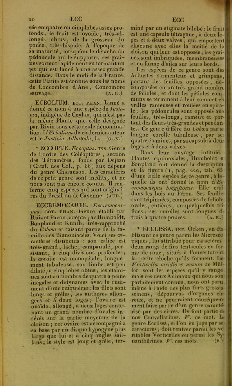 ECG sée en quatre ou cinq lobes assez pi’o- fonds ; le fruit est ovoïde, très-al- longé , obtus , de la grosseur du pouce, très-hispide. A l’époque de sa maturité, lorsqu’on le détache du pédoncule qui le supporte, ses grai- nes sortent rapidement en formant un jet qui est lancé à une assez grande distance. Dans le midi de la France, cette Plante est connue sous les noms de Concombre d’Ane , Concombre sauvage. (a. n.) ECBOLIUM. BOT. PHAN. Linné a donné ce nom à une espèce de Jusli- cia, indigène de Ceylan, qui n’est pas la même Plante que celle désignée par Rivin sous cette seule dénomina- tion. L’£c^o/ï«ot de ce dernier auteur est le Justicia Adhatoda, L. (g..N.) * ECCOPTE. Eccoptus. ins. Genre de l’ordre des Coléoptères , section des Tétramères , fondé par Dejean ( Gatal. des Col., p. 86 ) aux dépens du genre Charanson. Les caractères de ce petit genre sont inédits, et ne nous sont pas encore connus. Il ren- ferme cinq espèces qui sont originai- res du Brésil ou de Cayenne, (aud.) ECCRÉMOCARPE. Eccrernocar- jTus. BOT. PHAN. Genre établi par Ruiz et Pavon, adopté par Hurnboldt, Bonpland et Kunlh , très-rapproché du Cobæa et faisant partie de la fa- mille des Bignoniacées. Voici ses ca- ractères distinctifs : son calice est très-grand , lâche, campanulé, per- sistant, à cinq divisions profondes; la coi'olle est monopétale, longue- ment tubuleuse; son limbe est peu dilaté, à cinq lobes obtus ; les étami- nes sont au nombre de quatre à peine inégales et didynames avec le rudi- ment d’une cinquième ; les filets sont longs et grêles, les anthèi'es allon- gées et à deux loges ; l’ovaire est ovoïde, allongé , à deux loges conte- nant un grand nombre d’ovules in- sérés sur la partie moyenne de la cloison ; cet ovaire est accompagné à sa base par un disque bypogyne plus large que lui et à cinq angles sail- lans; le style est long et grêle, ter- miné par un stigmate bilobé; le fruit est une capsule tétragone, à deux lo- ges et à deux valves , qui einpoi teni chacune avec elles la moitié de la cloison qui leur est opposée ; les grai- nes sont imbriquées, membraneuses et en forme d’ailes sur leurs bords. Les espèces de ce genre sont des Arbustes sarmenteux et grlmpans, portant des feuilles opposées , dé- composées en un très-grand nombre de folioles, et dont les pétioles com- muns se terminent à leur sommet en vrilles rameuses et roulées en spira- le; les pédoncules sont opposés au> feuilles, très-longs, rameux et por tant des fleurs très-grandes et pendan tes. Ce genre diffère du Cobæa pars.' longue corolle tubuleuse , par se; quatre étamines, par sa capsule à deu: loges et à deux valves. Dans leur ouvrage intitulé Plantes équinoxiales, Hurnboldt e Bonpland ont donné la descrlptioi et la figure (i, pag. 229, tab. 65 d’une belle espèce de ce genre, à la quelle ils ont donné le nom d’£c cremocarpus longifloms. Elle croî dans les bols au Péi’ou. Ses feuille sont tripinnées, composées de foliole ovales, entières, ou quelquefois tri fides ; ses corolles sont longues d> trois à quatre pouces. (a. h.) * EGGLTSSA. inf. Oeben , en éta blissant ce genre parmi les Mlcroscc piques , lui attribue pour caractères deux rangs de fins tentacules en for me de roue , situés à l’ouverture d la petite cloche qu’ils forment. Le VorUcella vividis et nasula de Mill- ier sont les espèces qu’il y range mais ces deux Animaux qui nous son parfaitement connus, nous ont paru même à l’aide des plus forts gro.ssis semons, dépourvus d’organes cir reux, et ne pourraient conséquem- ment faire partie d’un genre caracté- risé par des cirres. Ils font partie d. nos Convallarines. ce mot. L genre Eccli.ssa, si l’on en juge par se caractères , doit rentrer parmi les vé ritablcs Vorticelles ou parmi les Sy- nanthérines. V. ces mots. (h.) 1 \ t J
