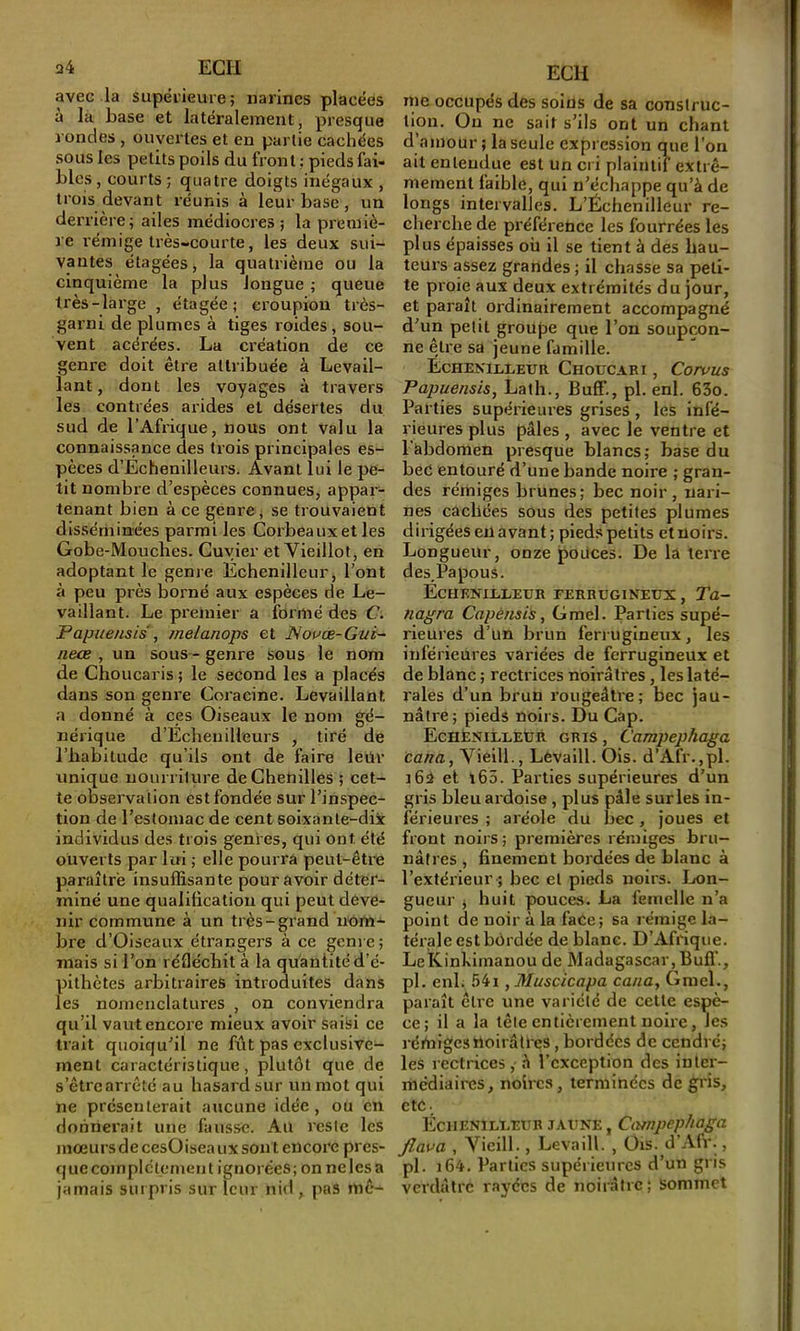 avec la supérieure; narines placées à la base et latéralement, presque rondes , ouvertes et en partie cachées sous les petits poils du front ; pieds fai- bles , courts ; quatre doigts inégaux , trois devant réunis à leur base, un derrière; ailes médiocres ; la premiè- re l'émige très-courte, les deux sui- vantes étagées, la quatrième ou la cinquième la plus longue ; queue très-large , étagée; croupion très- garni de plumes à tiges roides, sou- vent acérées. La création de ce genre doit être attribuée à Levail- lant, dont les voyages à travers les contrées arides et désertes du sud de l’Afrique, nous ont valu la connaissance des trois principales es- pèces d’Echenilleurs. Avant lui le pe- tit nombre d’espèces connues, appar- tenant bien à ce genre ; se trouvaient dissériiinces parmi les Corbeaux et les Gobe-Moucbes. Cuvier et Vieillot, en adoptant le genre Echenilleur, l’ont à peu près borné aux espèces de Le- vaillant. Le premier a formé des C. Papuensis , melanops et Novæ-Gui~ neœ , un sous - genre sous le nom de Choucaris ; le second les a placés dans son genre Coracine. Levaillant a donné à ces Oiseaux le nom gé- nérique d’Echenilleurs , tiré de l’habitude qu’ils ont de faire leür unique nourrilure de Chenilles ; cet- te observation est fondée sur l’inspec- tion de l’estomac de cent soixante-dix individus des trois genres, qui ont été ouverts par lui ; elle pourra peut-être paraître insuffisante pour avoir déter- miné une qualification qui peut deve- nir commune à un très-grand nom- bre d’Oiseaux étrangers à ce genre; mais si l’on réfléchit à la quantité d’é- pithètes arbitraires introduites dans les nomenclatures , on conviendra qu’il vaut encore mieux avoir saisi ce trait quoiqu’il ne fût pas exclusive- ment caractéristique, plutôt que de s’être arrêté au hasard sur un mot qui ne présenterait aucune idée , ou en donnerait une fausse. Au reste les mœurs de cesOisea ux sont encore pres- quecomplclenient ignorées; on ne les a jamais suipris sur leur nid , pas mê- ECH me occupés des soius de sa construc- tion. On ne sait s’ils ont un chant d’amour ; la seule expression que l’on ait entendue est un ci i plaintif extrê- mement faible, qui n’échappe qu’à de longs intervalles. L’Échenilleur re- cherche de préférence les fourrées les plus épaisses où il se tient à des hau- teurs assez grandes ; il chasse sa peti- te proie aux deux extrémités du jour, et paraît ordinairement accompagné d’un petit groupe que l’on soupçon- ne être sa jeune famille. Echenilleur Choucari , Corvus Papuensis, Lath., Buff., pl. enl. 63o. Parties supérieures grises, les infé- rieures plus pâles , avec le ventre et l’abdomen presque blancs; base du bed entouré d’une bande noire ; gran- des rémiges brunes; bec noir, nari- nes cachées sous des petites plumes dirigées eil avant; pieds petits et noirs. Longueur, onze polices. De la terre des. Papous. Echenilleur ferrugineux , Ta- nagra Capènsis, Gmel. Parties supé- rieures d’ün brun fen ugineux, les inférieures variées de ferrugineux et de blanc ; rectrices noirâtres , les la té- rales d’un brun rougeâtre; bec jau- nâtre; pieds noirs. Du Cap. EcHfeNiLLEUR GRIS, Campephaga cana, Vieill., Lévaill. Ois. d’Afr.,pl. 162 et l63. Parties supérieures d’un gris bleu ardoise , plus pâle surles in- férieures ; aréole du bec, joues et front noirs; premières rémiges bru- nâtres , finement bordées de blanc à l’extérieur ; bec et pierls noirs. Ijon- gueur ) huit pouce.s. La femelle n’a point de noir à la faCe; sa rémige la- térale est bordée de blanc. D’Afrique. LeKinkimanou de Madagascar, Bull’., pl. enl; .54i, Muscicapa cana, Grael., paraît être une variété de cette espè- ce; il a la tête entièrement noire, les rémiges noirâtres, bordées de cendré; les rectrices ,- à l’exception des inlei- mediaires, noires, terminées de gris, etc. Echenilleur jaune, Catnpephaga flava , Vieill., Levaill. , Ois. d’Afr., pl. i64. Parties supérieures d’un gris verdâtre rayées de noirâtre; sommet