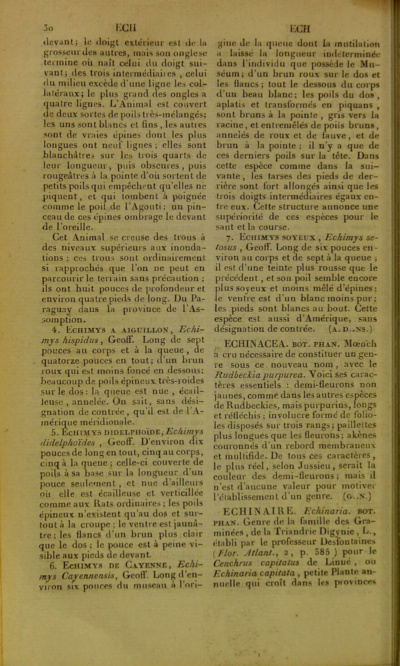 3o i:c{i «levant5 le doigt extérieur est rie la grosseurdes autres, niais son oiiglese termine oü naît celui du doigt sui- vant ; des trois intermédiaires , celui du milieu excède d’une ligne les col- latéraux; le plus grand des ongles a quatre lignes. L’Animal est couvert de deux sortes de poils très-mélanges; les uns sont blancs et Qns , les autres sont de vraies épines dont les plus longues ont neuf lignes ; elles sont blanchâtres sur les trois quarts de leur longueur, puis obscures, puis rougeâtres à la pointe d’où sortent de petits poils qui empêchent qu’elles ne piquent, et qui tombent à poignée comme le poil de l’Agouti; un pin- ceau de ces épines ombrage le devant de l’oreille. Cet Animal se creuse des trous à des niveaux supérieurs aux inonda- tions ; cos trous sont ordinairement si rapprochés que l’on ne peut en parcourir le terrain sans précaution ; ils ont huit pouces de profondeur et environ quatre pieds de long. Du Pa- raguay dans la province de l’As- somption. 4. Lchimys a aiguillon, Echi- mys hispidiis, GeofF. Long de sept pouces au corps et à la queue , de quatorze pouces en tout; d’un brun roux qui est moins foncé en dessous; beaucoup de poils épineux très-roides sur le dos : la queue est nue , écail- leuse , annelée. On sait, sans dési- gnation de contrée , qu’il est de l’A- inériquç méridionale. 5. ÉcHIMYS DIDELPHOÏDE,i^c//i/«J5 didelphoïdes , Geoff. D’environ dix pouces de long en tout, cinq au corps, cinq à la queue ; celle-ci couverte de poils à sa base sur la longueur d’un pouce seulement , et nue d’adlours où elle est écailleuse et verticillée comme aux l\ats ordinaires ; les poils épineux n’existent qu’au dos et sur- tout à la croupe ; le ventre est jaunâ- tre ; les flancs d’un brun plus clair que le dos ; le pouce est à peine vi- sible aux pieds de devant. 6. Echimys de Cayenne, Echi- mys Cayennensis, Geoff. Long d’en- viron six pouces du mn.senu à l’ori- KCH ! giiKî de la queue dont la mutllalioti i a laissé la longueur indéterminée j dans l’individu que possède le Mu- | séum; d’un brun roux sur le dos et ! les flancs ; tout le dessous du corps i d’un beau blanc; les poils du dos, I aplatis et transformés en piquans , { sont bruns à la pointe , gris vers la ! l acine, et entremêlés de poils bruns, | annelés de roux et de fauve, et de brun à la pointe ; il n’y a que de ces derniers poils sur la tête. Dans cette espèce comme dans la sui- | vante, les tarses des pieds de der- rière sont fort allongés ainsi que les trois doigts intermédiaires égaux en- tre eux. Cette structure annonce une i supériorité de ces espèces pour le saut et la course. 7. Echimys soyeux, Echimys se- tosus , Geoff. Long de six pouces en- viron au corps et de sept à la queue ; il est d’une teinte plus rousse que le précédent, et son poil semble encore plus soyeux et moins mêlé d’épines; 1 le ventre est d’un blanc moins pur ; les pieds sont blancs au bout. Cette espèce est aussi d’Amérique, sans désignation de contrée. (a. d..ns.) ECHIiN'ACEA. bot. ph.vn. Mœnch a cru nécessaire de constituer un gen- re sous ce nouveau nom, avec le | Rudbeckiapurpurea. Voici ses carac- j tères essentiels ; demi-fleurons non • jaunes, comme dans les autres espèces de Rudbeckies, mais purpurins, longs et réfléchis ; involucre formé de folio- les disposés sur trois rangs; paillettes plus longues que les fleurons; akène.s couronnés d’un rebord membraneux et multiflde. De tous ces caractères, le plus réel, selon Jussieu, serait la couleur des demi-fleurons ; mais il 1 n’est d’aucune valeur pour motiver i l’établissement d’un genre, (g..N.) j ïiC II IN A l R E. Echinaria. bot. PH.xN. Genre de la famille des Gra- minées , de la Triandrie Digynic , L., établi par le professeur Desfonlaines {Idor. Allant., 2, p. 585 ) pour le Cenchrus capitatus de Linué , ou Echinaria capitata , petite Plante an- nuelle qui croît dans les piovinces