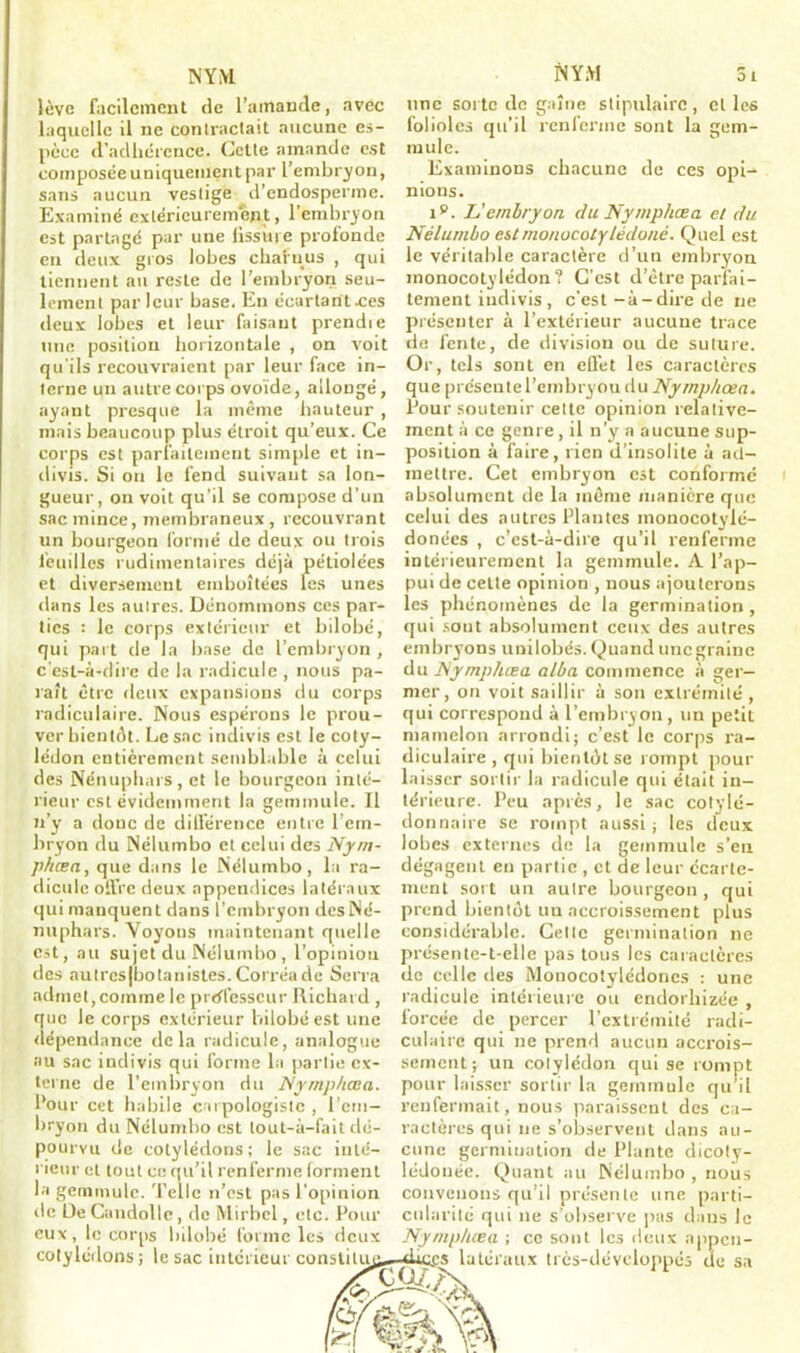 lève facilement de l’amande, avec laquelle il ne contractait aucune es- pèce d’adhérence. Celle amande est composée uniquement par l’embryon, sans aucun vestige d’endosperme. Examiné extérieurement, l’embryon est partagé par une fissure profonde en deux gros lobes charnus , qui tiennent au reste de l’embryon seu- lement par leur base. En écartantxes deux lobes et leur faisant prendie une position horizontale , on voit qu'ils recouvraient par leur face in- terne un autre corps ovoïde, allongé, ayant presque la même hauteur , mais beaucoup plus étroit qu’eux. Ce corps est parfaitement simple et in- divis. Si on le fend suivant sa lon- gueur, on voit qu’il se compose d’un sac mince, membraneux, recouvrant un bourgeon formé de deux ou trois feuilles rudimentaires déjà pétiolées et diversement emboîtées les unes dans les autres. Dénommons ces par- ties : le corps extérieur et bilobé, qui part de la base de l’embryon, c'est-à-dire de la radicule , nous pa- raît être deux expansions du corps radiculaire. Nous espérons le prou- ver bientôt. Le sac indivis est le coty- lédon entièrement semblable à celui des Nénuphars, et le bourgeon inté- rieur est évidemment la gemmule. Il n’y a donc de différence entre l’em- bryon du Nélumbo et celui des Nym- p/iæa, que dans le Nélumbo, la ra- dicule olfrc deux appendices latéraux qui manquent dans l’embryon des Né- nuphars. Voyous maintenant quelle est, au sujet du Nélumbo, l’opinion des autrcsjbotanistes.Corréade Serra admet, comme le professeur Richard , que le corps extérieur bilobé est une dépendance delà radicule, analogue au sac indivis qui forme la partie ex- terne de l’embryon du Nymphœa. Pour cet habile carpologistc , l’em- bryon du Nélumbo est tout-à-fait dé- pourvu de cotylédons; le sac inté- rieur et tout ce qu’il renferme forment la gemmule. Telle n’est pas l’opinion de De Candolle, de Mirbcl, etc. Pour eux, le corps bilobé forme les deux cotylédons; le sac intérieur constilu une sorte de gaîne stipulairc, cl les folioles qu’il renferme sont la em- mule. Examinons chacune de ces opi- nions. ip. U embryon du Nymphœa et du Nélumbo estmonocotylédoné. Quel est le véritable caractère d’un embryon monocotylédon ? C’est d’être parfai- tement indivis , c'est-à-dire de ne présenter à l’extérieur aucune trace de fente, de division ou de suture. Or, tels sont en effet les caractères que présente l’embryou du Nymphœa. Pour soutenir cette opinion relative- ment à ce genre, il n’y a aucune sup- position à faire, rien d’insolite à ad- mettre. Cet embryon est conformé absolument de la même manière que celui des autres Plantes monocotylé- donées , c’est-à-dire qu’il renferme intérieurement la gemmule. A l’ap- pui de celte opinion , nous ajouterons les phénomènes de la germination, qui sont absolument ceux des autres embryons unilobés. Quand unegraine du Nymphœa alba commence à ger- mer, on voit saillir à son extrémité , qui correspond à l’embryon, un petit mamelon arrondi; c’est le corps ra- diculaire , qui bientôt se rompt pour laisser sortir la radicule qui était in- térieure. Peu après, le sac cotylé- donnaire se rompt aussi; les deux lobes externes de la gemmule s’en dégagent en partie , et de leur écarte- ment sort un autre bourgeon, qui prend bientôt un accroissement plus considérable. Celle germination ne présente-t-elle pas tous les caractères de celle des Monocotylédones : une radicule intérieure ou endorhizée , forcée de percer l’extrémité radi- culaire qui ne prend aucun accrois- sement; un cotylédon qui se rompt pour laisser sortir la gemmule qu’il renfermait, nous paraissent des ca- ractères qui ne s’observent dans au- cune germination de Plante dicoly- lédonée. Quant au Nélumbo , nous convenons qu’il présente une parti- cularité qui 11e s’observe pas dans le Nymphœa ; ce sont les deux appen- s latéraux très-développés de sa