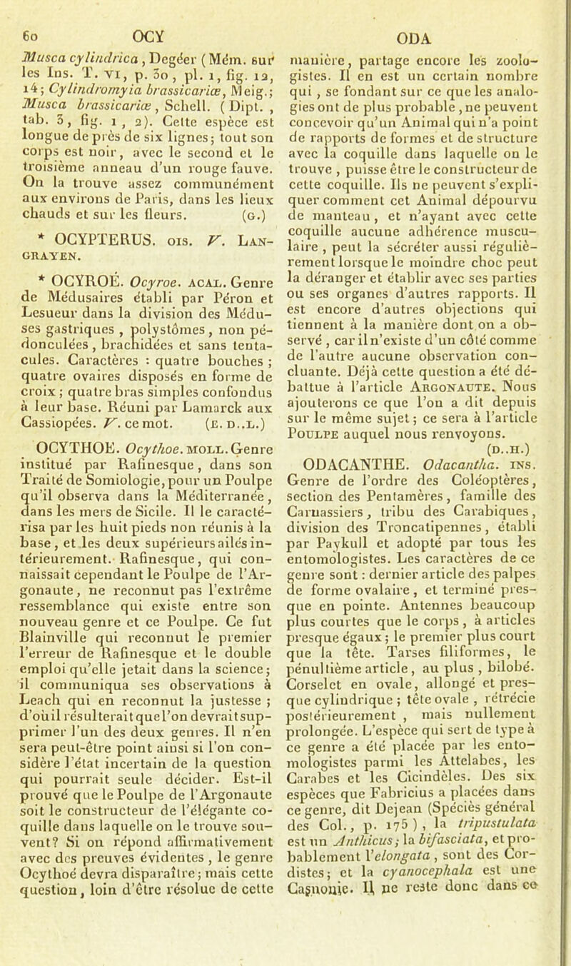 Musca cylindrica , Dcgéer ( Mém. sut' les Ins. T. TI, p. oo , pl. 1, fig. îa, i4; Cylindromyia brassicariœ, Meig.; Musca brassicariœ , Scliell. ( Dipt. , tab. 5, fig. i, 2). Celte espèce est longue de près de six lignes; tout son corps est noir, avec le second et le troisième anneau d’un rouge fauve. On la trouve assez communément aux environs de Paris, dans les lieux chauds et sur les fleurs. (g.) * OCYPTERUS. ois. V. LAN- GItAY EN. * OCYROÉ. Ocyroe. acal. Genre de Médusaires établi par Péron et Lesueur dans la division des Médu- ses gastriques , polystômes, non pé- donculées, brachidées et sans tenta- cules. Caractères : quatre bouches ; quatre ovaires disposés en forme de croix ; quatre bras simples confondus à leur base. Réuni par Lamarck aux Cassiopées. V. ce mot. (e. d..l.) OCYTHOE. Ocythoe. mole. Genre institué par Rafinesque, dans son Traité de Somiologie, pour un Poulpe qu’il observa dans la Méditerranée , dans les mers de Sicile. Il le caracté- risa par les huit pieds non réunis à la base, et les deux supérieurs ailés in- térieurement. Rafinesque, qui con- naissait cependant le Poulpe de l’Ar- gonaute, ne reconnut pas l’extrême ressemblance qui existe entre son nouveau genre et ce Poulpe. Ce fut Blainville qui reconnut le premier l’erreur de Rafinesque et le double emploi qu’elle jetait dans la science; il communiqua ses observations à Leach qui en reconnut la justesse ; d’ouil résulterait quel’on devraitsup- primer l’un des deux genres. Il n’en sera peut-être point ainsi si l’on con- sidère l’état incertain de la question qui pourrait seule décider. Est-il prouvé que le Poulpe de l’Argonaute soit le constructeur de l’élégante co- quille dans laquelle on le trouve sou- vent? Si on répond affirmativement avec des preuves évidentes , le genre Ocythoe devra disparaître; mais cette question, loin d’etre résolue de cette manière, partage encore les zoolo- gistes. Il en est un certain nombre qui , se fondant sur ce que les analo- gies ont de plus probable , ne peuvent concevoir qu’un Animal qui n’a point de rapports de formes et de structure avec la coquille dans laquelle on le trouve , puisse être le constructeur de cette coquille. Ils ne peuvent s’expli- quer comment cet Animal dépourvu de manteau , et n’ayant avec cette coquille aucune adhérence muscu- laire , peut la sécréter aussi réguliè- rement lorsque le moindre choc peut la déranger et établir avec ses parties ou ses organes d’autres rapports. Il est encore d’autres objections qui tiennent à la manière dont on a ob- servé , car il n’existe d’un côté comme de l’autre aucune observation con- cluante. Déjà cette question a été dé- battue à l’article Argonaute. Nous ajouterons ce que l’on a dit depuis sur le même sujet ; ce sera à l’article Poulpe auquel nous renvoyons. (D..H.) ODACANTHE. Odacantha. ins. Genre de l’ordre des Coléoptères, section des Pentamères, famille des Carnassiers, tribu des Carabiquc-s, division des Troncalipennes, établi par Paykull et adopté par tous les entomologistes. Les caractères de ce enre sont : dernier article des palpes e forme ovalaire , et terminé pres- que en pointe. Antennes beaucoup plus courtes que le corps , à articles presque égaux ; le premier plus court que la tête. Tarses filiformes, le pénultième article, au plus , bilobé. Corselet en ovale, allongé et pres- que cylindrique ; tête ovale, rétrécie postérieurement , mais nullement prolongée. L'espèce qui sert de type a ce genre a été placée par les ento- mologistes parmi les Attelabcs, les Carabes et les Cicindèles. Des six espèces que Fabricius a placées dans ce genre, dit Dejean (Spéciès général des Col., p. 175), la tripustulata est un Antliicus; la bifasciata, etpro- bablement 1 ’clongata , sont des Cor- clistcs; et la cyanocephala est une Cagnonie. 1| lie reste donc dans ce