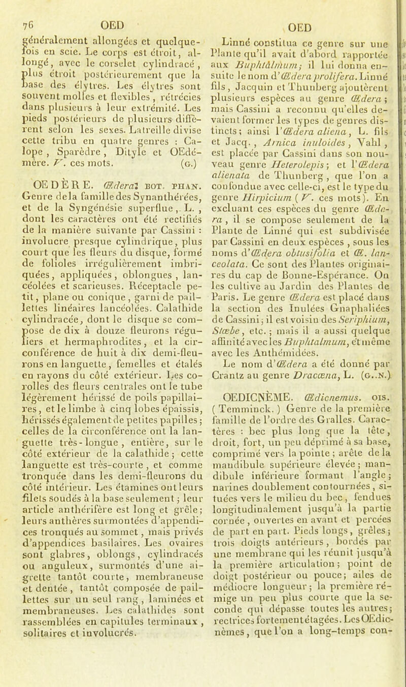 généralement allongées et quelque- lois en scie. Le corps est étroit, al- longé, avec le corselet cylindracé , Elus étroit postérieurement que la ase des élytres. Les élytres sont souvent molles et flexibles , rétrécies dans plusieurs à leur extrémité. Les pieds postérieurs de plusieurs diffè- rent selon les sexes. Latreille divise cette tribu en quatre genres : Ca- lope , Sparèdre, Ditylc et OEdé- mère. V. ces mots. (g.) OE D È R E. (Rderal bot. phan. Genre delà famille des Synantliérées, et de la Syngénésie superflue, L. , dont les caractères ont été rectifiés de la manière suivante par Cassini : involucre presque cylindrique, plus court que les fleurs du disque, formé de folioles irrégulièrement imbri- quées , appliquées , oblongues , lan- céolées et scaricuses. Réceptacle pe- tit , plane ou conique , garni de pail- lettes linéaires lancéolées. Calalhide cylindracée, dont le disque se com- fiose de dix à douze fleurons régu- iers et hermaphrodites, et la cir- conférence de huit à dix demi-fleu- rons en languette , femelles et étalés eu rayons du côté extérieur. Les co- rolles des fleurs centrales ont le tube légèrement hérissé de poils papillai- res, et le limbe à cinq lobes épaissis, hérissés également de petites papilles ; celles de la circonférence ont la lan- guette très-longue, entière, sur le côté extérieur de lacalathide; cette languette est très-courte , et comme tronquée dans les demi-fleurons du côté intérieur. Les étamines ont leurs filets soudés à la base seulement ; leur article anthérifère est long et grêle; leurs anthères surmontées d’appendi- ces tronqués au sommet, mais privés d’appendices basilaires. Les ovaires sont glabres, oblongs, cylindracés ou anguleux, surmontés d’une ai- greLte tantôt courte, membraneuse et dentée , tantôt composée de pail- lettes sur un seul rang , laminées et membraneuses. Les calalhides sont rassemblées en capitules terminaux , solitaires et involucrés. Linné constitua ce genre sur une Plante qu’il avait d’abord rapportée aux Bup/il&lnïum; il lui donna en- suite le nom d' (Ederaproliféra. Linné fils, Jacquin et Thunberg ajoutèrent plusieurs espèces au genre (Edera ; mais Cassini a reconnu qu’elles de- vaient former les types de genres dis- tincts; ainsi \'(Edera aliéna, L. fils et Jacq. , Arnica inuloides , Valil , est placée par Cassini dans son nou- veau genre Ile/erulepis ; et V(Edera alienata de Thunberg , que l’on a confondue avec celle-ci, est le type du genre Hirpicium ( V. ces mots). En excluant ces espèces du genre (Edc.- ra , il se compose seulement de la Plante de Linné qui est subdivisée par Cassini en deux espèces , sous les noms à!(Edera obtusifolia et (E. lan- ceolata. Ce sont des Plantes originai- res du cap de Bonne-Espérance. On les cultive au Jardin des Plantes de Paris. Le genre (Edera est placé dans la section des Inulées Gnaphaliées de Cassini ; il est voisin des Seripàium, S/œbe, etc. ; mais il a aussi quelque affinité avec les Bupàlalrnum, et même avec les Anthémidées. Le nom à’(Edera a été donné par Crantz au genre Dracœna, L. (g..N.) OEDICNÈME. (Edicnemus. ois. ( Temmiuck. ) Genre de la première famille de l’ordre des Gralles. Carac- tères : bec plus long que la tête, droit, fort, un peu déprimé à sa base, comprimé vers la pointe ; arête de la mandibule supérieure élevée ; man- dibule inférieure formant l’angle ; narines doublement contournées , si- tuées vers le milieu du bec , fendues longitudinalement jusqu’à la partie coruée , ouvertes en avant et percées de part en part. Pieds longs, grêles; trois doigts antérieurs, bordés par une membrane qui les réunit jusqu’à la première articulation ; point de doigt postérieur ou pouce; ailes de médiocre longueur; la première ré- mige un peu plus courte que la se- conde qui dépasse toutes les autres; rectrices fortemeulélagées. LcsOEdic- nèmes, que l’on a long-temps con-