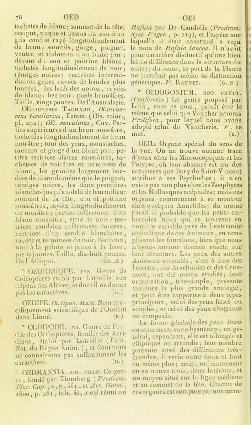 tachetés de blanc; sommet de la tcle, occiput, nuque et dessus du cou d’un gris cendré rayé longiludinalemcut de brun; sourcils , gorge , poignet, ventre et abdomen d’un blanc pur ; «levant du cou et poitrine blancs , lâchetés longitudinalement de noir; rémiges noires ; l ectrices intermé- diaires grises rayées de bandes plus foncées, les latérales noires , rayées de blanc ; bec noir ; pieds brunâtres. Taille, vingt pouces. De l’Australasie. OEdicnjème Taciiard , OEdicne- mus Grallarius, Temm. (Ois. color., pl. 292); OE. maculatus, Cuv. Par- ties supérieures d’un brun roussâtre , tachetées longitudinalement de brun, noirâtre; lourdes yeux, moustaches, menton et gorge d’un blanc pur; pe- tites tectrices alaires roussâtres, ta- chetées de noirâtre et terminées de blanc , les grandes largement bor- dées de blanc de même que le poignet; rémiges noires, les deux premières blanches j usqu'au-delà de leurmilieu; sommet de la tête, cou et poitrine inussâtres, rayées longitudinalement île noirâtre ; parties inférieures d’un blanc roussâtre, strié de noir; tec- trices caudales inférieures rousses ; rectrices d’un cendré blanchâtre, rayées et terminées de noir. Bec brun, noir à la pointe et jaune à la base ; pieds jaunes. Taille, dix-huit pouces. De l’Afrique. (dr..z.) * OEDIONIQUE. ins. Genre de Coléoptères établi par Lntreille aux dépens des Altises, et dont il ne donne pas les caractères. (g.) OEDIPE. OEdipus. MAM.Nom spé- cifiquement. scientifique de l’Ouistiti dans Linné. (b.) * OEDIPODE. ins. Genre de l’or- dre des Orthoptères, famille des Acri- diens, établi par Lalreille ( Fam. Nat. du Règne Anim. ) , et dont nous ne connaissons pas suffisamment les caractères. (G0 OEDMANNIA. bot. ni an. Ce gen- re, fondé par Thunberg ( Prodrom. Flor. Cap., 2, p. 561 , et Jet. Holtn., 1800, p. 281, tab. 4), a été réuni au Rafuia par De Caudolle (Prodrom. S/st. Veget. , p. 119), et l’espèce sur laquelle il était constitué a reçu le nom de Rafuia laucea. Il n’avait pour caractère distinctif qu’une bien faible différence dans la structure du calice ; du reste , le port de la Plante 11e justifiait pas même sa distinction générique. V. Rafnie. (g..n.) * OEDOGONIUM. bot. crypt. (Coufe/vées.) Le genre proposé par Linlc, sous ce nom , paraît être le même que celui que Vaucher nomma Proliféra , pour lequel nous avons adopté celui de Yaucherie. V. ce mot. (b.) OEIL. Organe spécial du sens de la vue. On ne trouve aucune trace d’yeux chez les Microscopiques et les Polypes, ou leur absence est un des caractères que Bory de Saint-Vincent attribue à ses Psychodiés ; il n’en existe pas non plus chez les Zoophy tes et les Mollusques acéphales ; mais ces organes commencent à se montrer chez quelques Annelides; du moins paraît-il probable que les peLits tu- bercules noirs qui se trouvent en nombre variable près de l’extrémité céphalique de ces Animaux , en rem- plissent les fonctions, bien que nous n’ayons aucune donnée exacte sur leur structure. Les yeux des autres Animaux articulés , c’est-à-dire des Insectes, des Arachnides et des Crus- tacés , ont été mieux étudiés ; leur organisation,, très-simple, présente toujours la plus grande analogie, et peut être rapportée à deux types principaux, celui des yeux lisses ou simples , et celui des yeux chagrinés ou composés. La forme générale des yeux lisses ou sfemmates varie beaucoup ; en gé- néral , cependant, elle est allongée et elliptique ou arrondie; leur nombre présente aussi des différences très- grandes; il varie entre deux et huit ou même plus; mais , ordinairement on en trouve trois, deux latéraux, et un moyeu situé sur la ligne médiane et au sommet de la tête. Chacun de ces organes est composé par une niera-