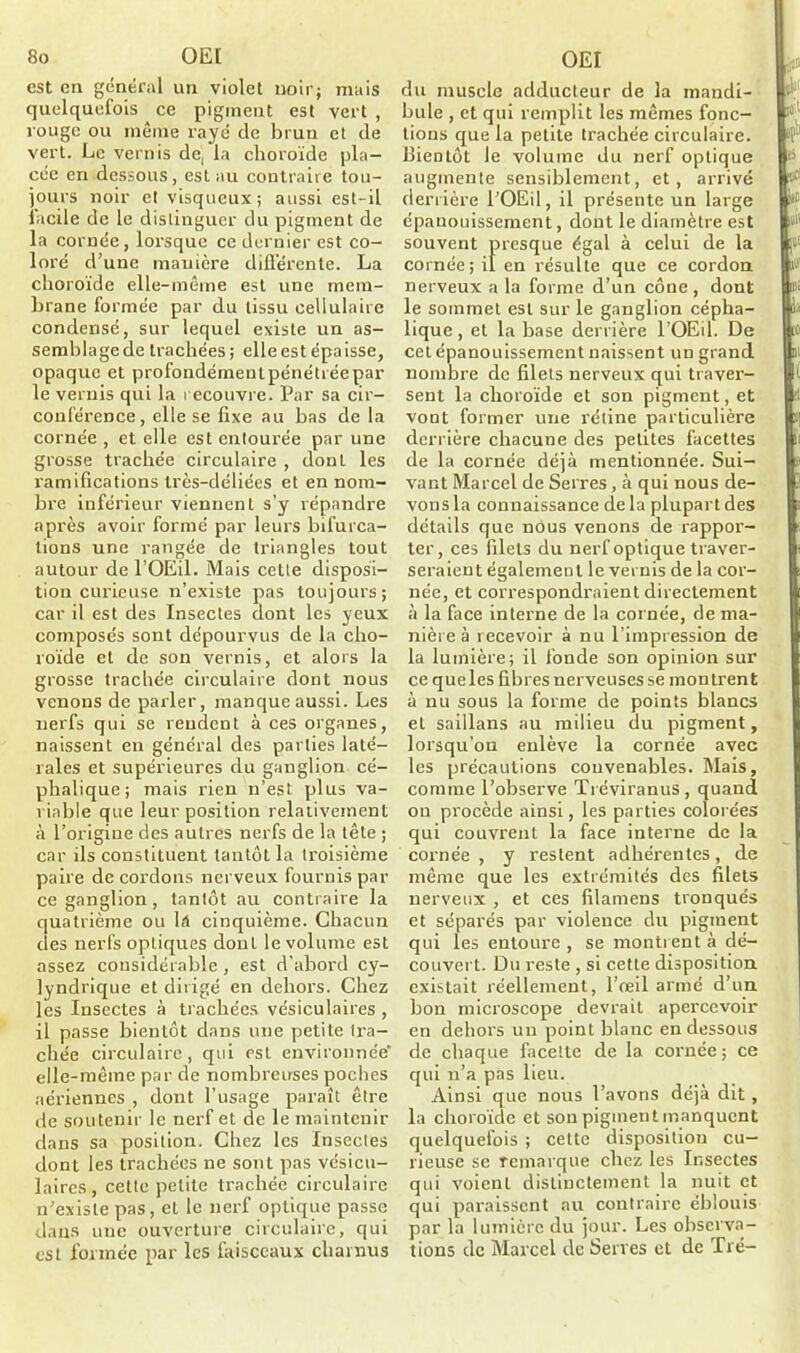 est en général un violet noir; mais quelquefois ce pigment est vert , rouge ou même rayé de brun et de vert. Le vernis de, la choroïde pla- cée en dessous, est au contraire tou- jours noir et visqueux; aussi est-il facile de le distinguer du pigment de la cornée, lorsque ce dernier est co- loré d’une mauière différente. La choroïde elle-même est une mem- brane formée par du tissu cellulaire condensé, sur lequel existe un as- semblage de trachées; elle est épaisse, opaque et profondémenlpénétréepar le vernis qui la recouvre. Par sa cir- conférence, elle se fixe au bas de la cornée , et elle est entourée par une grosse trachée circulaire , dont les ramifications très-déliées et en nom- bre inférieur viennent s’y répandre après avoir formé par leurs bifurca- tions une rangée de triangles tout autour de l’OEil. Mais cette disposi- tion curieuse n’existe pas toujours; car il est des Insectes dont les yeux composés sont dépourvus de la cho- roïde et de son vernis, et alors la grosse trachée circulaire dont nous venons de parler, manque aussi. Les nerfs qui se reudent à ces organes, naissent en général des parties laté- rales et supérieures du ganglion cé- phalique; mais rien n’est plus va- riable que leur position relativement à l’origine des autres nerfs de la tête ; car ils constituent tantôt la troisième paire de cordons nerveux fournis par ce ganglion, tantôt au contraire la quatrième ou là cinquième. Chacun clés nerfs optiques dont le volume est assez considérable , est d’abord cy- lyndrique et dirigé en dehors. Chez les Insectes à trachées vésiculaires , il passe bientôt dans une petite tra- chée circulaire, qui est environnée' elle-même par de nombreuses poches aériennes , dont l’usage paraît être de soutenir le nerf et de le maintenir dans sa position. Chez les insectes dont les trachées ne sont pas vésicu- laires , cette petite trachée circulaire n’existe pas, et le nerf optique passe dans une ouverture circulaire, qui est formée par les faisceaux charnus OEI p du muscle adducteur de la mandi- ' bule , et qui remplit les mêmes fonc- tions que la petite trachée circulaire. Bientôt le volume du nerf optique <> augmente sensiblement, et, arrivé J# derrière l’OEil, il présente un large if épanouissement, dont le diamètre est n11 souvent presque égal à celui de la [t> cornée; il en résulte que ce cordon )■ nerveux a la forme d’un cône, dont le sommet est sur le ganglion cépha- lique , et la base derrière l’OEil. De :o cet épanouissement naissent un grand nombre de filets nerveux qui traver- sent la choroïde et son pigment, et vont former une rétine particulière derrière chacune des petites facettes de la cornée déjà mentionnée. Sui- vant Marcel de Serres, à qui nous de- vons la connaissance de la plupart des détails que nous venons de rappor- ter, ces filets du nerf optique traver- seraient également le vernis de la cor- née, et correspondraient directement à la face interne de la cornée, de ma- nière à recevoir à nu l’impression de la lumière; il fonde son opinion sur ce queles fibres nerveuses se montrent à nu sous la forme de points blancs et saillans au milieu du pigment, lorsqu’on eulève la cornée avec les précautions convenables. Mais, comme l’observe Tréviranus, quand on procède ainsi, les parties colorées qui couvrent la face interne de la cornée, y restent adhérentes, de même que les extrémités des filets nerveux , et ces filamens tronqués et séparés par violence du pigment qui les entoure , se montrent à dé- couvert. Du reste , si cette disposition existait réellement, l’œil armé d’un bon microscope devrait apercevoir en dehors un point blanc en dessous de chaque facette de la cornée; ce qui n’a pas lieu. Ainsi que nous l’avons déjà dit , la choroïde et son pigment manquent quelquefois ; cette disposition cu- rieuse se remarque chez les Insectes qui voient distinctement la nuit et qui paraissent au contraire éblouis par la lumière du jour. Les observa- tions de Marcel de Serves et de Tré-