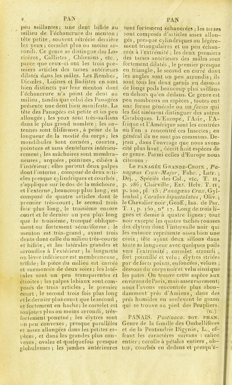 j, PAJN peu saillantes; une denl bifide au milieu de l'échancrure du menton ; tête petite, souvenl rétrécie denièie les yeux; corselet plus ou moins ar- rondi. Ce génie se distingue des Lo- ricères, Callistcs , Cliiœnius , etc., parce que ceux-ci oui les trois pre- miers articles des tarses antérieurs dilates dans les mâles. Les Rembcs , Dicœlcs, Licines et Badistes en sont bien distincts par leur menton dont l'échancrure n'a point de denl au milieu , tandis que celui des Panagées présente une dent bien manifeste. La têle des Panagécs est petite et îin peu allongée; les yeux sont très-saillans dans le plus grand nombre ; les an- tennes sont filiformes, à peine de la longueur de la moitié du corps ; les mandibules sont cornées, courtes, pointues et sans dentelures intérieu- rement ; les mâchoires sont membra- neuses , arquées , pointues, ciliées à l'intérieur; elles portent deux palpes dont l'interne , composé de deux ai ti- cles pi esque cylindriques et courbés , s'applique sur le dos de la mâchoire , et l'exlerne , beaucoup plus long , est composé de quatre articles dont le premier Irès-court, le secend trois ibis plus long, le troisième encore court et le dernier un peu plus long que le troisième, tronqué obliqu.e- ment ou fortement sécuiiforme ; le menton est très-grand , ayant trois . dents dont celle du milieu très-courte et bifide, et les latérales grandes et arrondies à l'extérieur; la languette ou lèvre inférieure est membraneuse , trifide; la pièce du milieu est cariée et surmoniée de deux soies; les laté- rales sont un peu transparentes et élioitcs ; les palpes labiaux sont com- posés de Irois articles , le premier court, le second trois fois plus long el le dernier plus court que le second , et fortement en hache; le corselet est toujours plus ou moins arrondi, très- fortement ponctué ; les élytres sont un peu convexes, presque parallèles ei assez allongées dans les petites es- pèces, et dans les grandes plus con- vexes , ovales et quelquefois presque globuleuses ; les jambes antérieures PAN sont fortement ëchancrées ; les tarses sont composés d'articles assez allon- gés, presque cylindriques ou légère- ment triangulaires et un peu éclian- crés à l'extrémité ; les deux premiers des tarses antérieurs des mâles sont fortement dilatés , le premier presque en triangle-, le second en carré dont les angles sont un peu arrondis; ils sont tous les deux garnis en dessous de longs poils beaucoup plus saillans en dehors qu'en dedans. Ce genre est peu nombreux en espèces , toutes ont une forme générale ou un faciès qui les fait aisément distinguer des autres Carabiques. L'Europe, l'Asie, l'A- li'ique et l'Amérique sont les contrées oii l'on a rencontré ces Insectes ; en général ils ne sont pas communs. De- jean , dans l'ouvrage que nous avons cité plus haut, décrit huit espèces de ce genre. Parmi celles d'Europe nous citerons : Le TANAGÉE Grande-Croix , Pa- Jiagœus Crux-3Iajor, Fabr. , Lalr. ; Dej. , Spéciès des Col., etc. T. ii, p. 286; Clairville, Ent. Helv. ï.il, p. 100, pl. i5 ; Panagœiis f>«.r,Gyl- lenhal ; Carabus bipuslulatus , Oliv. ; le Chevalier noir ,GeoS'., Ins. de Par. T. I, p. 1 .^io , n 17. Long de trois li- gnes et demie à quatre lignes ; tout noir excepté les quatre taches rousses des élyires dont l'intervalle noir qui les entoure représente assez bien une croix; tête ayant deux sillons dans toute sa longueur avec quelques poils vers rextrcinilé ; corselet arrondi , fort pointillé et velu; élytres striées par de forts points, enfoncées, velues j dessous du corps noir et velu ainsi que les pâtes. On trouve cette espèce aux environs de Paris, mais assez rarement; nous l'avons rencontrée plus abon- damment'prè.s d'Amiens, dans des prés humides en soulev.mt le gazon qui se trouve au pied des Peupliers. (G.) P.INAIS. Pastinaca. bot. phan. Genre de la famille des Ombellifères et de la Pentaudric Digynie, L., of- frant les caractères suivans : calice entier; corolle à pétales entiers , ob- tus, courbés en dedans et presqu'c-