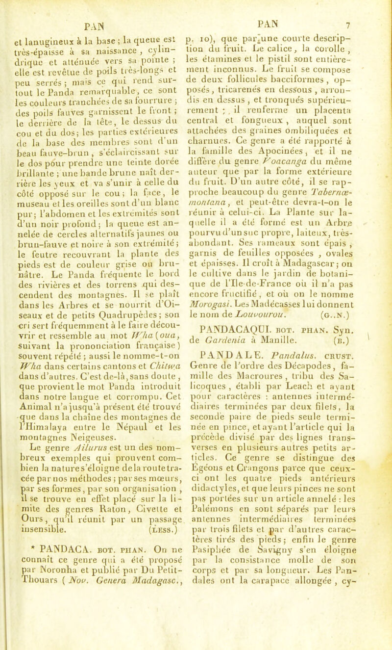 et lanugineux à la base ; la queue est très-épaisse à sa naissimce , cylin- drique et atténuée vers sa pointe ; elle est revêtue de poils tics-long^ et peu serrés ; mais ce qui rend sur- tout le Panda remMiquable, ce sont les couleurs tranchées de sa fourrure ; des poils fauves garnissent le (Vont ; le derrière de la lètt, le dessus du cou et du dos; les juirtics extérieures de la base des membres sont d'un beau fauve-brun , s'écUiircissant sur le dos pour prendre une teinte dorée brillante ; une bande brune naît der- rière les yeux et va s'unir à celle du côté opposé sur le cou; la face, le museau et les oreilles sont d'uu blanc pur; l'abdomen et les extrémités sont d'un noir profond; la queue est an- nelée de cercles alternatifs jaunes ou brun-fauve et noire à son extrémité; le feutre recouvrant la plante des pieds est de couleur grise ou bru- nâtre. Le Panda fréquente le bord des rivières et des torrens qui des- cendent des montagnes. Il fe plaît dans les Arbres et se nourrit d'Oi- seaux et de petits Quadrupèdes; son cri sert fréquemment à le faire décou- vrir et ressemble au mot /f^/ia [oua, suivant la prononciation française ) souvent répété ; aussi le nomme-t-on TF/ia dans certains cantons et Chilwa dans d'autres. C'est de-là,sans doute , que provient le mot Panda introduit dans notre langue et corrompu. Cet Animal n'a jusqu'à présent été trouvé • <^ue dans la chaîne des montagnes de 1 Himalaya entre le Népaul et les montagnes Neigeuses. Le genre Ailurus est un des nom- breux exemples qui prouvent com- bien la natures'éloigne delà routetra- cée par nos méthodes ; parses mœurs, par ses formes, par son organisation , lise trouve en effet placé sur la li- mite des genres Raton, Civette et Ours, qu'd réunit par un passage insensible. (£ess.) ■* PANDACA. BOT. PUAN. On ne connaît ce genre qui a été proposé par Noronha et publié par Du Petit- Thouars ( JVof. Ge/iera Madagasc, PAN 7 p. lo), que par^une courte descrip- tion du fruit. Le calice, la corolle , les élamines cl le pistil sont entière- ment inconnus. Le fruit se compose de deux follicules bacciformes , op- posés, tricarenés en dessous , arron- dis en dessus , et tronqués supérieu- rement ; . il renferme un placenta central et fongueux , auquel sont attachées des graines ombiliquces et charnues. Ce genre a été raj)porté à la famille des Apocinées, et il ne diffère du genre P'oacanga du même auteur que par la forme extérieure du fiuit. D'un autre côté, il se rap- proche beaucoup du genre 'J'abernœ- inoiilana, et peut-être devra-l-on le réunir à celui-ci. La Plante sur la- quelle il a été formé est un Arbre pourvu d'un suc propre, laiteux, très- abondant. Ses rameaux sont épais , garnis de feuilh'S opposées , ovales et épaisses. Il croît à Madagascar; on le cultive dans le jardin de botani- que de rile dc-France ou il n'a pas encore fructifié , et oii on le nomme Murogasi. Les Madécasses lui donnent le nom de Louuourou. (o..N.) PANDACAQUI. hot. piian. Syn. de Gardénia à Manille. (b.) P A N D A L E. Pandalus. crust. Genre de l'ordre des Décapodes, fa- mille des Macroures, tribu des Sa- licoques , établi par Leach et avant pour caractères : antennes inleimd- diaires terminées par deux filets, la seconde paire de pieds seule termi- née en pince, et ayant l'article qui la précède divisé par des lignes trans- verses en plusieurs autres petits ar- ticles. Ce genre se distingue des Egéous et Crangons parce que ceux- ci ont les quatre pieds antérieurs didactylcs, et que leurs pinces ne sont pas portées sur un article annelé : les Palémons en sont séparés par leurs antennes intermédiaii es terminées par trois filets et par d'autres carac- tères tirés des pieds; enfin le genre Pasiphée de Savigny s'en éloigne par la consistance molle de son corps et par sa longueur. Les Pan- dales ont la carapace allongée , cy-