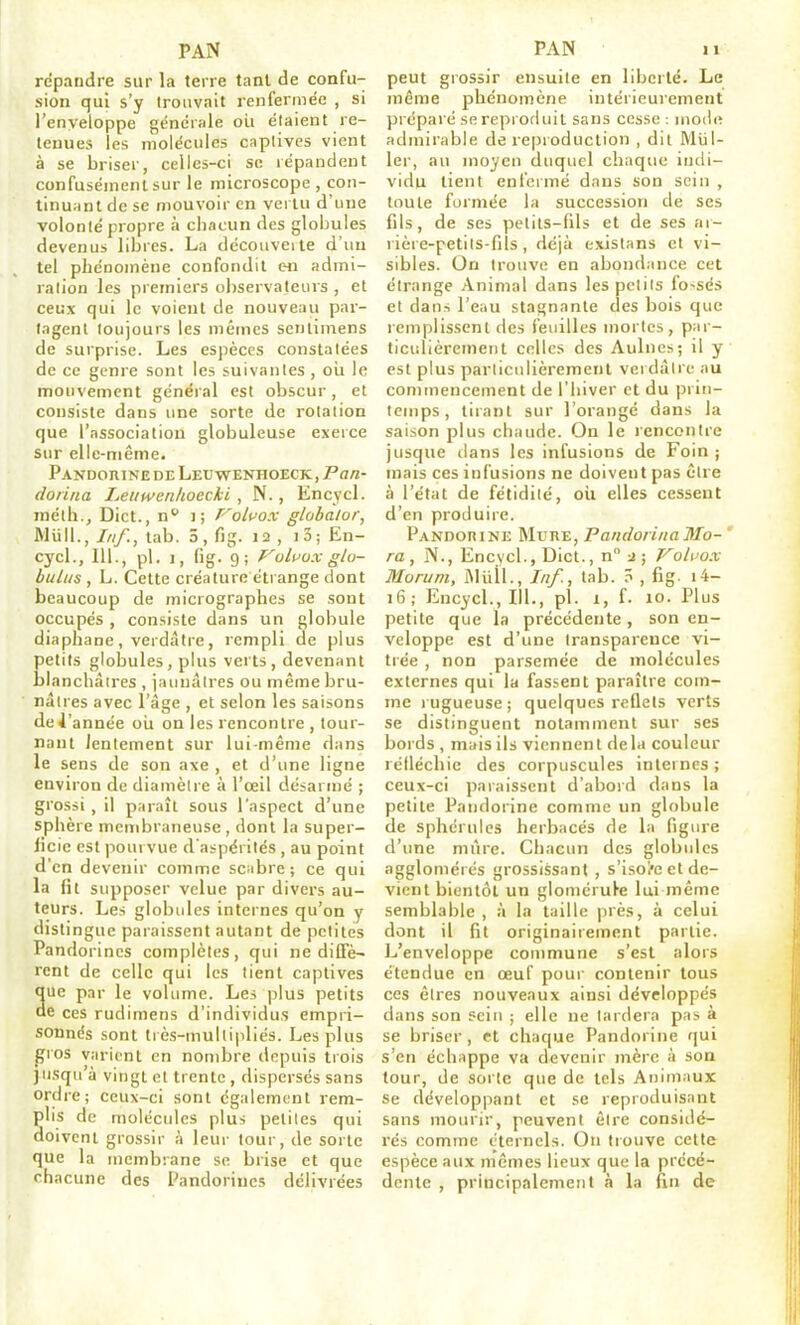 répandre sur la terre tant de confu- sion qui s'y trouvait renfermée , si l'enveloppe générale oli étaient re- tenues les molécules captives vient à se briser, celles-ci se répandent confusément sur le microscope , con- tinuant de se mouvoir en vertu d'une volonté propre à chacun des globules devenus libres. La découveite d'un tel phénomène confondit en admi- ration les premiers observateurs , et ceux qui le voient de nouveau par- tagent toujours les mêmes senlimens de surprise. Les espèces constatées de ce genre sont les suivantes , oii le mouvement général est obscur, et consiste dans une sorte de rotation que l'association globuleuse exerce sur elle-même. Pandou iNE DE Leuwenhoeck , Pan- donna Letiwenlioecki , N., Encycl. mélh., Dict., n i; f'oli^ox globalor, Mvill., Inf., tab. 5, fig. 12 , j3; En- cycl., 111., pl. I, fig. 9; f^olfox gto- buliis , L. Cette créature étrange dont beaucoup de micrograpbcs se sont occupés , consiste dans un globule diaphane, verdâtre, rempli de plus petits globules, plus vei'ts, devenant blanchâtres , jaunâtres ou même bru- nâtres avec l'âge , et selon les saisons de 4 année oii on les rencontre , tour- nant lentement sur lui-même dans le sens de son axe , et d'une ligne environ de diamètre à l'œil désarmé ; grossi, il paraît sous l'aspect d'une sphère membraneuse , dont la super- ficie est pourvue d'aspérités , au point d'en devenir comme scabre; ce qui la fit supposer velue par divers au- teurs. Les globides internes qu'on y distingue paraissent autant de petites Pandorincs complètes, qui ne diCFè- rent de celle qui les tient captives ue par le volume. Les ))lus petits e ces rudimens d'individus empri- sonnés sont très-mullipliés. Les plus gros varient en nombre depuis trois jusqu'à vingt et trente, dispersés sans ordre; ceux-ci sont également rem- plis de molécules plus petites qui doivent grossir à leur tour, de sorte que la membrane se brise et que chacune des Pandorincs délivrées peut grossir ensuite en liberté. Le même phénomène intérieurement préparé se reproduit sans cesse: niodti admirable de re|)roduction , dit Mill- ier, au moyen duquel chaque iinli- vidu tient enfermé dans son sein , toute formée la succession de ses fils, de ses petits-fils et de ses ar- rière-petits-fils, déjà existans et vi- sibles. On trouve en abondance cet étrange .\nimal dans les petits fo-sés et dans l'eau stagnante des bois que remplissent des feuilles mortes, par- ticulièrement celles des Aulnes; il y est plus particulièrement verdâtre au commencement de l'hiver et du prin- temps, tirant sur l'orangé dans la saison plus chaude. On le rencontre jusque dans les infusions de Foin; mais ces infusions ne doivent pas être à l'état de fétidité, oii elles cessent d'en produire. Pandorine Mure, Pando/ina Mo- ' ra, N., Encvcl., Dict., n j ; J^oluox Moruni, l^liLll., ////, tab. ô , fig- i4- 16; Encycl., III., pl. 1, f. 10. Plus petite que la précédente, son en- veloppe est d'une transparence vi- trée , non parsemée de molécules externes qui la fassent paraître com- me rugueuse; quelques reflets verts se distinguent notamment sur ses bords , mais ils viennent delà couleur réfléchie des corpuscules internes ; ceux-ci paraissent d'abord dans la petite Pandorine comme un globule de sphérules herbacés de la figure d'une miu-e. Chacun des globules agglomérés grossissant , s'isol'c et de- vient bientôt un glomérufe lui même semblable , à la taille près, à celui dont il fit originairement partie. L'enveloppe commune s'est alors étendue en œuf pour contenir tous ces êtres nouveaux ainsi développés dans son seiu ; elle ne tardera pas à se briser, et chaque Pandorine fjui s'en échappe va devenir mère à son tour, de sorte que de tels Anitnaux se développant et se reproduisant sans mourir, peuvent être considé- rés comme éternels. On trouve cette espèce aux mêmes lieux que la précé- dente , principale?neut à la fin de