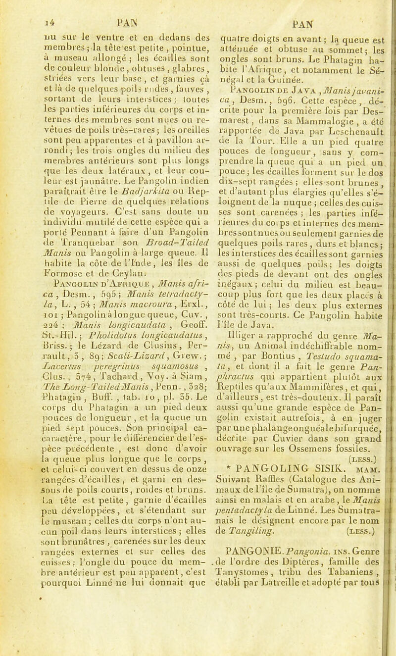 iju sur le ventre et en dedans des membres ; la tète est pelite , pointue, à museau allongé ; les écadles sont de couleur blonde, obtuses , glabres , striées vers leur base , et garnies çù et là de quelques poili rudes , fauves , sortant de leurs interstices; toutes les parties inférieures du corps et in- ternes des membres sojit nues ou re- vêtues de poils Irès-rares; les oreilles sont peu apparentes et à pavillon ar- rondi; les trois ongles du milieu des membres antérieurs sont plus longs <]ue les deux latéraux , et leur cou- leui- est jaunâtre. Le Pangolin indien paraîtrait êire le Badjarkita ou liep- lilc de Pierre de quelques relations de vo^iageurs. C'est sans doute nu individu mutilé de cette espèce qui a porte Pennant à faire d'un Pangolin de Tranquebar son Broad-Tailed Manis ou Pangolin à large queue. 1! habite la côte de l'Iuile, les îles de Formose et de Ceyian. Pangojlin d'Afrique , Manis afri- ca , Desm., iîgS ; Manis teiradacly- la, L. , 54; Manis macroura, Erxl., 101 ; Pangolin à longue queue, Cuv. , 2 34 ; Manis longicaudata , GeofT. St.-Hil. ; Pholidutus lungicaudaïus , iiriss. ; le Lézard de Clusius, Per- rault, 5, 89; Scali-Lizard, Giew.; Liacerlus peregriniis sciuamosus , Glus. , 574, Tachard, Voy. à Siam, Tha Long-TailedManis , Penn., 328; Phatagin , Buff. , tab. jo, pl. 35. Le corps du Phatagin a un pied deux jiouces de longueur , et la queue un pied sept pouces. Son principal ca- ca ractère , pour le différencier de l'es- pèce précédente , est donc d'avoir la queue plus longue que le corps , et celui-ci couvert en dessus de onze rangées d'écaillcs , et garni en des- sous de poils courts, roides et bruns. I>a tête est petite , garnie d'écaillés peu développées, et s'étendant sur le museau ; celles du corps n'ont au- cun poil dans leurs interstices ; elles sont brunâtres , carénées sur les deux langées externes et sur celles des cuisses; l'ongle du pouce du mem- bre antérieur est pou apparent, c'est pourquoi Linné ne lui donnait que quatre doigts en avant; la queue e^^ atténuée et obtuse au sommet; b s ongles sont bruns. Le Phatagin ha- bite l'Afrique, et notamment le Sé- négal et la Guinée. Pangolin DE Java , Manis jauani- ca, Desm., Ô96. Cette espèce, dé- crite pour la première fois par Des- marest, dans sa Mammalogie , a étc rapportée de Java par Leschenauit de la Tour. Elle a un pied quatre pouces de longueur, sans y com- prendre la queue qui a un pied un pouce; les écailles forment sur le dos dix-sept rangées ; elles sont brunes , ; et d'autant plus élargies qu'elles s'é- ! loignent de la nuque ; celles des cuis- 1 ses sont carénées ; les parties infé- : rieures du coips etinternes des mem- bres sontnues ou seulement garnies de quelques poils rares , durs et blancs ; i les interstices des écailles sont garnies 1 aussi de quelques poils; les doigts I des pieds de devant ont des ongles ' inégaux; celui du milieu est beau- coup plus fort que les deux placés à côté de lui ; les deux plus externes 1 sont très-courts. Ce Pangolin habite i l'île de Java. llliger a rapproché du genre 3Ia- nis, un Animal indéchiffrable nom- mé , par Bontius , Tesludo squania- \ la, et dont il a fait le genre Pan- 1 phraclus qui appartient plutôt aux ; Reptiles qu'aux Mammifères, et qui, d'ailleurs, est très-douteux. Il paraît 1 aussi qu'une grande espèce de Pau- \ golin existait autrefois, à en juger > par une plialaugeonguéalebifurquée, ; décfite par Cuvier dans sou grand t ouvrage sur les Ossemens fossiles. (less.) .1 * PANGOLING SISIK. mam. [ Suivant Raffles (Catalogue des Ani- . maux de l'île de Sumatra), on nomme ainsi en malais et en arabe, le Manis | pentadactyla de Linné. Les Sumalra- nais le désignent encore par le nom de Tangiling. (less.) PANGOiSIE. JPrt«^o«ia. ins. Genre de l'ordre des Diptères, famille des Tanystomes, tribu des ïabaniens , établi par Lalreille cl adopté par tous