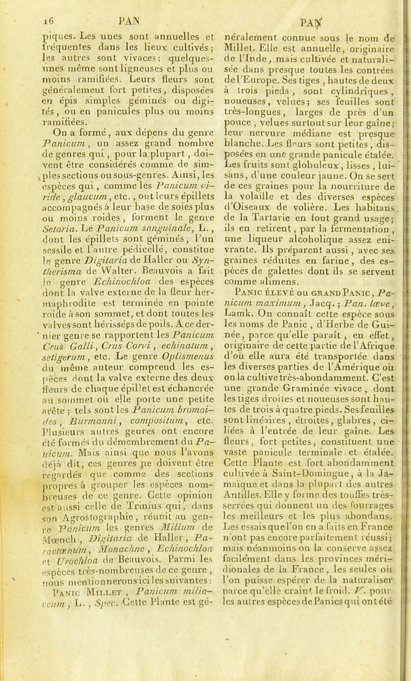 piques. Les unes sont annuelles et il équentes dans les lieux cultivés ; les autres sont vivaces; quelques- unes même sont ligneuses et plus ou moins ramifiées. Leurs fleurs sont généralemeut fort petites, disposées en épis simples géminés ou digi- lés, ou en panicules plus ou moins l'araifiées. On a formé , aux dépens du genre Panicum, un assez grand nombre de genres qui, pour la plupart, doi- vent être considérés comme de sim- , pies sections ousous-genres. Ainsi, les espèces qui, comme les Panicum vi- ride , glaucum, etc., ont leurs épillets accompagnés à leur base de soies plus ou moins roides , forment le genre Selaria. Le Panicum sanguinale, L., dont les épillets sont géminés, l'un sessile et 1 autre pédicellé, constitue )e genre Digitaria de Haller ou Syn- therisma de VValter. Beauvois a fait Je genre Echinuchloa des espèces dont la valve externe de la fleur her- maphrodite est terminée en pointe roide à son sommet, et dont toutes les v;i 1 ves sont hérissées de poils. A ce der- ' nier genre se rapportent les Panicum Crus Gain, Crus Coivi , echinatum , setigerum, etc. Le genre Oplismenus du même auteur comprend les es- pèces riont la valve externe des deux Heurs de chaque épillet est échancrée au sommet où elle porte une petite avête ; tels sont les Panicum bromoi- des , Burmanni, composilum, etc. Plusieurs autres genres ont encore été formés du démembrement du Pa- nicum. Mais ainsi que nous l'avons (lé)à dit, ces genres jie doivent être reg;irdés que comme des sections propres à grouper les esjièces nom- breuses de ce genre. Cetle opinion est aussi celle de Trinius qui, dans son Agrostographie, réunit au gen- re Panicum les genres Milium de Mœnch , Digilo.ria de Haller, Fa- lactœnuin, Monachne , Eckinochloa et Urucliloa de Beauvois. Parmi les espèces très-nombreuses de ce genre , nous mentionnerons ici les suivantes : PANtc MiLi.ET , Panicum milia- ccum , L., Spec. Celte Plante est gc- PAl)!' néralement connue sous le nom de Millet. Elle est annuelle, originaire de l'Inde, mais cultivée et naturali- sée dans presque toutes les contrées de l'Europe. Ses tiges , hautes de deux à trois pieds , sont cylindriques, noueuses, velues; ses feuilles sont très-longues, larges de près d'un pouce , velues surtout sur leur gaîne; leur nervure médiane est piesque blanche. Les fleurs sont petites , dis- posées en une grande panicule étalée. Les fruits sont globuleux , lisses , lui- sans, d'une couleur jaune. On se sert de ces graines pour la nourriture de la volaille et des diverses espèces d'Oiseaux de volière. Les habitans de la Tartarie en font grand usage; ils en retirent, par la fermentation , une liqueur alcoholique assez eni- vrante. Ils préparent aussi, avec ses graines réduites en farine, des es- pèces de galettes dont ils se servent comme alimens. Panic élevé ou GRANDPanic, Pa- nicum maximum, Jacq. ; Pan. lœve, Lamk. On connaît cette espèce sous les noms de Panic , d'Herbe de Gui- née, parce qu'elle paraît , en effet, originaire de cette partie de l'Afrique d'oii elle aura été transportée dans les diverses parties de l'Amérique où on la cultive très-abondamment. C'est une grande Graminée vivace, dont les tiges droites et noueuses sont hau- tes de trois à quatre pieds. Ses feuilles sont linéaires , étroites, glabres, ci- liées à l'entrée de leur gaîne. Les fleui's, fort petites, constituent une vaste panicule terminale et étalée. Cette Plante est fort abondamment cultivée à Saint-Domingue, à la Ja- maïque et dans ta plupart des autres Antilles. Elle y forme des touffes très- serrées qui donnent un des fourrages les meilleurs et les plus abondaus. Les essais quel'on en a faits en France n'ont pas encore parfaitement réussi; mais néanmoins on la conserve assez facile'ment dans les provinces méri- dionales de la France, les seules oii l'on puisse espérer de la naturaliser parce qu'elle craint le froid. F, pour les autres espèces dePanicsqui outéld