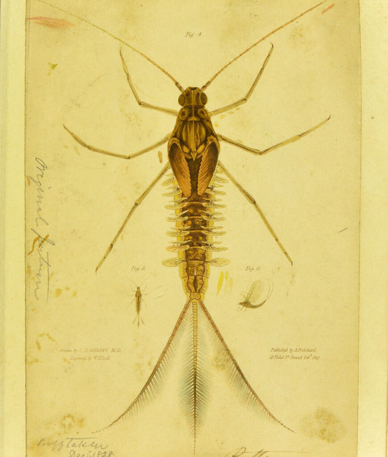 C*J P /* Pl2.JP' fiu. 6. Fig ■ 4 Jbwn y ... GORJNG 3f.D. » L.fxuwd. by WlxUfdll. Published tyJLPriUhasd lSPidxtSt Strand Ftf i$zo yff ./y.