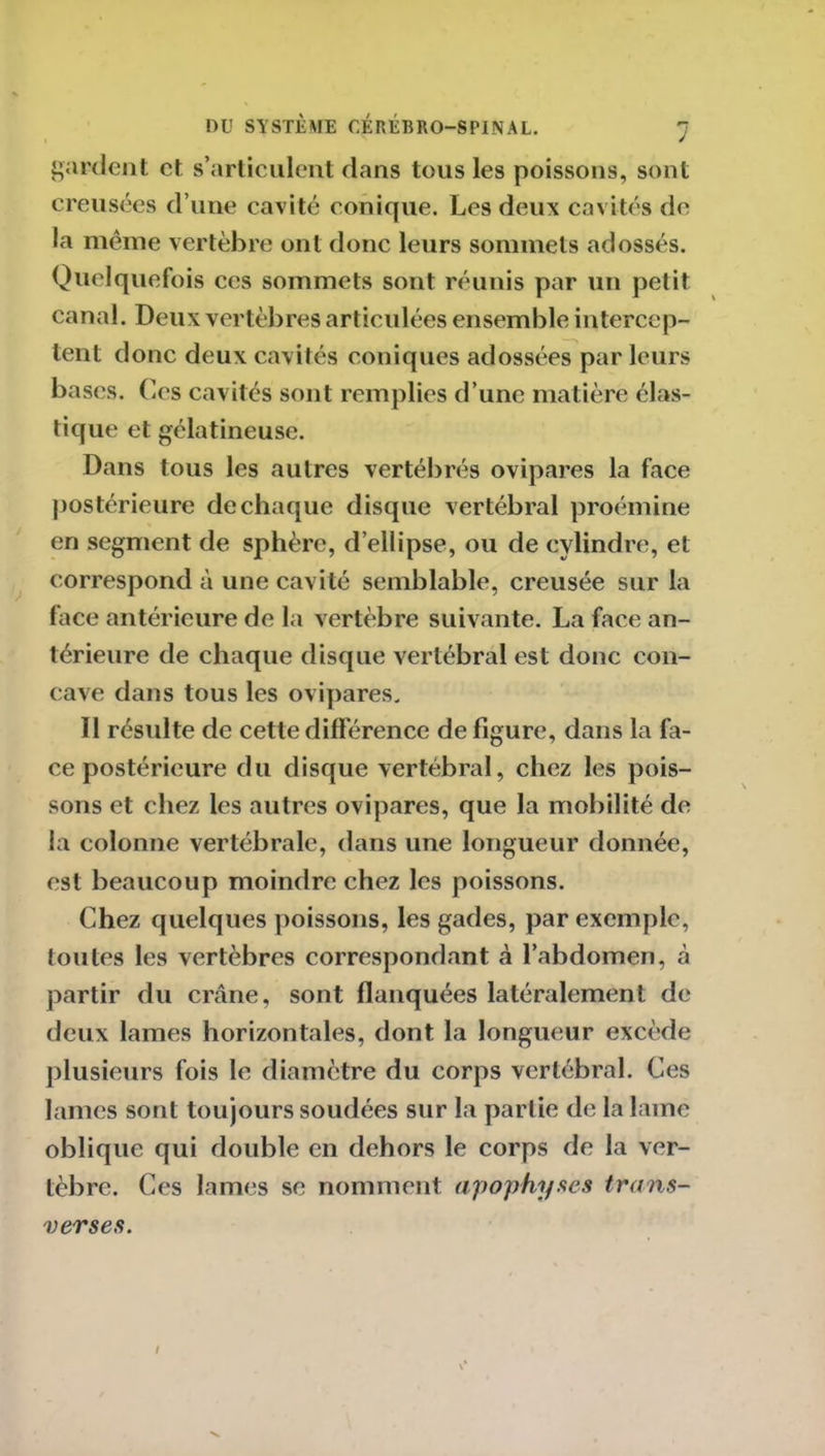 gardent et s’articulent dans tous les poissons, sont creusées d’une cavité conique. Les deux cavités de la même vertèbre ont donc leurs sommets adossés. Quelquefois ces sommets sont réunis par un petit canal. Deux vertèbres articulées ensemble intercep- tent donc deux cavités coniques adossées par leurs bases. Ces cavités sont remplies d’une matière élas- tique et gélatineuse. Dans tous les autres vertébrés ovipares la face postérieure de chaque disque vertébral proémine en segment de sphère, d’ellipse, ou de cylindre, et correspond à une cavité semblable, creusée sur la face antérieure de la vertèbre suivante. La face an- térieure de chaque disque vertébral est donc con- cave dans tous les ovipares. Il résulte de cette différence de figure, dans la fa- ce postérieure du disque vertébral, chez les pois- sons et chez les autres ovipares, que la mobilité de la colonne vertébrale, dans une longueur donnée, est beaucoup moindre chez les poissons. Chez quelques poissons, les gades, par exemple, toutes les vertèbres correspondant à l’abdomen, à partir du crâne, sont flanquées latéralement de deux lames horizontales, dont la longueur excède plusieurs fois le diamètre du corps vertébral. Ces lames sont toujours soudées sur la partie de la lame oblique qui double en dehors le corps de la ver- tèbre. Ces lames se nomment apophyses trans- verses.