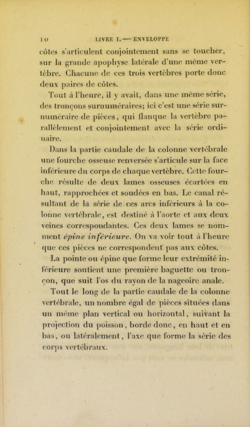 côtes s’articulent conjointement sans se toucher, sur la grande apophyse latérale d’une même ver- tèbre. Chacune de ces trois vertèbres porte donc deux paires de côtes. Tout à l’heure, il y avait, dans une même série, des tronçons surnuméraires; ici c’est une série sur- numéraire de pièces, qui flanque la vertèbre pa- rallèlement et conjointement avec la série ordi- naire. Dans la partie caudale de la colonne vertébrale une fourche osseuse renversée s’articule sur la face inférieure du corps de chaque vertèbre. Cette four- che résulte de deux lames osseuses écartées en haut, rapprochées et soudées en bas. Le canal ré- sultant de la série de ces arcs inférieurs à la co- lonne vertébrale, est destiné à l’aorte et aux deux >cines correspondantes. Ces deux lames se nom- ment épine in férieure. On va voir tout à l’heure que ces pièces ne correspondent pas aux côtes. La pointe ou épine que forme leur extrémité in- férieure soutient une première baguette ou tron- çon, que suit l’os du rayon de la nageoire anale. Tout le long de la partie caudale de la colonne vertébrale, un nombre égal de pièces situées dans un même plan vertical ou horizontal, suivant la projection du poisson, borde donc, en haut et en bas, ou latéralement, l’axe que forme la série des corps vertébraux.