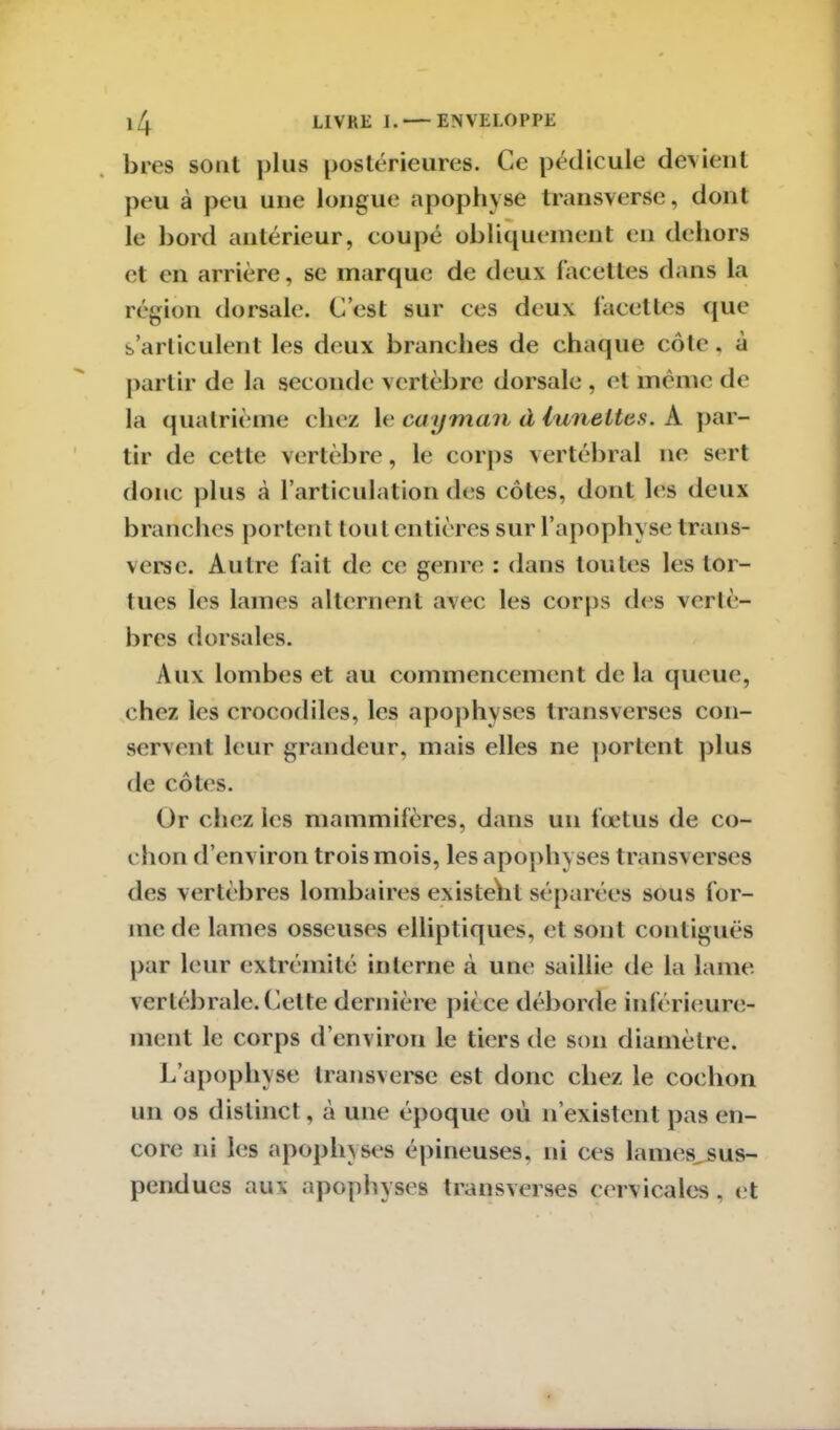 bres sont plus postérieures. Ce pédicule devient peu à peu une longue apophyse transverse, dont le bord antérieur, coupé obliquement en dehors et en arrière, se marque de deux facettes dans la région dorsale. C’est sur ces deux facettes que s’articulent les deux branches de chaque côte, à partir de la seconde vertèbre dorsale , et même de la quatrième chez le cayman d lunettes. À par- tir de celte vertèbre, le corps vertébral ne sert donc plus à l’articulation des côtes, dont les deux branches portent tout entières sur l’apophyse trans- verse. Autre fait de ce genre : dans toutes les tor- tues les lames alternent avec les corps des vertè- bres dorsales. Aux lombes et au commencement de la queue, chez les crocodiles, les apophyses transverses con- servent leur grandeur, mais elles ne portent plus de côtes. Or chez les mammifères, dans un fœtus de co- chon d’environ trois mois, les apophyses transverses des vertèbres lombaires existeïil séparées sous for- me de lames osseuses elliptiques, et sont contiguës par leur extrémité interne à une saillie de la lame, vertébrale.Cette dernière pièce déborde inférieure- ment le corps d’environ le tiers de son diamètre. L’apophvse transverse est donc chez le cochon un os distinct, à une époque où n’existent pas en- core ni les apophyses épineuses, ni ces 1 ames^sus- pendues aux apophyses transverses cervicales, et