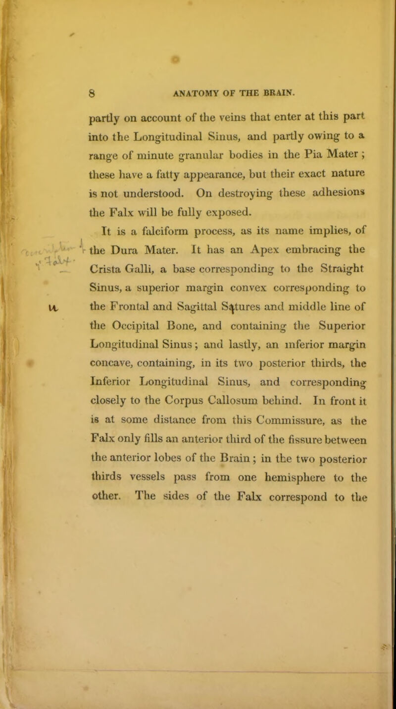 partly on account of the veins that enter at this part into the Longitudinal Sinus, and partly owing to a range of minute granular bodies in the Pia Mater ; these have a fatty appearance, but their exact nature is not understood. On destroying these adhesions the Falx will be fully exposed. It is a falciform process, as its name implies, of the Dura Mater. It has an Apex embracing the Crista Galli, a base corresponding to the Straight Sinus, a superior margin convex corresponding to the Frontal and Sagittal Sutures and middle line of the Occipital Bone, and containing the Superior Longitudinal Sinus; and lastly, an inferior margin concave, containing, in its two posterior thirds, the Inferior Longitudinal Sinus, and corresponding closely to the Corpus Callosum behind. In front it is at some distance from this Commissure, as the Falx only fills an anterior third of the fissure between the anterior lobes of the Brain ; in the two posterior thirds vessels pass from one hemisphere to the other. The sides of the Falx correspond to the
