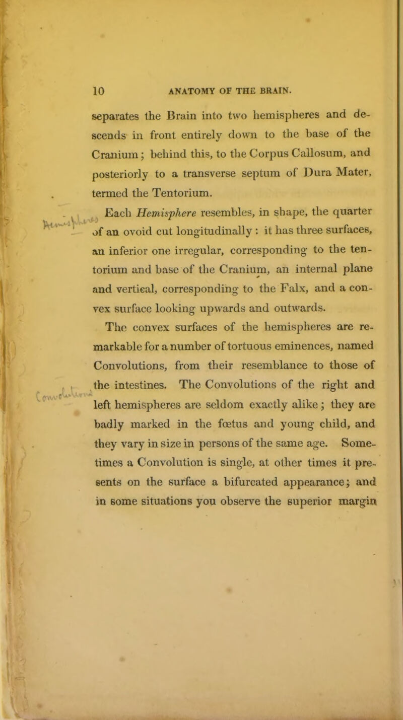 separates the Brain into two hemispheres and de- scends in front entirely down to the base of the Cranium; behind this, to tlie Corpus Callosum, and posteriorly to a transverse septum of Dura Mater, termed the Tentorium. Each Hemisphere resembles, in shape, the quarter - of an ovoid cut longitudinally : it has three surlacet;, an inferior one irregular, corresponding to the ten- torium and base of the Cranium, an internal plane and vertical, corresponding to the Falx, and a con- vex surface looking upwards and outwards. The convex surfaces of the hemispheres are re- markable for a number of tortuous eminences, named Convolutions, from their resemblance to those of the intestines. The Convolutions of the right and left hemispheres are seldom exactly alike; they are badly marked in the foetus and young child, and they vary in size in persons of the same age. Some- times a Convolution is single, at other times it pre- sents on the surface a bifurcated appearance; and in some situations you observe the superior margin