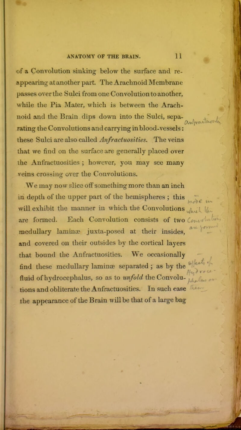 ♦ of a Convolution sinking below the surface and re- appearing at another part. The Arachnoid Membrane passes over the Sulci from one Convolution to another, while the Pia Mater, which is between the Arach- noid and the Brain dips down into the Sulci, sepa- . rating the Convolutions and carrying in blood-vessels: these Sulci are also called Anfractuosities. The veins that we find on the surface are generally placed over the Anfractuosities ; however, you may see many veins crossing over the Convolutions. We may now slice off something more than an inch in depth of the upper part of the hemispheres ; this ^ ^'^ ^ will exhibit the manner in which the Convolutions {^^ are formed. Each Convolution consists of two C^u*^'^^ medullary lamina? juxta-posed at their insides, ' — and covered on their outsides by the cortical layers that bound the Anfractuosities. We occasionally find these medullary laminie separated ; as by the */f^^ fh' fluid of hydrocephalus, so as to unfold the Convolu-^j^^. tions and obliterate the Anfractuosities. In such case '^>- the appearance of the Brain will be that of a large bag