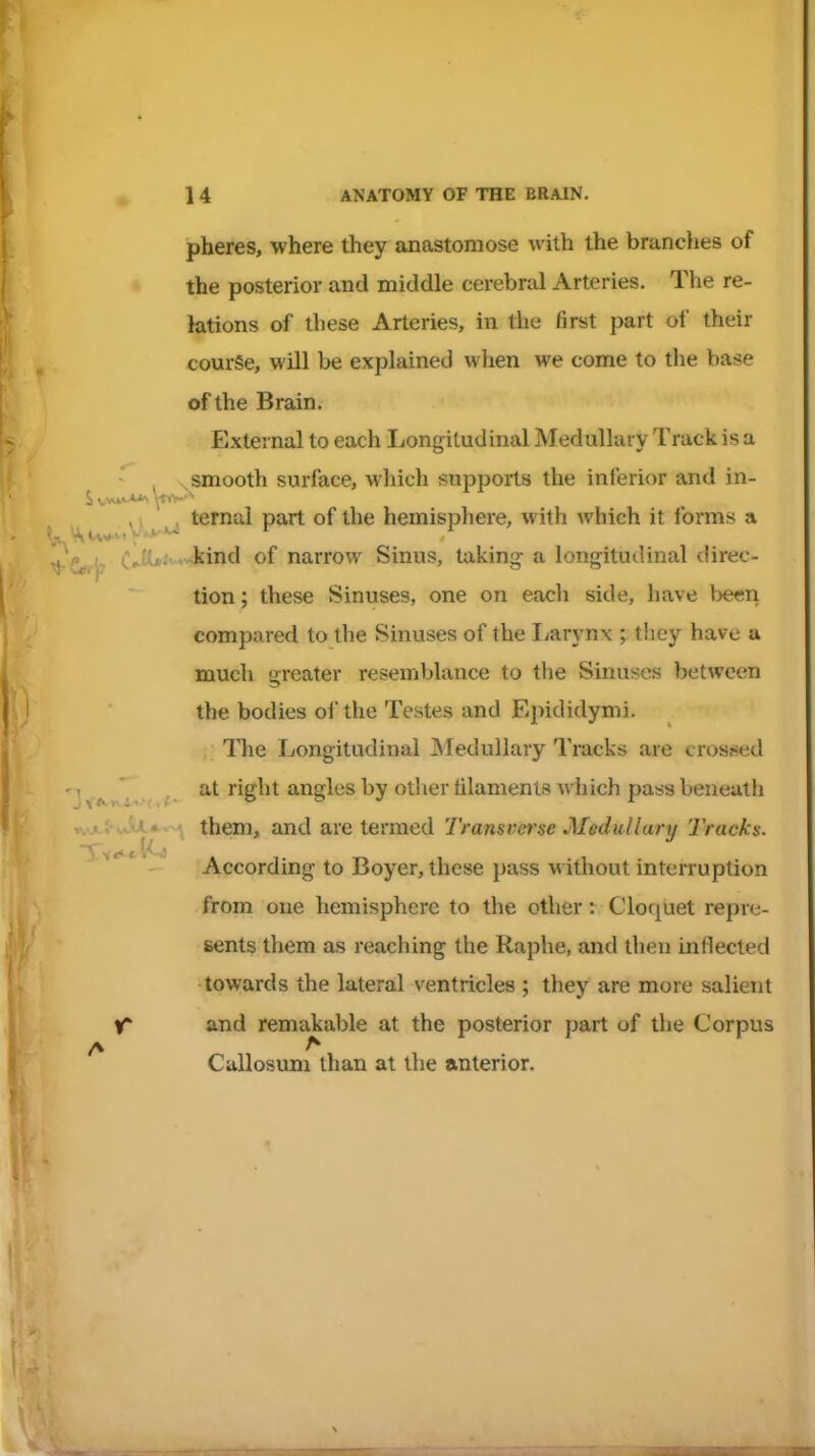 pheres, where they anastomose with the branches of the posterior and middle cerebral Arteries. The re- lations of these Arteries, in the first part of their course, will be explained when we come to the base of the Brain. External to each Longitudinal Medullary Track is a \smooth surface, which supports the inferior and in- ,, , ternal part of the hemisphere, with which it forms a xPcift-Jj C«-l^^-*^i'' of narrow Sinus, taking a longitudinal direc- tion ; these Sinuses, one on each side, have beeri compared to the Sinuses of the liarynx ; they have a much greater resemblance to the Sinuses between the bodies of the Testes and Epididymi. The Longitudinal Medullary Tracks are crossed . ' at right angles by other tilanients wiiich pass beneath them, and are termed Transvet'se Medullary Tracka. According to Boyer, these pass without interruption from one hemisphere to the other: Cloquet repre- sents them as reaching the Raphe, and then inflected towards the lateral ventricles ; they are more salient V and remakable at the posterior part of the Corpus A Callosum than at the anterior.