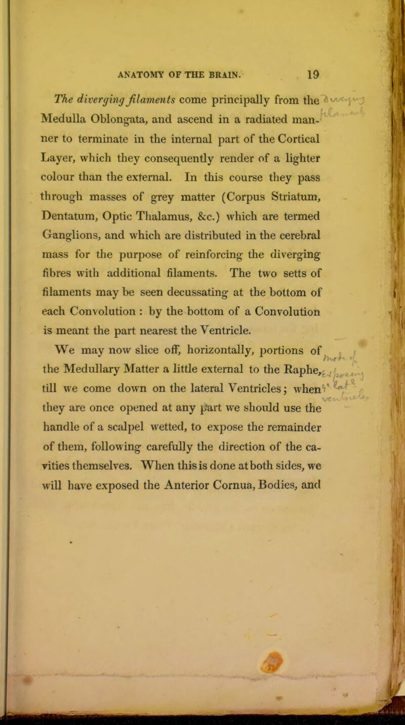 The diverging filaments come principally from the <*\a/*^*^ Medulla Oblongata, and ascend in a radiated man-''^ ner to terminate in the internal part of the Cortical Layer, which they consequently render of a lighter colour than the external. In this course they pass through masses of grey matter (Corpus Striatum, Dentatum, Optic Thalamus, &c.) which are termed Ganglions, and which are distributed in the cerebral mass for the purpose of reinforcing the diverging fibres with additional filaments. The two setts of filaments may be seen decussating at the bottom of each Convolution : by the bottom of a Convolution is meant the part nearest the Ventricle. We may now slice off, horizontally, portions of, the Medullary Matter a little external to the Raphe,-^t... till we come down on the lateral Ventricles: when'.' ^  / they are once opened at any p'art we should use the handle of a scalpel wetted, to expose the remainder of them, following carefully the direction of the ca- vities themselves. When this is done at both sides, we will have exposed the Anterior Cornua, Bodies, and